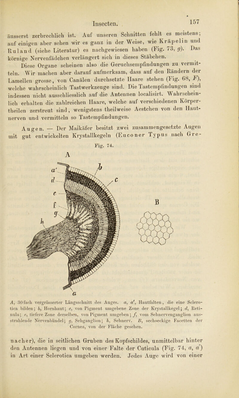 äusserst zerbrechlich ist. Auf unseren Schnitten fehlt es meistens; auf einigen aber sehen wir es ganz in der Weise, wie Krapelin und Ruland (siehe Literatur) es nachgewiesen haben (Fig. 73, g). Das körnige Nervenfädchen verlängert sich in dieses Stäbchen. Diese Organe scheinen also die Geruchsempfindungen zu vermit- teln. Wir machen aber darauf aufmerksam, dass auf den Rändern der Lamellen grosse, von Canälen durchsetzte Haare stehen (Fig. 68, F), welche wahrscheinlich Tastwerkzeuge sind. Die I astempßndungen sind indessen nicht ausschliesslich auf die Antennen localisiit. Wahlschein lieh erhalten die zahlreichen Haare, welche auf verschiedenen Körper- theilen zerstreut sind , wenigstens theilweise Aestchen von den Haut- nerven und vermitteln so Tastempfindungen. Augen. — Der Maikäfer besitzt zwei zusammengesetzte Augen mit gut entwickelten Ivrystallkegeln (Euconer Typus nach Gre- Fig. 74. A a A, 30fach vergrösserter Längsschnitt des Auges, a, o/, Hautfalten, die eine Sclero- tien bilden; &, Hornhaut; c, von Pigment umgebene Zone der Krystallkegel; d, Reti- nula; e, tiefere Zone derselben, von Pigment umgeben; vom Sehnervenganglion aus- strahlende Nervenbündel; rj, Sehganglion; h, Sehnerv. B, sechseckige Facetten der Cornea, von der Fläche gesehen. nacher), die in seitlichen Gruben des Kopfschildes, unmittelbar hinter den Antennen liegen und von einer Falte der Cuticula (Fig. 74, n, a) in Art einer Sclerotica umgeben werden. Jedes Auge wird von einer