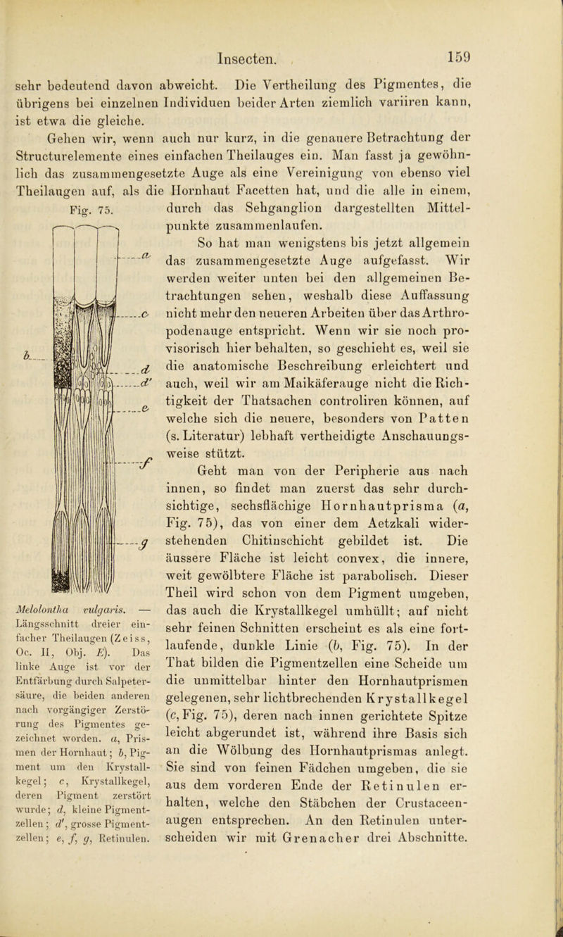 sehr bedeutend davon abweicht. Die Vertheilung des Pigmentes, die übrigens bei einzelnen Individuen beider Arten ziemlich variiren kann, ist etwa die gleiche. Gehen wir, wenn auch nur kurz, in die genauere Betrachtung der Structurelemente eines einfachen Theilauges ein. Man fasst ja gewöhn- lich das zusammengesetzte Auge als eine Vereinigung von ebenso viel Theilaugen auf, als die Hornhaut Facetten hat, und die alle in einem, durch das Sehganglion dargestellten Mittel- punkte zusammenlaufen. So hat man wenigstens bis jetzt allgemein das zusammengesetzte Auge aufgefasst. Wir werden weiter unten bei den allgemeinen Be- trachtungen sehen, weshalb diese Auffassung nicht mehr den neueren Arbeiten über dasArthro- podenauge entspricht. Wenn wir sie noch pro- visorisch hier behalten, so geschieht es, weil sie die anatomische Beschreibung erleichtert und auch, weil wir am Maikäferauge nicht die Rich- tigkeit der Thatsachen controliren können, auf welche sich die neuere, besonders von Patten (s. Literatur) lebhaft vertheidigte Anschauungs- weise stützt. Geht man von der Peripherie aus nach innen, so findet man zuerst das sehr durch- sichtige, sechsflächige Hornhautprisma (a, Fig. 75), das von einer dem Aetzkali wider- stehenden Chitinschicht gebildet ist. Die äussere Fläche ist leicht convex, die innere, weit gewölbtere Fläche ist parabolisch. Dieser Theil wird schon von dem Pigment umgeben, das auch die Krystallkegel umhüllt; auf nicht sehr feinen Schnitten erscheint es als eine fort- laufende, dunkle Linie (ö, Fig. 75). In der That bilden die Pigmentzellen eine Scheide um die unmittelbar hinter den Hornhautprismen gelegenen, sehr lichtbrechenden Krystallkegel (c, Fig. 75), deren nach innen gerichtete Spitze leicht abgerundet ist, während ihre Basis sich an die Wölbung des Hornhautprismas anlegt. Sie sind von feinen Fädchen umgeben, die sie aus dem vorderen Ende der Retinulen er- halten, welche den Stäbchen der Crustaceen- augen entsprechen. An den Retinulen unter- scheiden wir mit Grenadier drei Abschnitte. if Melolontha Längsschnitt vulgaris. — dreier ein- facher Theilaugen (Z e i s s, Oc. II, Obj. E). Das linke Auge ist vor der Entfärbung durch Salpeter- säure, die beiden anderen nach vorgängiger Zerstö- rung des Pigmentes ge- zeichnet worden, a, Pris- men der Hornhaut; b, Pig- ment um den Krystall- kegel ; c, Krystallkegel, deren Pigment zerstört wurde; cZ, kleine Pigment- zellen ; d\ grosse Pigment- zellen ; e, /, Retinulen.