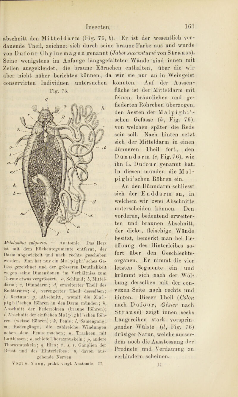 abschnitt den Mitteldarm (Fig. 76, b). Er ist der wesentlich ver- dauende Theil, zeichnet sich durch seine braune Farbe aus und wurde von Dufour Chylusmagen genannt (Jabot succenturie von S t r a u s s). Seine wenigstens irn Anfänge längsgefalteten Wände sind innen mit Zellen ausgekleidet, die braune Körnchen enthalten, über die wir aber nicht näher berichten können, da wir sie nur an in Weingeist conservirten Individuen untersuchen Eig. 76. 9, Darm abgewickelt und nach rechts geschoben worden. Man hat nur ein M al pighi’sches Ge- fäss gezeichnet und der grösseren Deutlichkeit wegen seine Dimensionen im Verhältniss zum Darme etwas vergrössert. a, Schlund; b, Mittel- darm ; c, Dünndarm; d, erweiterter Theil des Enddarmes; e, verengerter Theil desselben; f Rectum; g, Abschnitt, womit die Mal- pighi’sehen Röhren in den Darm münden; h7 Abschnitt der Federröhren (braune Röhren); Abschnitt der einfachen Mal pighi ’schen Röh- ren (weisse Röhren); k, Penis; /, Samengang; m i Hodengänge, die zahlreiche Windungen neben dem Penis machen; n7 Tracheen mit Luftblasen; o, schiefe Thoraxmuskeln ; p, andere Thoraxmuskeln; g, Hirn; r, s, t, Ganglien der Brust und des Hinterleibes; u: davon aus- gehende Nerven. Vogt u. Yung, prakt. vergl. Anatomie. II. konnten. Auf der Aussen - fläche ist der Mitteldarm mit feinen, bräunlichen und ge- fiederten Röhrchen überzogen, den Aesten der M al pighi’- sehen Gefässe (A, Fig. 76), von welchen später die Rede sein soll. Nach hinten setzt sich der Mitteldarm in einen dünneren Theil fort, den D ü n n d a r m (c, Fig. 7 6), wie ihn L. Dufour genannt hat. In diesen münden die Mal- p igln’schen Röhren ein. An den Dünndarm schliesst sich der E n d d a r m an , in welchem wir zwei Abschnitte unterscheiden können. Den vorderen, bedeutend erweiter- ten und braunen Abschnitt, der dicke, fleischige Wände besitzt, bemerkt man bei Er- öffnung des Hinterleibes so- fort über den Geschlechts- organen. Er nimmt die vier letzten Segmente ein und krümmt sich nach der Wöl- bung derselben mit der con- vexen Seite nach rechts und hinten. Dieser Theil (Colon nach Dufour, Gesier nach Strauss) zeigt innen sechs Längsreihen stark vorsprin- gender Wülste (cl, Fig. 76) drüsiger Natur, welche ausser- dem noch die Ausstossung der Producte und Verdauung zu verhindern scheinen. 11