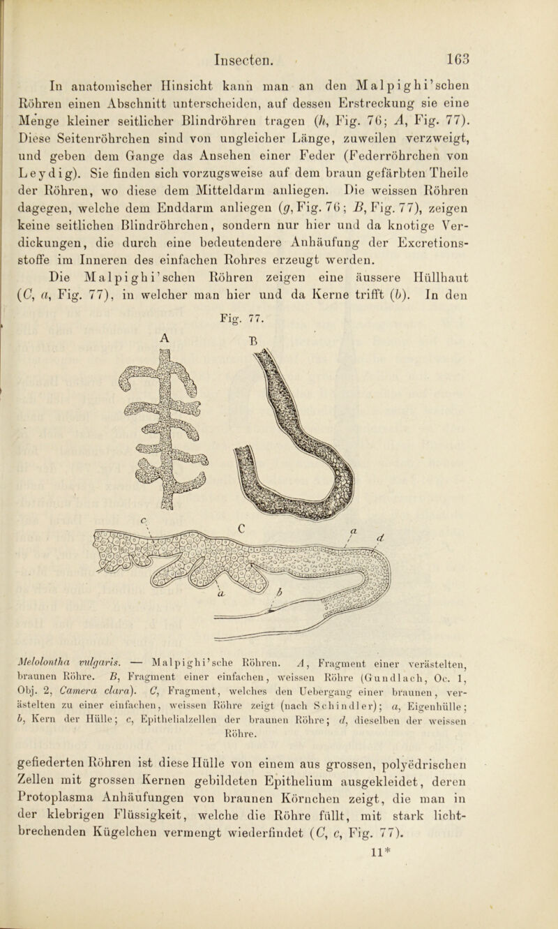 In anatomischer Hinsicht kann man an den Malpighi’schen Röhren einen Abschnitt unterscheiden, auf dessen Erstreckung sie eine Menge kleiner seitlicher Blindröhren tragen (h, Fig. 76; A, Fig. 77). Diese Seitenröhrchen sind von ungleicher Länge, zuweilen verzweigt, und geben dem Gange das Ansehen einer Feder (Federröhrchen von Leydig). Sie finden sich vorzugsweise auf dem braun gefärbten Theile der Röhren, wo diese dem Mitteldarm anliegen. Die weissen Röhren dagegen, welche dem Enddarm anliegen (g, Fig. 76; J3, Fig. 77), zeigen keine seitlichen Blindröhrchen, sondern nur hier und da knotige Ver- dickungen, die durch eine bedeutendere Anhäufung der Excretions- stoffe im Inneren des einfachen Rohres erzeugt werden. Die Malpighi’schen Röhren zeigen eine äussere Hüllhaut (C, a, Fig. 77), in welcher man hier und da Kerne trifft (b). In den Fig. 77. Melolontha vulgaris. — Malpighi’sche Röhren. A, Fragment einer verästelten, braunen Röhre. B, Fragment einer einfachen, weissen Röhre (Gun dl ach, Oc. 1, Obj. 2, Camera clara). (7, Fragment, welches den Uebergang einer braunen, ver- ästelten zu einer einfachen, weissen Röhre zeigt (nach Schindler); a, Eigenhülle; b, Kern der Hülle; c, Epithelialzellen der braunen Röhre; </, dieselben der weissen Röhre. gefiederten Röhren ist diese Hülle von einem aus grossen, polyedrischen Zellen mit grossen Kernen gebildeten Epithelium ausgekleidet, deren Protoplasma Anhäufungen von braunen Körnchen zeigt, die man in der klebrigen Flüssigkeit, welche die Röhre füllt, mit stark licht- brechenden Kügelchen vermengt wiederfindet (O, c, Fig. 77). 11*
