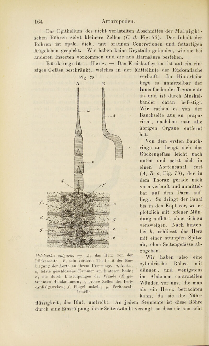 Das Epithelium des nicht verästelten Abschnittes der Malpighi- schen Röhren zeigt kleinere Zellen (0, d, Fig. 77). Der Inhalt der Röhren ist opak, dick, mit braunen Concretionen und fettartigen Kügelchen gespickt. Wir haben keine Krystalle gefunden, wie sie bei anderen Insecten Vorkommen und die aus Harnsäure bestehen. Rückengefäss,I4erz. — Das Kreislaufsystem ist auf ein ein- ziges Gefäss beschränkt, welches in der Mittellinie der Rückenfläche Fig. 78. c Melolontha vulgaris. — A, das Herz von der Rückenseite. A>, sein vorderer Theil mit der Ein- biegung der Aorta an ihrem Ursprünge, a, Aorta; letzte geschlossene Kammer am hinteren Ende; c, die durch Einstülpungen der Wände (d) ge- trennten Herzkammern; e, grosse Zellen des Peri- cardialgewebes; /, Flügelmuskeln; y, Peritoneal- lamelle. verläuft. Im Hinterleibe liegt es unmittelbar der Innenfläche der Tegumente an und ist durch Muskel- bänder daran befestigt. Wir rathen es von der Bauchseite aus zu präpa- riren, nachdem man alle übrigen Organe entfernt hat. Von dem ersten Bauch- ringe an beugt sich das Rückengefäss leicht nach unten und setzt sich in einen Aortencanal fort (j4, B, a, Fig. 78), der in dem Thorax gerade nach vorn verläuft und unmittel- bar auf dem Darm auf- liegt. So dringt der Canal bis in den Kopf vor, wo er plötzlich mit offener Mün- dung aufhört, ohne sich zu verzweigen. Nach hinten, bei ö, schliesst das Herz mit einer stumpfen Spitze ab, ohne Seitengefässe ab- zugeben. Wir haben also eine cylindrische Röhre mit dünnen, und wenigstens im Abdomen contractilen Wänden vor uns, die man als ein IIerz betrachten kann, da sie die Nähr- flüssigkeit, das Blut, umtreibt. An jedem Segmente ist diese Röhre durch eine Einstülpung ihrer Seitenwände verengt, so dass sie aus acht