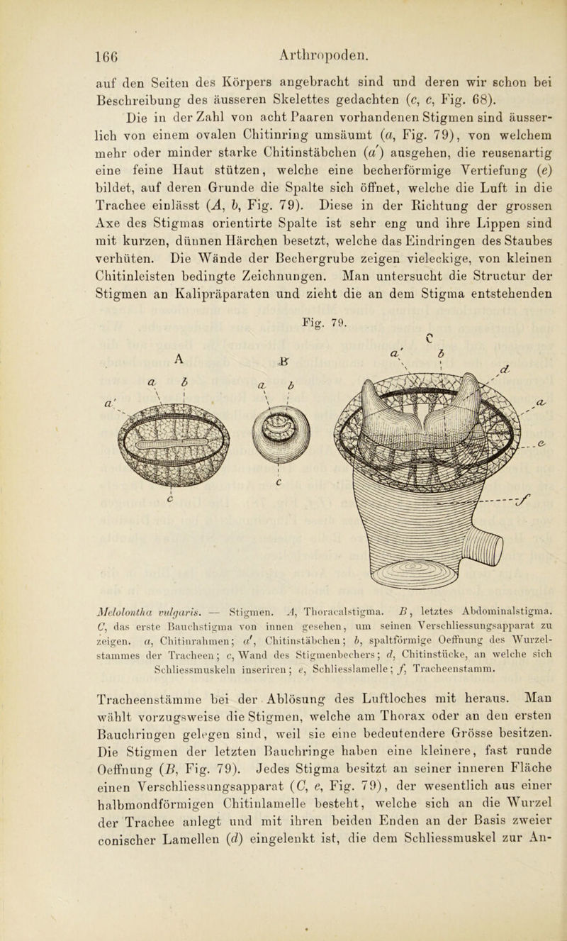 auf den Seiten des Körpers angebracht sind und deren wir schon bei Beschreibung des äusseren Skelettes gedachten (c, c, Fig. 68). Die in der Zahl von acht Paaren vorhandenen Stigmen sind äusser- lich von einem ovalen Chitinring umsäumt (a, Fig. 79), von welchem mehr oder minder starke Chitinstäbchen (a) ausgehen, die reusenartig eine feine Haut stützen, welche eine becherförmige Vertiefung (e) bildet, auf deren Grunde die Spalte sich öffnet, welche die Luft in die Trachee einlässt (A, b, Fig. 79). Diese in der Dichtung der grossen Axe des Stigmas orientirte Spalte ist sehr eng und ihre Lippen sind mit kurzen, dünnen Härchen besetzt, welche das Eindringen des Staubes verhüten. Die Wände der Bechergrube zeigen vieleckige, von kleinen Chitinleisten bedingte Zeichnungen. Man untersucht die Structur der Stigmen an Kalipräparaten und zieht die an dem Stigma entstehenden Fig. 79. B c Melolontha vulgaris. — Stigmen. A, Thoracalstigma. B, letztes Abdominalstigma. C, das erste Bauchstigma von innen gesehen, um seinen Verschliessungsapparat zu zeigen, a, Chitinrahmen; Chitinstäbchen; b, spaltförmige Oeffnung des Wurzel- stammes der Tracheen; c, Wand des Stigmenbechers; d, Chitinstücke, an welche sich Schliessmuskeln inseriren; e, Schliesslamelie; f, Tracheenstamm. Tracheenstämme bei der Ablösung des Luftloches mit heraus. Man wählt vorzugsweise die Stigmen, welche am Thorax oder an den ersten Bauchringen gelegen sind, weil sie eine bedeutendere Grösse besitzen. Die Stigmen der letzten Bauchringe haben eine kleinere, fast runde Oeffnung (i?, Fig. 79). Jedes Stigma besitzt an seiner inneren Fläche einen Verschliessungsapparat (0, e, Fig. 79), der wesentlich aus einer halbmondförmigen Chitinlamelle besteht, welche sich an die Wurzel der Trachee anlegt und mit ihren beiden Enden an der Basis zweier conischer Lamellen (d) eingelenkt ist, die dem Schliessmuskel zur An-
