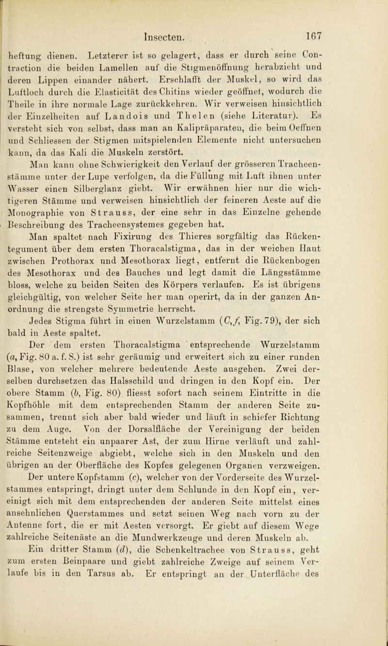 heftung dienen. Letzterer ist so gelagert, dass er durch seine Con- traction die beiden Lamellen auf die Stigmenöffnung herabzieht und deren Lippen einander nähert. Erschlafft der Muskel, so wird das Luftloch durch die Elasticität des Chitins wieder geöffnet, wodurch die Theile in ihre normale Lage zurückkehren. Wir verweisen hinsichtlich der Einzelheiten auf Landois und Th eien (siehe Literatur). Es versteht sich von selbst, dass man an Kalipräparaten, die beim Oeffnen und Schliessen der Stigmen mitspielenden Elemente nicht untersuchen kann, da das Kali die Muskeln zerstört. Man kann ohne Schwierigkeit den Verlauf der grösseren Tracheen- stämme unter der Lupe verfolgen, da die Füllung mit Luft ihnen unter Wasser einen Silberglanz giebt. Wir erwähnen hier nur die wich- tigeren Stämme und verweisen hinsichtlich der feineren Aeste auf die Monographie von Strauss, der eine sehr in das Einzelne gehende Beschreibung des Tracheensystemes gegeben hat. Man spaltet nach Fixirung des Thieres sorgfältig das Bücken- tegument über dem ersten Thoracalstigma, das in der weichen Haut zwischen Prothorax und Mesothorax liegt, entfernt die Bückenbogen des Mesothorax und des Bauches und legt damit die Längsstämme bloss, welche zu beiden Seiten des Körpers verlaufen. Es ist übrigens gleichgültig, von welcher Seite her man operirt, da in der ganzen An- ordnung die strengste Symmetrie herrscht. Jedes Stigma führt in einen Wurzelstamm (C,/, Fig. 79), der sich bald in Aeste spaltet. Der dem ersten Thoracalstigma entsprechende Wurzelstamm (a, Fig. 80 a. f. S.) ist sehr geräumig und erweitert sich zu einer runden Blase, von welcher mehrere bedeutende Aeste ausgehen. Zwei der- selben durchsetzen das Halsschild und dringen in den Kopf ein. Der obere Stamm (ö, Fig. 80) fliesst sofort nach seinem Eintritte in die Kopfhöhle mit dem entsprechenden Stamm der anderen Seite zu- sammen, trennt sich aber bald wieder und läuft in schiefer Dichtung zu dem Auge. Von der Dorsalfläche der Vereinigung der beiden Stämme entsteht ein unpaarer Ast, der zum Hirne verläuft und zahl- reiche Seitenzweige abgiebt, welche sich in den Muskeln und den übrigen an der Oberfläche des Kopfes gelegenen Organen verzweigen. Der untere Kopfstamm (c), welcher von der Vorderseite des Wurzel- stammes entspringt, dringt unter dem Schlunde in den Kopf ein, ver- einigt sich mit dem entsprechenden der anderen Seite mittelst eines ansehnlichen Querstammes und setzt seinen Weg nach vorn zu der Antenne fort, die er mit Aesten versorgt. Er giebt auf diesem Wege zahlreiche Seitenäste an die Mundwerkzeuge und deren Muskeln ab. Ein dritter Stamm (d), die Schenkeltrachee von Strauss, geht zum ersten Beinpaare und giebt zahlreiche Zweige auf seinem Ver- laufe bis in den Tarsus ah. Er entspringt an der Unterfläche des