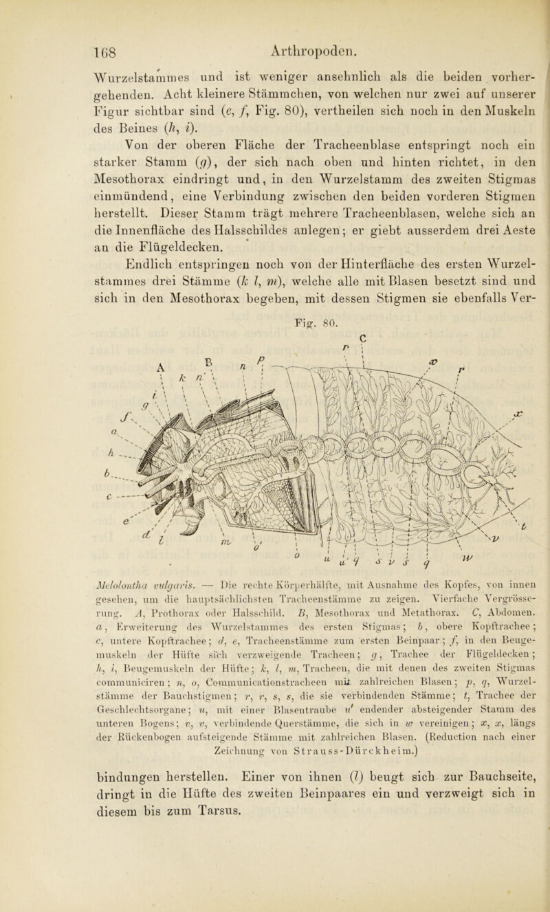 Wurzelstammes und ist weniger ansehnlich als die beiden vorher- gehenden. Acht kleinere Stämmchen, von welchen nur zwei auf unserer Figur sichtbar sind (e, /, Fig. 80), vertheilen sich noch in den Muskeln des Beines (h, i). Von der oberen Fläche der Tracheenblase entspringt noch ein starker Stamm ((/), der sich nach oben und hinten richtet, in den Mesothorax eindringt und, in den Wurzelstamm des zweiten Stigmas einmündend, eine Verbindung zwischen den beiden vorderen Stigmen herstellt. Dieser Stamm trägt mehrere Tracheenblasen, welche sich an die Innenfläche des Halsschildes anlegen; er giebt ausserdem drei Aeste au die Flügeldecken. Endlich entspringen noch von der Hinterfläche des ersten Wurzel- stammes drei Stämme (k ?, m), welche alle mit Blasen besetzt sind und sieb in den Mesothorax begeben, mit dessen Stigmen sie ebenfalls Ver- I Fig. 80. C Melolontha vulgaris. — Die rechte Körperhälfte, mit Ausnahme des Kopfes, von innen gesehen, um die hauptsächlichsten Tracheenstämme zu zeigen. Vierfache Vergrösse- rung. A, Prothorax oder Halsschild. B, Mesothorax und Metathorax. C, Abdomen, a, Erweiterung des Wurzelstammes des ersten Stigmas; b, obere Kopftrachee; c, untere Kopftrachee; <7, e, Tracheenstämme zum ersten Beinpaar; /, in den Beuge- muskeln der Hüfte sich verzweigende Tracheen; g, Trachee der Flügeldecken; h, £, Beugemuskeln der Hüfte; 1c, /, m, Tracheen, die mit denen des zweiten Stigmas communiciren ; re, o, Communicationstracheen mit zahlreichen Blasen; p, q, Wurzel- stämme der Bauchstigmen; r, r, s, s, die sie verbindenden Stämme; t: Trachee der Geschlechtsorgane; u, mit einer Blasentraube u' endender absteigender Stamm des unteren Bogens; v, ?>, verbindende Querstämme, die sich in w vereinigen; #, x, längs der Rückenbogen aufsteigende Stämme mit zahlreichen Blasen. (Reduction nach einer Zeichnung von Strauss-Dürckheim.) bindungen hersteilen. Einer von ihnen (?) beugt sich zur Bauchseite, dringt in die Hüfte des zweiten Beinpaares ein und verzweigt sich in diesem bis zum Tarsus.
