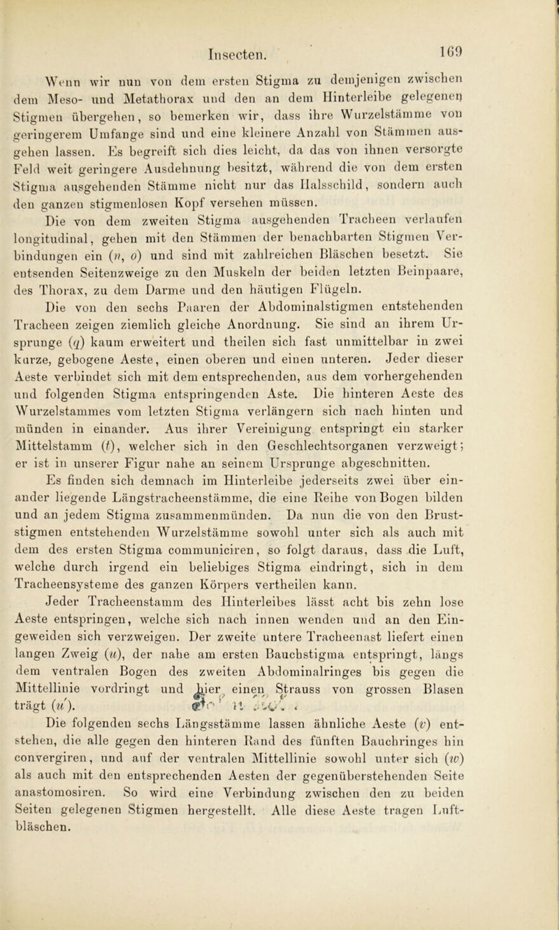 1G9 Wenn wir nun von dem ersten Stigma zu demjenigen zwischen dem Meso- und Metathorax und den an dem Hinterleibe gelegener) Stigmen übergehen, so bemerken wir, dass ihre Wurzelstämme von geringerem Umfange sind und eine kleinere Anzahl von Stämmen aus- gehen lassen. Es begreift sich dies leicht, da das von ihnen versorgte Feld weit geringere Ausdehnung besitzt, während die von dem ersten Stigma ausgehenden Stämme nicht nur das Halsschild, sondern auch den ganzen stigmenlosen Kopf versehen müssen. Die von dem zweiten Stigma ausgehenden Tracheen verlaufen longitudinal, gehen mit den Stämmen der benachbarten Stigmen Ver- bindungen ein (w, o) und sind mit zahlreichen Bläschen besetzt. Sie entsenden Seitenzweige zu den Muskeln der beiden letzten Beinpaare, des Thorax, zu dem Darme und den häutigen Flügeln. Die von den sechs Paaren der Abdominalstigmen entstehenden Tracheen zeigen ziemlich gleiche Anordnung. Sie sind an ihrem Ur- sprünge ((]) kaum erweitert und theilen sich fast unmittelbar in zwei kurze, gebogene Aeste, einen oberen und einen unteren. Jeder dieser Aeste verbindet sich mit dem entsprechenden, aus dem vorhergehenden und folgenden Stigma entspringenden Aste. Die hinteren Aeste des Wurzelstammes vom letzten Stigma verlängern sich nach hinten und münden in einander. Aus ihrer Vereinigung entspringt ein starker Mittelstamm (#), welcher sich in den Geschlechtsorganen verzweigt; er ist in unserer Figur nahe an seinem Ursprünge abgeschnitten. Es finden sich demnach im Hinterleibe jederseits zwei über ein- ander liegende Längstracheenstämme, die eine Leihe von Bogen bilden und an jedem Stigma zusammenmünden. Da nun die von den Brust- stigmen entstehenden Wurzelstämme sowohl unter sich als auch mit dem des ersten Stigma communiciren, so folgt daraus, dass die Luft, welche durch irgend ein beliebiges Stigma eindringt, sich in dem Tracheensysteme des ganzen Körpers vertheilen kann. Jeder Tracheenstamm des Hinterleibes lässt acht bis zehn lose Aeste entspringen, welche sich nach innen wenden und an den Ein- geweiden sich verzweigen. Der zweite untere Tracheenast liefert einen langen Zweig (u), der nahe am ersten Bauchstigma entspringt, längs dem ventralen Bogen des zweiten Abdominalringes bis gegen die Mittellinie vordringt und hier einen Strauss von grossen Blasen trägt (u).  '•' Die folgenden sechs Längsstämme lassen ähnliche Aeste (V) ent- stehen, die alle gegen den hinteren Rand des fünften Bauchringes hin convergiren, und auf der ventralen Mittellinie sowohl unter sich (w) als auch mit den entsprechenden Aesten der gegenüberstehenden Seite anastomosiren. So wird eine Verbindung zwischen den zu beiden Seiten gelegenen Stigmen hergestellt. Alle diese Aeste tragen Lnft- bläschen.