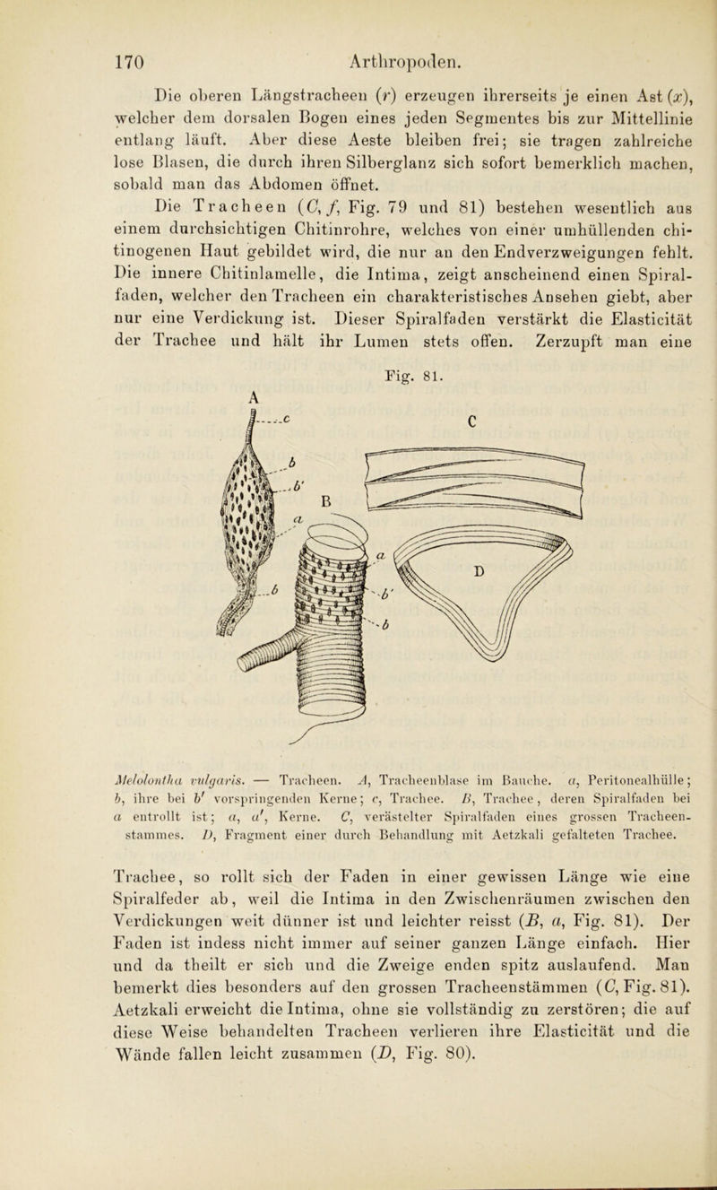 Die oberen Längstracheen (r) erzeugen ihrerseits je einen Ast (x), welcher dem dorsalen Bogen eines jeden Segmentes bis zur Mittellinie entlang läuft. Aber diese Aeste bleiben frei; sie tragen zahlreiche lose Blasen, die durch ihren Silberglanz sich sofort bemerklich machen, sobald man das Abdomen öffnet. Die Tracheen (0,/, Fig. 79 und 81) bestehen wesentlich aus einem durchsichtigen Chitinrohre, welches von einer umhüllenden chi- tinogenen Haut gebildet wird, die nur au den Endverzweigungen fehlt. Die innere Chitinlamelle, die Intima, zeigt anscheinend einen Spiral- faden, welcher den Tracheen ein charakteristisches Ausehen giebt, aber nur eine Verdickung ist. Dieser Spiralfaden verstärkt die Elasticität der Trachee und hält ihr Lumen stets offen. Zerzupft man eine Fig. 81. Meloloniha vulgaris. — Tracheen. A, Tracheenblase irn Bauche, a, Peritonealhülle; b, ihre bei b' vorspringenden Kerne; c, Trachee. B, Trachee, deren Spiralfaden bei a entrollt ist; a, a'Kerne. C, verästelter Spiralfaden eines grossen Tracheen- stammes. D, Fragment einer durch Behandlung mit Aetzkali gefalteten Trachee. Trachee, so rollt sich der Faden in einer gewissen Länge wie eine Spiralfeder ab, weil die Intima in den Zwischenräumen zwischen den Verdickungen weit dünner ist und leichter reisst (B, a, Fig. 81). Der Faden ist indess nicht immer auf seiner ganzen Länge einfach. Hier und da theilt er sich und die Zweige enden spitz auslaufend. Mau bemerkt dies besonders auf den grossen Tracheenstämmen (C, Fig. 81). Aetzkali erweicht die Intima, ohne sie vollständig zu zerstören; die auf diese Weise behandelten Tracheen verlieren ihre Elasticität und die Wände fallen leicht zusammen (D, Fig. 80).