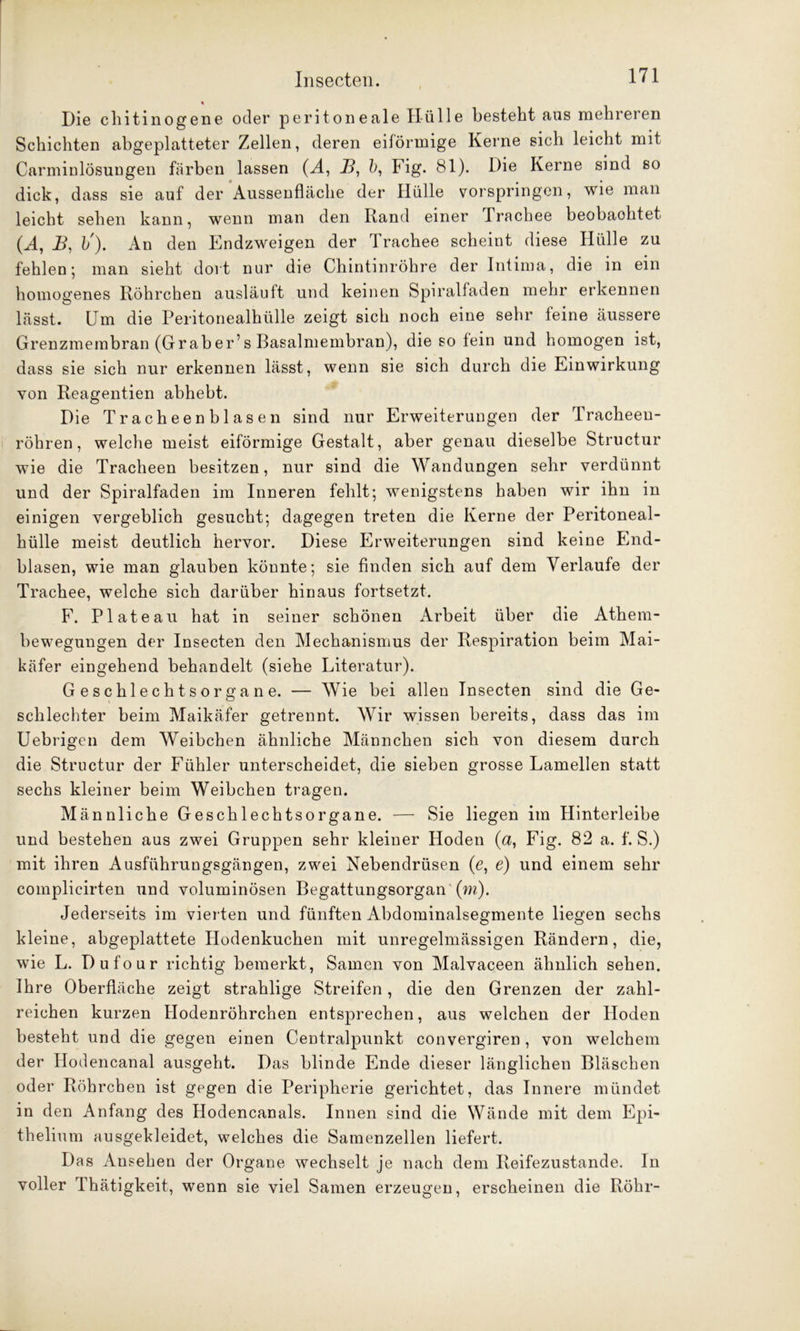 Die chitinogene oder peritoneale Hülle besteht aus mehreren Schichten abgeplatteter Zellen, deren eiförmige Kerne sich leicht mit CarminlÖsungen färben lassen (M, B, b, Fig. 81). Die Kerne sind so dick, dass sie auf der Aussenfhiche der Hülle vorspringen, wie man leicht sehen kann, wenn man den Rand einer Trachee beobaohtet (H, B, b'). An den Endzweigen der Trachee scheint diese Hülle zu fehlen; man sieht dort nur die Chintinröhre der Intima, die in ein homogenes Röhrchen ausläuft und keinen Spiralfaden mehr erkennen lässt. Um die Peritonealhülle zeigt sich noch eine sehr feine äussere Grenzmembran (Graber’s Basalmembran), die so fein und homogen ist, dass sie sich nur erkennen lässt, wenn sie sich durch die Einwirkung von Reagentien abhebt. Die Tracheenblasen sind nur Erweiterungen der Tracheeu- röhren, welche meist eiförmige Gestalt, aber genau dieselbe Structur wie die Tracheen besitzen, nur sind die Wandungen sehr verdünnt und der Spiralfaden im Inneren fehlt; wenigstens haben wir ihn in einigen vergeblich gesucht; dagegen treten die Kerne der Peritoneal- hülle meist deutlich hervor. Diese Erweiterungen sind keine End- blasen, wie man glauben könnte; sie finden sich auf dem Verlaufe der Trachee, welche sich darüber hinaus fortsetzt. F. Plateau hat in seiner schönen Arbeit über die Athem- bewegungen der Insecten den Mechanismus der Respiration beim Mai- käfer eingehend behandelt (siehe Literatur). Geschlechtsorgane. — Wie bei allen Insecten sind die Ge- schlechter beim Maikäfer getrennt. Wir wissen bereits, dass das im Uebrigen dem Weibchen ähnliche Männchen sich von diesem durch die Structur der Fühler unterscheidet, die sieben grosse Lamellen statt sechs kleiner beim Weibchen tragen. Männliche Geschlechtsorgane. — Sie liegen im Hinterleibe und bestehen aus zwei Gruppen sehr kleiner Hoden (a, Fig. 82 a. f. S.) mit ihren Ausführungsgängen, zwei Nebendrüsen (e, e) und einem sehr complicirten und voluminösen Begattungsorgan ' (m). Jederseits im vierten und fünften Abdominalsegmente liegen sechs kleine, abgeplattete Hodenkuchen mit unregelmässigen Rändern, die, wie L. Dufour richtig bemerkt, Samen von Malvaceen ähnlich sehen. Ihre Oberfläche zeigt strahlige Streifen, die den Grenzen der zahl- reichen kurzen Hodenröhrchen entsprechen, aus welchen der Hoden besteht und die gegen einen Centralpunkt convergiren , von welchem der Hodencanal ausgeht. Das blinde Ende dieser länglichen Bläschen oder Röhrchen ist gegen die Peripherie gerichtet, das Innere mündet in den Anfang des Hodencanals. Innen sind die Wände mit dem Epi- thelium ausgekleidet, welches die Samenzellen liefert. Das Ansehen der Organe wechselt je nach dem Reifezustande. In voller Thätigkeit, wenn sie viel Samen erzeugen, erscheinen die Röhr-