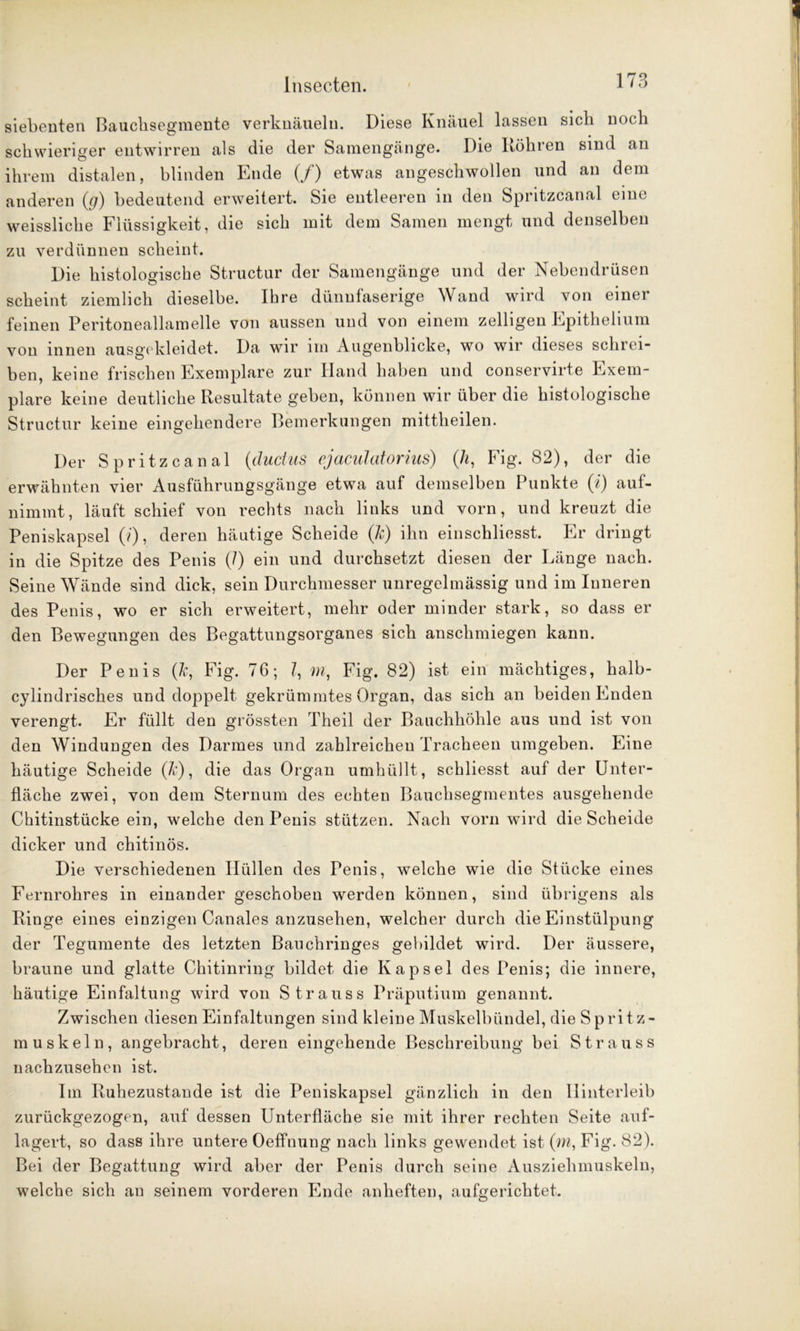 178 siebenten Bauchsegmente verknäueln. Diese Knäuel lassen sich noch schwieriger entwirren als die der Samengänge. Die Köhren sind an ihrem distalen, blinden Ende (/) etwas angeschwollen und an dem anderen (g) bedeutend erweitert. Sie entleeren in den Spritzcanal eine weissliche Flüssigkeit, die sich mit dem Samen mengt und denselben zu verdünnen scheint. Die histologische Structur der Samengänge und der Nebendrüsen scheint ziemlich dieselbe. Ihre dünnfaserige Wand wird von einer feinen Peritoneallamelle von aussen und von einem zeitigen Epithelium von innen ausgekleidet. Da wir im Augenblicke, wo wir dieses schrei- ben, keine frischen Exemplare zur Hand haben und conservirte Exem- plare keine deutliche Resultate geben, können wir über die histologische Structur keine eingehendere Bemerkungen mittheilen. Der Spritzcanal (duclus ejaculatorius) (h, Fig. 82), der die erwähnten vier Ausführungsgänge etwa auf demselben Punkte (i) auf- nimmt, läuft schief von rechts nach links und vorn, und kreuzt die Peniskapsel (?'), deren häutige Scheide (k) ihn einschliesst. Er dringt in die Spitze des Penis (7) ein und durchsetzt diesen der Länge nach. Seine Wände sind dick, sein Durchmesser unregelmässig und im Inneren des Penis, wo er sich erweitert, mehr oder minder stark, so dass er den Bewegungen des Begattungsorganes sich anschmiegen kann. Der Penis (k, Fig. 76; 7, m, Fig. 82) ist ein mächtiges, halb- cylindrisches und doppelt gekrümmtes Organ, das sich an beiden Enden verengt. Er füllt den grössten Theil der Bauchhöhle aus und ist von den Windungen des Darmes und zahlreichen Tracheen umgeben. Eine häutige Scheide (k), die das Organ umhüllt, schliesst auf der Unter- fläche zwei, von dem Sternum des echten Bauchsegmentes ausgehende Chitinstücke ein, welche den Penis stützen. Nach vorn wird die Scheide dicker und chitinös. Die verschiedenen Hüllen des Penis, welche wie die Stücke eines Fernrohres in einander geschoben werden können, sind übrigens als Ringe eines einzigen Canales anzusehen, welcher durch die Einstülpung der Tegumente des letzten Bauchringes gebildet wird. Der äussere, braune und glatte Chitinring bildet die Kapsel des Penis; die innere, häutige Einfaltung wird von Strauss Präputium genannt. Zwischen diesen Einfaltungen sind kleine Muskelbündel, die Spritz- muskeln, angebracht, deren eingehende Beschreibung bei Strauss nachzusehen ist. Im Ruhezustände ist die Peniskapsel gänzlich in den Hinterleib zurückgezogen, auf dessen Unterfläche sie mit ihrer rechten Seite auf- lagert, so dass ihre untere Oeffnung nach links gewendet ist (m, Fig. 82). Bei der Begattung wird aber der Penis durch seine Ausziehmuskeln, welche sich an seinem vorderen Ende anheften, aufgerichtet.