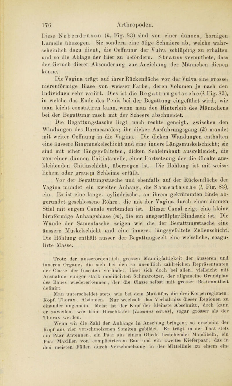 Diese Neben drüsen (h, Fig. 83) sind von einer dünnen, hornigen Lamelle übezogen. Sie sondern eine ölige Schmiere ab, welche wahr- scheinlich dazu dient, die Oeffnung der Vulva schlüpfrig zu erhalten und so die Ablage der Eier zu befördern. Strauss vermuthete, dass der Geruch dieser Absonderung zur Anziehung der Männchen dienen könne. Die Vagina trägt auf ihrer Rückenfläche vor der Vulva eine grosse, nierenförmige Blase von weisser Farbe, deren Volumen je nach den Individuen sehr variirt. Dies ist die B e g a 11 u n g s t a s c h e (i, Fig. 83), in welche das Ende des Penis bei der Begattung eingeführt wird, wie man leicht constatiren kann, wenn man den Hinterleib des Männchens bei der Begattung rasch mit der Scheere abschneidet. Die Begattungstasche liegt nach rechts geneigt, zwischen den Windungen des Darmcanales; ihr dicker Ausführungsgang (k) mündet mit weiter Oeffnung in die Vagina. Die dicken Wandungen enthalten eine äussere Ringmuskelschicht und eine innere Längsmuskelschicht; sie sind mit einer längsgefalteten, dicken Schleimhaut ausgekleidet, die von einer dünnen Chitinlamelle, einer Fortsetzung der die Cloake aus- kleidenden Chitinschicht, überzogen ist. Die Höhlung ist mit weiss- lichem oder grauem Schleime erfüllt. Vor der Begattungstasche und ebenfalls auf der Rückenfläche der Vagina mündet ein zweiter Anhang, die Samentasche (7, Fig. 83), ein. Es ist eine lange, cylindrische, an ihrem gekrümmten Ende ab- gerundet geschlossene Röhre, die mit der Vagina durch einen dünnen Stiel mit engem Canale verbunden ist. Dieser Canal zeigt eine kleine bimförmige Anhangsblase (wa), die ein ausgestülpter Blindsack ist. Die Wände der Samentasche zeigen wie die der Begattungstasche eine äussere Muskelschicht und eine innere, längsgefaltete Zellenschicht. Die Höhlung enthält ausser der Begattungszeit eine weissliclm, coagu- lirte Masse. Trotz der ausserordentlich grossen Mannigfaltigkeit der äusseren und inneren Organe, die sich bei den so unendlich zahlreichen Repräsentanten der Classe der Insecten vorfindet, lässt sich doch bei allen, vielleicht mit Ausnahme einiger stark modificirten Schmarotzer, der allgemeine Grundplan des Baues wiedererkennen, der die Classe selbst mit grosser Bestimmtheit definirt. Man unterscheidet stets, wie bei dem Maikäfer, die drei Körperregionen: Kopf, Thorax, Abdomen. Nur wechselt das Verhältniss dieser Regionen zu einander ungemein. Meist ist der Kopf der kleinste Abschnitt, doch kann er zuweilen, wie beim Hirschkäfer (Lucanus cervns), sogar grösser als der Thorax werden. Wenn wir die Zahl der Anhänge in Anschlag bringen , so erscheint der Kopf aus vier verschmolzenen Somiten gebildet. Er trägt in der That stets ein Paar Antennen, ein Paar aus einem Gliede bestehender Mandibeln, ein Paar Maxillen von complicirterem Bau und ein zweites Kieferpaar, das in den meisten Fällen durch Verschmelzung in der Mittellinie zu einem ein-