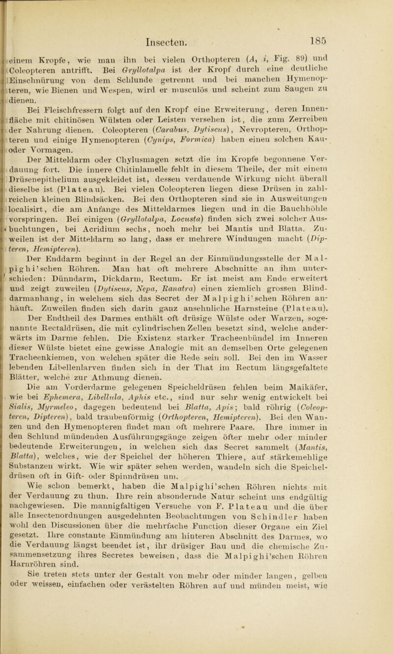 einem Kropfe, wie mau ihn bei vielen Orthopteren (A, i, P ig. 8lJ) und Coleopteren antrifft. Bei Gryllotalpa ist der Kropf durch eine deutliche Einschnürung von dem Schlunde getrennt und bei manchen Hymenop- teren, wie Bienen und Wespen, wird er musculös und scheint zum Saugen zu dienen. Bei Fleischfressern folgt auf den Kropf eine Erweiterung, deren Innen- fläche mit cliitinösen Wülsten oder Leisten versehen ist, die zum Zerreiben der Nahrung dienen. Coleopteren (Carabus, Dytiscus), Nevropteren, Orthop- teren und einige Hymenopteren (Cynips, Formica) haben einen solchen Kau- oder Vormagen. Der Mitteldarm oder Cliylusmagen setzt die im Kropfe begonnene Ver- dauung fort. Die innere Chitinlamelle fehlt in diesem Tlieile, der mit einem Drüsenepitlielium ausgekleidet ist, dessen verdauende Wirkung nicht überall dieselbe ist (Plateau). Bei vielen Coleopteren liegen diese Drüsen in zahl- reichen kleinen Blindsäcken. Bei den Orthopteren sind sie in Ausweitungen localisirt, die am Anfänge des Mitteldarmes liegen und in die Bauchhöhle vorspringen. Bei einigen (Gryllotalpa, Locusta) finden sich zwei solcher Aus- » buchtungen, bei Acridium sechs, noch mehr bei Mantis und Blatta. Zu- weilen ist der Mitteldarm so lang, dass er mehrere Windungen macht (Dip- teren, Hemipteren). Der Enddarm beginnt in der Regel an der Einmündungsstelle der Mal- pig lii’sehen Röhren. Man hat oft mehrere Abschnitte an ihm unter- schieden: Dünndarm, Dickdarm, Rectum. Er ist meist am Ende erweitert und zeigt zuweilen (Dytiscus, Nepa, Ranatra) einen ziemlich grossen Blind- darmanhang, in welchem sich das Secret der M al p i gh i’sehen Röhren an- liäuft. Zuweilen finden sich darin ganz ansehnliche Harnsteine (Plateau). Der Endtlieil des Darmes enthält oft drüsige Wülste oder Warzen, soge- nannte Rectaldrüsen, die mit cylindrischen Zellen besetzt sind, welche ander- wärts im Darme fehlen. Die Existenz starker Tracheenbündel im Inneren dieser Wülste bietet eine gewisse Analogie mit an demselben Orte gelegenen Tracheenkiemen, von welchen später die Rede sein soll. Bei den im Wasser lebenden Libellenlarven finden sich in der That im Rectum längsgefaltete Blätter, welche zur Atlimung dienen. Die am Vorderdarme gelegenen Speicheldrüsen fehlen beim Maikäfer, wie bei Ephemera, Libellula, Apliis etc., sind nur sehr wenig entwickelt bei Sialis, Myrmeleo, dagegen bedeutend bei Blatta, Apis; bald rührig (Coleop- teren, Dipteren), bald traubeuförmig (Orthopteren, Hemipteren). Bei den Wan- zen und den Hymenopteren findet man oft mehrere Paare. Ihre immer in den Schlund mündenden Ausführungsgänge zeigen öfter mehr oder minder bedeutende Erweiterungen, in welchen sich das Secret sammelt (Mantis, Blatta), welches, wie der Speichel der höheren Tliiere, auf stärkemehlige Substanzen wirkt. Wie wir später sehen werden, wandeln sich die Speichel- drüsen oft in Gift- oder Spinndrüsen um. Wie schon bemerkt, habeD die Malpighi’sehen Röhren nichts mit der Verdauung zu thun. Ihre rein absondernde Natur scheint uns endgültig nachgewiesen. Die mannigfaltigen Versuche von F. Plateau und die über alle Insectenordnungen ausgedehnten Beobachtungen von Schindler haben wohl den Discussionen über die mehrfache Function dieser Organe ein Ziel gesetzt. Ihre constante Einmündung am hinteren Abschnitt des Darmes, wo die Verdauung läugst beendet ist, ihr drüsiger Bau und die chemische Zu- sammensetzung ihres Secretes beweisen, dass die M alpi ghi’schen Röhren Harnröhren sind. Sie treten stets unter der Gestalt von mehr oder minder langen, gelben oder weissen, einfachen oder verästelten Röhren auf und münden meist, wie