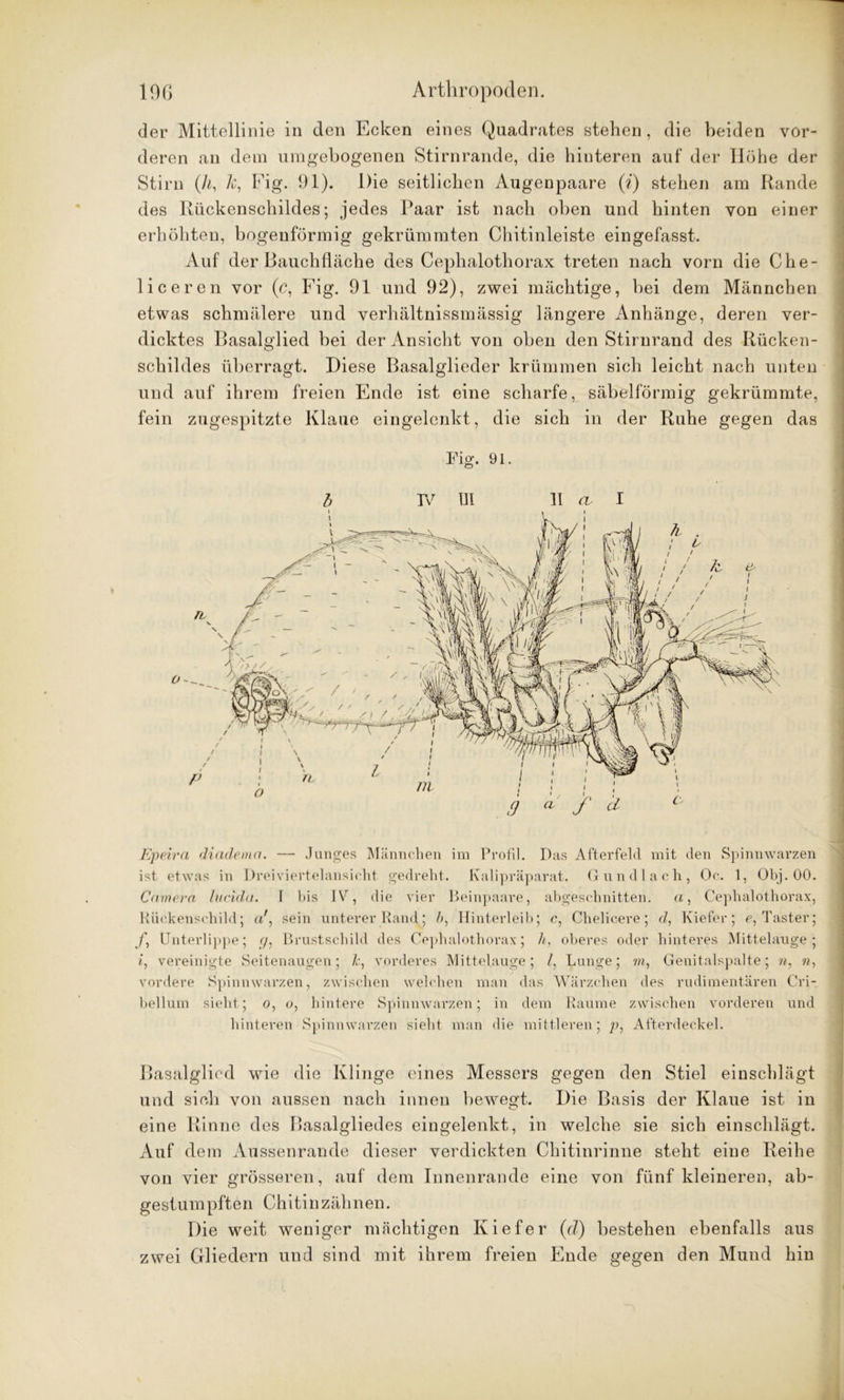 der Mittellinie in den Ecken eines Quadrates stehen, die beiden vor- deren an dem umgebogenen Stirnrande, die hinteren auf der Höhe der Stirn (h, Je, Fig. 91). Die seitlichen Augenpaare (i) stehen am Rande des Rückenschildes; jedes Paar ist nach oben und hinten von einer erhöhten, bogenförmig gekrümmten Chitinleiste eingefasst. Auf der Bauchfläche des Cephalothorax treten nach vorn die Che- liceren vor (c, Fig. 91 und 92), zwei mächtige, hei dem Männchen etwas schmälere und verhältnissmässig längere Anhänge, deren ver- dicktes Basalglied bei der Ansicht von oben den Stirnrand des Rücken- schildes überragt. Diese Basalglieder krümmen sich leicht nach unten und auf ihrem freien Ende ist eine scharfe, säbelförmig gekrümmte, fein zugespitzte Klaue eingelcnkt, die sich in der Ruhe gegen das Fig. 91. b IV Ul 11 a I Epeira diadema. — Junges Männchen im Profi]. Das Afterfeld mit den Spinnwarzen ist etwas in Dreiviertelansicht gedreht. Kalipräparat. Gundlach, Oc. 1, Obj. 00. Camera lucida. I bis IV, die vier Beinpaare, abgeschnitten, a, Cephalothorax, Kückenschild; a', sein unterer Rand; h, Hinterleib; c, Chelicere; d, Kiefer; e, Taster; f, Unterlippe; </, Brustschild des Cephalothorax; h, oberes oder hinteres Mittelauge; i, vereinigte Seitenaugen; vorderes Mittelauge; l, Lunge; m, Genitalspalte; n, n, vordere Spinnwarzen, zwischen welchen man das Wärzchen des rudimentären Cri- bellum sieht; o, o, hintere Spinnwarzen; in dem Raume zwischen vorderen und hinteren Spinnwarzen sieht man die mittleren; p, Afterdeckel. Basalglicd wie die Klinge eines Messers gegen den Stiel einschlägt und sich von aussen nach innen bewegt. Die Basis der Klaue ist in eine Rinne des Basalgliedes eingelenkt, in welche sie sich einschlägt. Auf dem Aussenrande dieser verdickten Chitinrinne steht eine Reihe von vier grösseren, auf dem Innenrande eine von fünf kleineren, ab- gestumpften Chitin zähnen. Die weit weniger mächtigen Kiefer (d) bestehen ebenfalls aus zwei Gliedern und sind mit ihrem freien Ende gegen den Mund hin