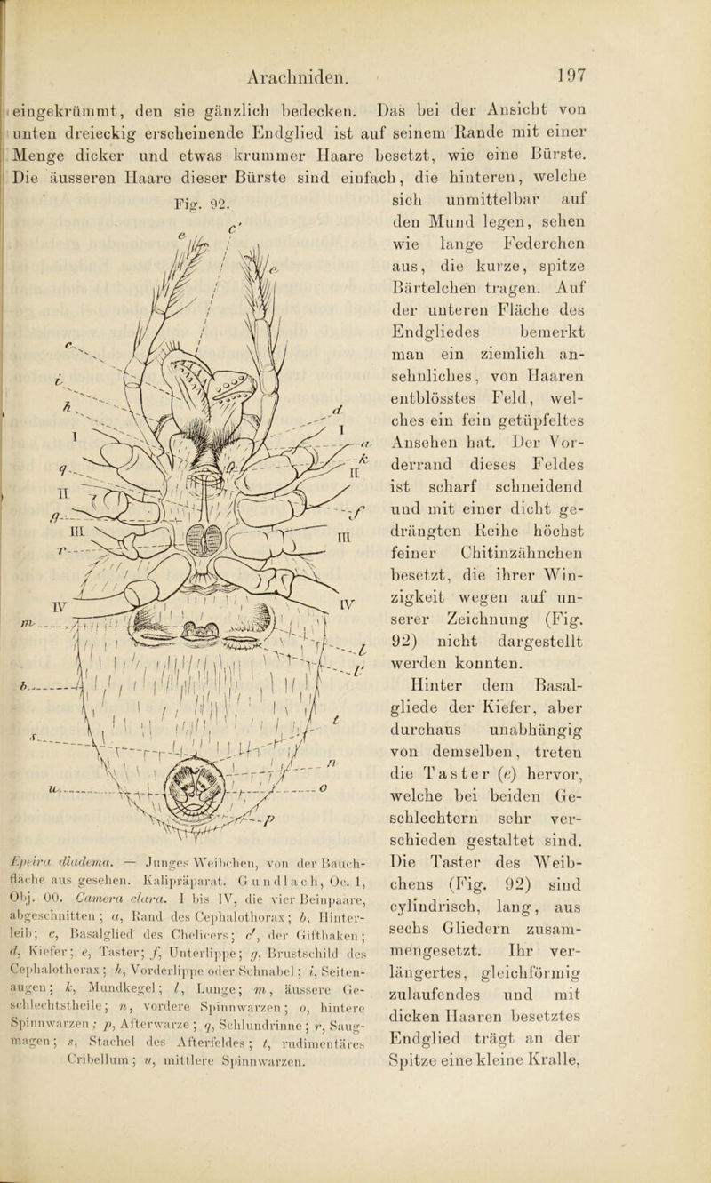 Fig. 92. eingekrümmt, den sie gänzlich bedecken. Das bei der Ansicht von unten dreieckig erscheinende Endglied ist auf seinem Rande mit einer Menge dicker und etwas krummer Haare besetzt, wie eine Bürste. Die äusseren Haare dieser Bürste sind einfach, die hinteren, welche sich unmittelbar aul den Mund legen, sehen wie lange Federchen aus, die kurze, spitze Bärteichen tragen. Auf der unteren Fläche des Endgliedes bemerkt man ein ziemlich an- sehnliches , von Haaren entblösstes Feld, wel- ches ein fein getüpfeltes Ansehen hat. Der Vor- derrand dieses Feldes ist scharf schneidend und mit einer dicht ge- drängten Reihe höchst feiner Chitinzähnchen besetzt, die ihrer Win- zigkeit wegen auf un- serer Zeichnung (Fig. 92) nicht dargestellt werden konnten. Hinter dem Basal- gliede der Kiefer, aber durchaus unabhängig von demselben, treten die Taster (e) hervor, welche bei beiden Ge- schlechtern sehr ver- schieden gestaltet sind. Die Taster des Weib- chens (Fig. 92) sind cylindrisch, lang, aus sechs Gliedern zusam- mengesetzt. Ihr ver- längertes, gleichförmig zulaufendes und mit dicken Haaren besetztes Endglied trägt an der Spitze eine kleine Kralle, Epeira diadema. — fläche aus gesehen. Junges Weibchen, von der Bauch- Kalipräparat. Gundlacli, Oc. 1, Obj. 00. Camera clara. I bis IV, die vier Beinpaare, Rand des Cephalothorax; b, Hinter- a. abgeschnitten ; leib; c, Basalglied' des Chelicers; c', der Gifthaken; Kiefer; e, Taster; /, Unterlippe; g, Brustschild des Cephalothorax; h, Vorderlippe oder Schnabel; *, Seiten- k, Mundkegel; /, äugen schlechtstheile; n} vordere Lunge Spinnwai’zen ; Afterwarze magen .<?, Stachel Cribellum ; des v m, äussere Ge- Spinnwarzen; o, hintere q, Schlundrinne ; r, Saug- Afterfeldes , t, rudimentäres mittlere Spinnwarzen.