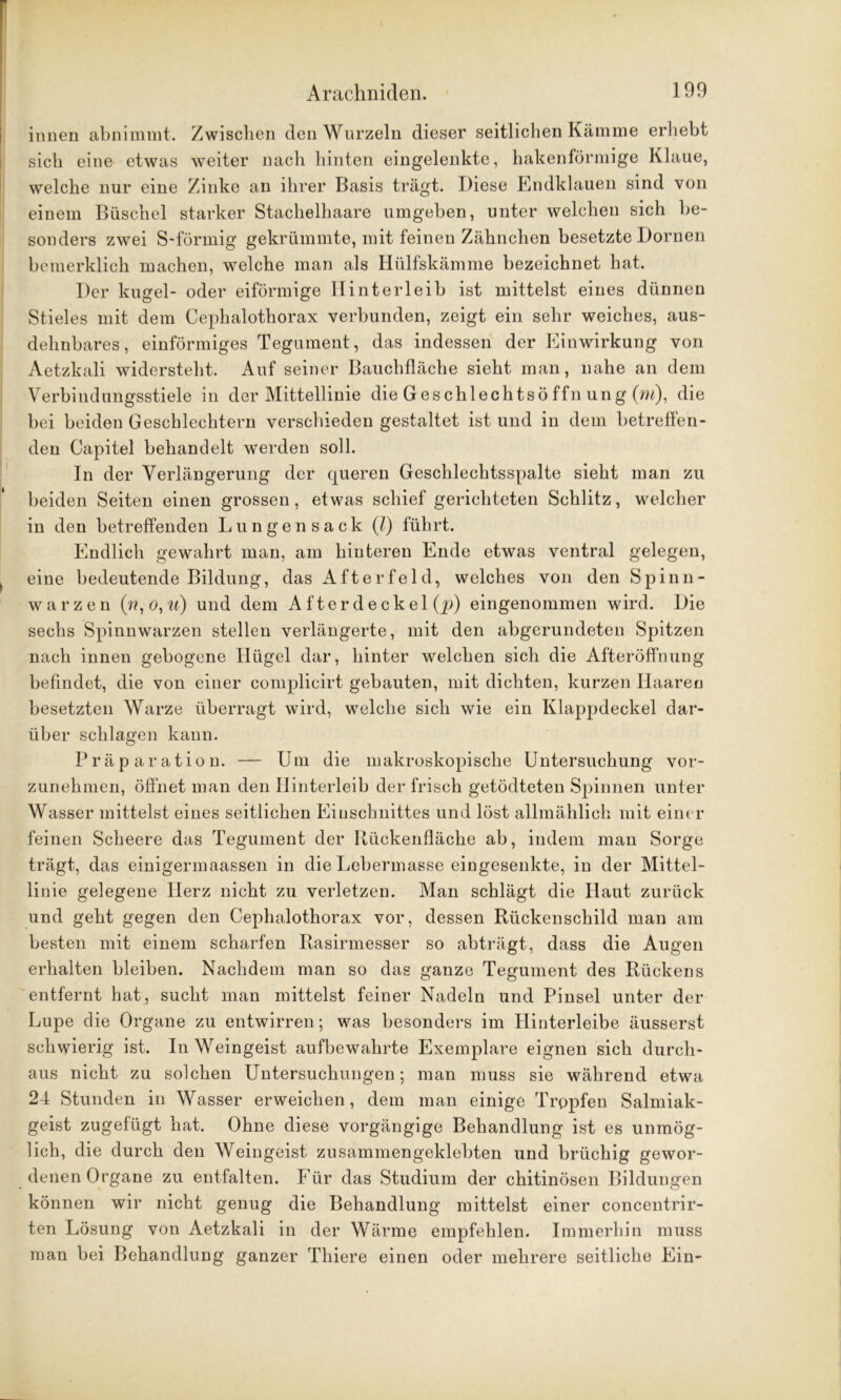 innen abnimmt. Zwischen den Wurzeln dieser seitlichen Kämme erhebt sich eine etwas weiter nach hinten eingelenkte, hakenförmige Klaue, welche nur eine Zinke an ihrer Basis trägt. Diese Endklauen sind von einem Büschel starker Stachelhaare umgeben, unter welchen sich be- sonders zwei S-förmig gekrümmte, mit feinen Zähnchen besetzte Dornen bemerklich machen, welche man als Hülfskämme bezeichnet hat. Der kugel- oder eiförmige Hinterleib ist mittelst eines dünnen Stieles mit dem Cephalothorax verbunden, zeigt ein sehr weiches, aus- dehnbares, einförmiges Tegument, das indessen der Einwirkung von Aetzkali widersteht. Auf seiner Bauchfläche sieht man, nahe an dem Verbindungsstiele in der Mittellinie die Geschlechtsöffn ung (m), die bei beiden Geschlechtern verschieden gestaltet ist und in dem betreffen- den Capitel behandelt werden soll. In der Verlängerung der queren Geschlechtsspalte sieht man zu beiden Seiten einen grossen, etwas schief gerichteten Schlitz, welcher in den betreffenden Lungen sack (?) führt. Endlich gewahrt man, am hinteren Ende etwas ventral gelegen, eine bedeutende Bildung, das Afterfeld, welches von den Spinn - warzen (??, ö, u) und dem After de ekel (p) eingenommen wird. Die sechs Spinnwarzen stellen verlängerte, mit den abgerundeten Spitzen nach innen gebogene Hügel dar, hinter welchen sich die Afteröffnung befindet, die von einer complicirt gebauten, mit dichten, kurzen Haaren besetzten Warze überragt wird, welche sich wie ein Klappdeckel dar- über schlagen kann. Präparation. — Um die makroskopische Untersuchung vor- zunehmen, öffnet man den Hinterleib der frisch getödteten Spinnen unter Wasser mittelst eines seitlichen Einschnittes und löst allmählich mit einer feinen Scheere das Tegument der Kückenfläche ab, indem mau Sorge trägt, das einigermaassen in die Lebermasse eingesenkte, in der Mittel- linie gelegene Herz nicht zu verletzen. Man schlägt die Haut zurück und geht gegen den Cephalothorax vor, dessen Rückenschild man am besten mit einem scharfen Rasirmesser so abträgt, dass die Augen erhalten bleiben. Nachdem man so das ganze Tegument des Rückens entfernt hat, sucht man mittelst feiner Nadeln und Pinsel unter der Lupe die Organe zu entwirren; was besonders im Hinterleibe äusserst schwierig ist. In Weingeist aufbewahrte Exemplare eignen sich durch- aus nicht zu solchen Untersuchungen; man muss sie während etwa 24 Stunden in Wasser erweichen, dem man einige Tropfen Salmiak- geist zugelügt hat. Ohne diese vorgängige Behandlung ist es unmög- lich, die durch den Weingeist zusammengeklebten und brüchig gewor- denen Organe zu entfalten. Für das Studium der chitinösen Bildungen können wir nicht genug die Behandlung mittelst einer concentrir- ten Lösung von Aetzkali in der Wärme empfehlen. Immerhin muss man bei Behandlung ganzer Thiere einen oder mehrere seitliche Ein-