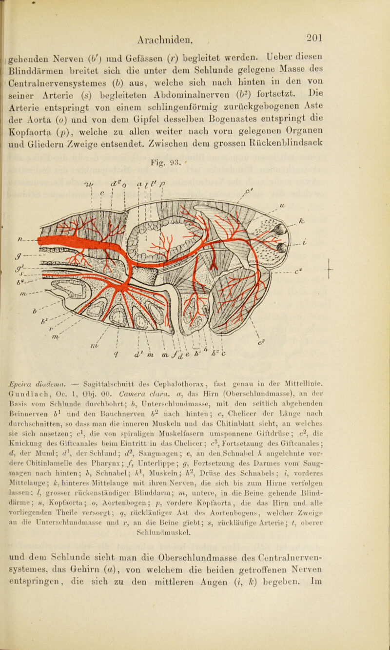 Arachniden. -dl i gehenden Nerven (b') und Gefässen (r) begleitet werden. Ueber diesen Blinddärmen breitet sieb die unter dem Schlunde gelegene Masse des Centralnervensystemes (b) aus, welche sich nach hinten in den von seiner Arterie (s) begleiteten Abdominalnerven (b2) fortsetzt. Die Arterie entspringt von einem schlingenförmig zurückgebogenen Aste der Aorta (o) und von dem Gipfel desselben Bogenastes entspringt die Kopfaorta (p), welche zu allen weiter nach vorn gelegenen Organen und Gliedern Zweige entsendet. Zwischen dem grossen Rückenblindsack Fig. 93. * Epeira diudema. — Sagittalschnitt des Cephalothorax , fast genau in der Mittellinie. Gun dl ach, Oc. 1, Obj. 00. Camera clara. a, das Hirn (Oberschlundmasse), an der Basis vom Schlunde durchbohrt; b, Unterschlundmasse, mit den seitlich abgehenden Beinnerven und den Bauchnerven b2 nach hinten; c, Chelicer der Länge nach durchschnitten, so dass man die inneren Muskeln und das Chitinblatt sieht, an welches sie sich ansetzen; c1, die von spiraligen Muskelfasern umsponnene Giftdrüse; e , die Knickung des Giftcanales beim Eintritt in das Chelicer; c3, Fortsetzung des Gifteanales; d7 der Mund; d\ der Schlund; c/2, Saugmagen; e, an den Schnabel h angelehnte vor- dere Chitinlamelle des Pharynx; f, Unterlippe; </, Fortsetzung des Darmes vom Saug- magen nach hinten; />, Schnabel; /d, Muskeln; /i2, Driise des Schnabels; «, vorderes Mittelauge; k. hinteres Mittelauge mit ihren Nerven, die sich bis zum Hirne verfolgen lassen; /, grosser rückenständiger Blinddarm; m, untere, in die Beine gehende Blind- därme; n, Kopfaorta; o, Aortenbogen; /?, vordere Kopfaorta, die das Hirn und alle vorliegenden Theile versorgt; 7, rückläufiger Ast des Aortenbogens, welcher Zweige an die Unterschlundmasse und r, an die Beine giebt; 5, rückläufige Arterie; t, oberer Schlundmuskel. und dem Schlunde sieht man die Oberschlundmasse des Centralnerven- systemes, das Gehirn (a), von welchem die beiden getroffenen Nerven entspringen, die sich zu den mittleren Augen (/, 7c) begeben. Im