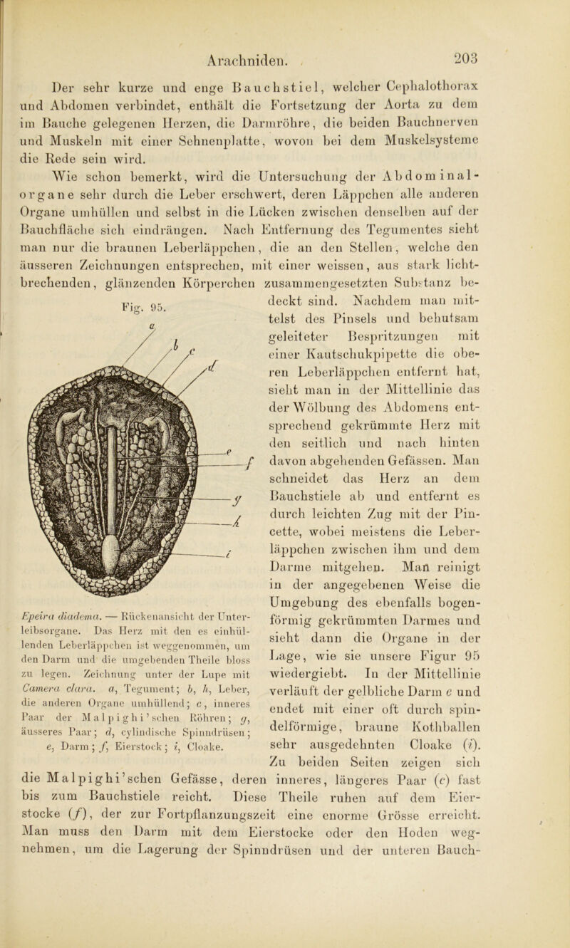 Fig. 95. Der sehr kurze und enge Bauchstiel, welcher Cephalothorax und Abdomen verbindet, enthält die Fortsetzung der Aorta zu dem im Bauche gelegenen Herzen, die Darmröhre, die beiden Bauchnerven und Muskeln mit einer Sehnenplatte, wovon bei dem Muskelsysteme die Rede sein wird. Wie schon bemerkt, wird die Untersuchung der Abdominal- organe sehr durch die Leber erschwert, deren Läppchen alle anderen Organe umhüllen und selbst in die Lücken zwischen denselben auf der Bauchfläche sich eindrängen. Nach Entfernung des Tegumentes sieht man nur die braunen Leberläppchen, die an den Stellen, welche den äusseren Zeichnungen entsprechen, mit einer weissen, aus stark licht- brechenden, glänzenden Körperchen zusammengesetzten Substanz be- deckt sind. Nachdem man mit- telst des Pinsels und behutsam geleiteter Bespritzungen mit einer Kautschukpipette die obe- ren Leberläppchen entfernt hat, sieht man in der Mittellinie das der Wölbung des Abdomens ent- sprechend gekrümmte Herz mit den seitlich und nach hinten davon abgehenden Gefässen. Man schneidet das Herz an dem Bauchstiele ab und entfernt es durch leichten Zug mit der Pin- cette, wobei meistens die Leber- läppchen zwischen ihm und dem Darme mitgehen. Man reinigt in der angegebenen Weise die Umgebung des ebenfalls bogen- förmig gekrümmten Darmes und sieht dann die Organe in der Lage, wie sie unsere Figur 95 wiedergiebt. In der Mittellinie verläuft der gelbliche Darm e und endet mit einer oft durch spin- delförmige, braune Kothballen sehr ausgedehnten Cloake (/). Zu beiden Seiten zeigen sich die Malpighi’schen Gefässe, deren inneres, längeres Paar (c) fast bis zum Bauchstiele reicht. Diese Theile ruhen auf dem Eier- stocke (/), der zur Fortpflanzungszeit eine enorme Grösse erreicht. Man muss den Darm mit dem Eierstocke oder den Hoden weg- nehmen, um die Lagerung der Spinndrüsen und der unteren Bauch- Epeira diadema. — Rückenansicht der Unter- leibsorgane. Das Herz mit den es einhül- lenden Leberläppchen ist weggenommen, um den Darm und die umgebenden Theile bloss zu legen. Zeichnung unter der Lupe mit Camera clara. a, Tegument; b, A, Leber, die anderen Organe umhüllend; c, inneres Paar der Malpighi’ sehen Röhren; g, äusseres Paar; d, cylindische Spinndrüsen; e, Darm ; /, Eierstock ; i. Cloake.