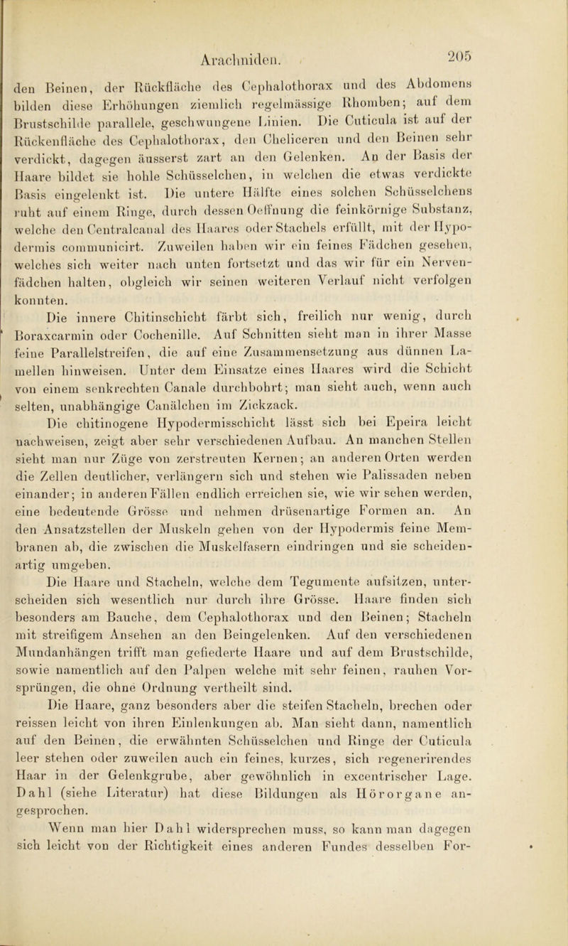 den Beinen, der Rückfläche des Cephalotborax und des Abdomens bilden diese Erhöhungen ziemlich regelmässige Rhomben; auf dem Brustschilde parallele, geschwungene Linien. Die Cuticula ist auf der Rücken fläche des Cephalotborax, den Cheliceren und den Beinen sehr verdickt, dagegen äusserst zart an den Gelenken. An der Basis der Haare bildet sie hohle Schüsselohen, in welchen die etwas verdickte Basis einerelenkt ist. Die untere Ilällte eines solchen Schüsselchens ruht auf einem Ringe, durch dessen Oeffuung die feinkörnige Substanz, welche den Centralcanal des Haares oder Stachels erfüllt, mit der Hypo- dermis communicirt. Zuweilen haben wir ein feines Fädchen gesehen, welches sich weiter nach unten fortsetzt und das wir für ein Nerven- fädchen halten, obgleich wir seinen weiteren Verlauf nicht verfolgen konnten. Die innere Chitinschicht färbt sich, freilich nur wenig, durch 1 Boraxcarmin oder Cochenille. Auf Schnitten sieht man in ihrer Masse feine Parallelstreifen, die auf eine Zusammensetzung aus dünnen La- mellen hinweisen. Unter dem Einsätze eines Haares wird die Schicht von einem senkrechten Canale durchbohrt; man sieht auch, wenn auch selten, unabhängige Canälchen im Zickzack. Die chitinogene Hypodermisschicht lässt sich bei Epeira leicht nachweisen, zeigt aber sehr verschiedenen Aufbau. An manchen Stellen sieht man nur Züge von zerstreuten Kernen; an anderen Orten werden die Zellen deutlicher, verlängern sich und stehen wie Palissaden neben einander; in anderen Fällen endlich erreichen sie, wie wir sehen werden, eine bedeutende Grösse und nehmen drüsenartige Formen an. An den Ansatzstellen der Muskeln gehen von der Hypodermis feine Mem- branen ab, die zwischen die Muskelfasern eindringen und sie scheiden- artig umgeben. Die Haare und Stacheln, welche dem Tegumente aufsitzen, unter- scheiden sich wesentlich nur durch ihre Grösse. Haare finden sich besonders am Bauche, dem Cephalotborax und den Beinen; Stacheln mit streifigem Ansehen an den Beingelenken. Auf den verschiedenen Mundanhängen trifft man gefiederte Haare und auf dem Brustschilde, sowie namentlich auf den Palpen welche mit sehr feinen, rauhen Vor- sprüngen, die ohne Ordnung vertheilt sind. Die Haare, ganz besonders aber die steifen Stacheln, brechen oder reissen leicht von ihren Einlenkungen ab. Man sieht dann, namentlich auf den Beinen, die erwähnten Schüsselchen und Ringe der Cuticula leer stehen oder zuweilen auch ein feines, kurzes, sich regenerirendes Haar in der Gelenkgrube, aber gewöhnlich in excentrischer Lage. Dahl (siehe Literatur) hat diese Bildungen als Hörorgane an- gesprochen. Wenn man hier Dahl widersprechen muss, so kann man dagegen sich leicht von der Richtigkeit eines anderen Fundes desselben For-