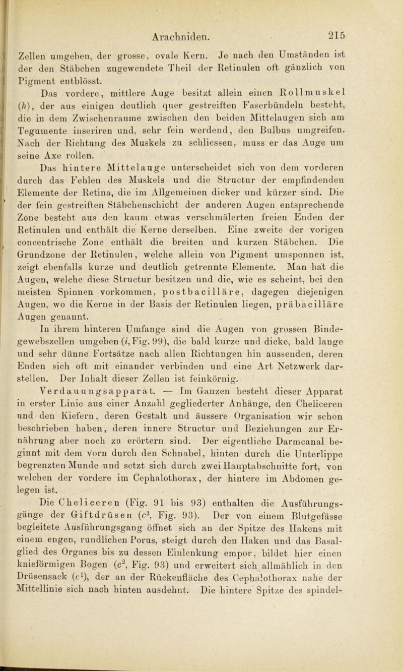 Zellen umgeben, der grosse, ovale Kern. Je nach den Umständen ist der den Stäbchen zugewendete Theil der Retinulen olt gänzlich von Pigment entblösst. Das vordere, mittlere Auge besitzt allein einen Rollmuskel (/?), der aus einigen deutlich quer gestreiften Faserbündeln besteht, die in dem Zwischenräume zwischen den beiden Mittelaugen sich am Tegumente inseriren und, sehr fein werdend, den Bulbus umgreifen. Nach der Richtung des Muskels zu schliessen, muss er das Auge um seine Axe rollen. Das hintere Mittelauge unterscheidet sich von dem vorderen durch das Fehlen des Muskels und die Structur der empfindenden Elemente der Retina, die im Allgemeinen dicker und kürzer sind. Die der fein gestreiften Stäbchenschicht der anderen Augen entsprechende Zone besteht aus den kaum etwas verschmälerten freien Enden der Retinulen und enthält die Kerne derselben. Eine zweite der vorigen concentrische Zone enthält die breiten und kurzen Stäbchen. Die Grundzone der Retinulen, welche allein von Pigment umsponnen ist, zeigt ebenfalls kurze und deutlich getrennte Elemente. Man hat die Augen, welche diese Structur besitzen und die, wie es scheint, bei den meisten Spinnen Vorkommen, postbacilläre, dagegen diejenigen Augen, wo die Kerne in der Basis der Retinulen liegen, präbacilläre Augen genannt. In ihrem hinteren Umfange sind die Augen von grossen Binde- gewebszellen umgeben (i, Fig. 99), die bald kurze und dicke, bald lange und sehr dünne Fortsätze nach allen Richtungen hin aussenden, deren Enden sich oft mit einander verbinden und eine Art Netzwerk dar- stellen. Der Inhalt dieser Zellen ist feinkörnig. Verdauungsapparat. — Im Ganzen besteht dieser Apparat in erster Linie aus einer Anzahl gegliederter Anhänge, den Cheliceren und den Kiefern, deren Gestalt und äussere Organisation wir schon beschrieben haben, deren innere Structur und Beziehungen zur Er- nährung aber noch zu erörtern sind. Der eigentliche Darmcanal be- ginnt mit dem vorn durch den Schnabel, hinten durch die Unterlippe begrenzten Munde und setzt sich durch zwei Hauptabschnitte fort, von welchen der vordere im Cephalothorax, der hintere im Abdomen ge- legen ist. Die Cheliceren (Fig. 91 bis 93) enthalten die Ausführungs- gänge der Giftdrüsen (c3, Fig. 93). Der von einem Blutgefässe begleitete Ausführungsgang öffnet sich an der Spitze des Hakens mit einem engen, rundlichen Porus, steigt durch den Haken und das Basal- glied des Organes bis zu dessen Einlenkung empor, bildet hier einen knieförmigen Bogen (c2, Fig. 93) und erweitert sich allmählich in den Drüsensack (c1), der an der Rückenfläche des Cephalothorax nahe der Mittellinie sich nach hinten ausdehnt. Die hintere Spitze des spindel-