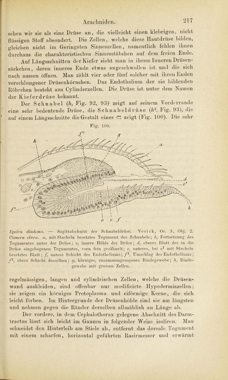 sehen wir sie als eine Drüse an, die vielleicht einen klebrigen, nicht flüssigen Stoff absondert. Die Zellen, welche diese Hautdrüse bilden, gleichen nicht im Geringsten Sinneszellen, namentlich fehlen ihnen durchaus die charakteristischen Sinnesstäbchen auf dem freien Ende. Auf Längsschnitten der Kiefer sieht man in ihrem Inneren Drüsen- säckchen , deren inneres Ende etwas angeschwollen ist und die sich nach aussen öffnen. Man zählt vier oder fünf solcher mit ihren Enden verschlungener Drüsenkörnchen. Das Endothelium der sie bildenden Röhrchen besteht aus Cylinderzellen. Die Drüse ist unter dem Namen der Kieferdrüse bekannt. Der Schnabel (li, Fig. 92, 93) zeigt auf seinem Vorderrande eine sehr bedeutende Drüse, die S chnab eld r ü se (A2, Fig. 93), die auf einem Längsschnitte die Gestalt eines O zeigt (Fig. 100). Die sehr Fig. 100. 1 Epeira diadema. — Sagittalschnitt der Schnabeldrüse. Verick, Oc. 3, Obj. 2. Camera clara. o, mit Stacheln besetztes Tegument des Schnabels; b, Fortsetzung des Tegumentes unter der Drüse; c, innere Höhle der Drüse; d, oberes Blatt des in die Drüse eingebogenen Tegumentes, vorn fein gezähnelt; e, unteres, bei e1 mit Stacheln besetztes Blatt;/, untere Schicht des Endotheliums; f1, Umschlag des Endotheliums; /2, obere Schicht desselben ; g, körniges, zusammengezogenes Bindegewebe; h, Binde- gewebe mit grossen Zellen. regelmässigen, langen und cylindrischen Zellen, welche die Drüsen- wand auskleiden, sind offenbar nur modificirte Hypodermiszellen; sie zeigen ein körniges Protoplasma und eiförmige Kerne, die sich leicht färben. Im Hintergründe der Drüsenhöhle sind sie am längsten und nehmen gegen die Ränder derselben allmählich an Länge ab. Der vordere, in dem Cephalothorax gelegene Abschnitt des Darm- tractus lässt sich leicht im Ganzen in folgender Weise isoliren. Man schneidet den Hinterleib am Stiele ab, entfernt das dorsale Tegument mit einem scharfen, horizontal geführten Rasirmesser und erwärmt