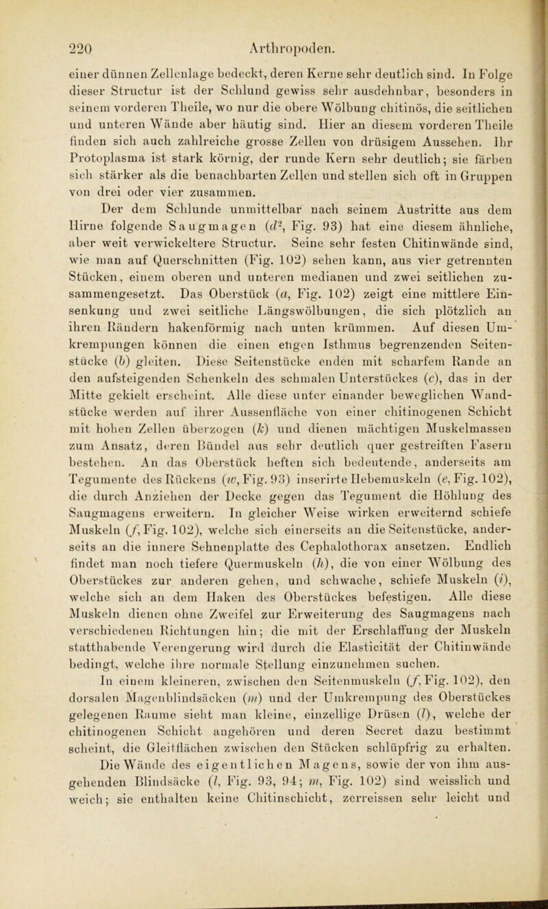 einer dünnen Zellenlage bedeckt, deren Kerne sehr deutlich sind. In Folge dieser Structur ist der Schlund gewiss sehr ausdehnbar, besonders in seinem vorderen Tlieile, wo nur die obere Wölbung chitinös, die seitlichen und unteren Wände aber häutig sind. Hier an diesem vorderen Theile finden sich auch zahlreiche grosse Zellen von drüsigem Aussehen. Ihr Protoplasma ist stark körnig, der runde Kern sehr deutlich; sie färben sich stärker als die benachbarten Zellen und stellen sich oft in Gruppen von drei oder vier zusammen. Der dem Schlunde unmittelbar nach seinem Austritte aus dem Hirne folgende Saugmagen (cf3, Fig. 93) hat eine diesem ähnliche, aber weit verwickeltere Structur. Seine sehr festen Chitinwände sind, wie man auf Querschnitten (Fig. 102) sehen kann, aus vier getrennten Stücken, einem oberen und unteren medianen und zwei seitlichen zu- sammengesetzt. Das Oberstück (a, Fig. 102) zeigt eine mittlere Ein- senkung und zwei seitliche Längswölbungen, die sich plötzlich an ihren Rändern hakenförmig nach unten krümmen. Auf diesen Um- krempungen können die einen eligen Isthmus begrenzenden Seiten- stücke (b) gleiten. Diese Seitenstücke enden mit scharfem Rande an den aufsteigenden Schenkeln des schmalen Unterstückes (c), das in der Mitte gekielt erscheint. Alle diese unter einander beweglichen Wand- stücke werden auf ihrer Aussenfläche von einer chitinogenen Schiebt mit hohen Zellen überzogen (k) und dienen mächtigen Muskelmassen zum Ansatz, deren Bündel aus sehr deutlich quer gestreiften Fasern bestehen. An das Oberstück heften sich bedeutende, anderseits am Tegumente des Rückens (w, Fig. 93) inserirte Hebemuskeln (e, Fig. 102), die durch Anziehen der Decke gegen das Tegument die Höhlung des Saugmagens erweitern. In gleicher Weise wirken erweiternd schiefe Muskeln (/, Fig. 102), welche sich einerseits an die Seitenstücke, ander- seits an die innere Sehnenplatte des Cephalothorax ansetzen. Endlich findet man noch tiefere Quermuskeln (h), die von einer Wölbung des Oberstückes zur anderen gehen, und schwache, schiefe Muskeln (Q, welche sich an dem Haken des Oberstückes befestigen. Alle diese Muskeln dienen ohne Zweifel zur Erweiterung des Saugmagens nach verschiedenen Richtungen hin; die mit der Erschlaffung der Muskeln statthabende Verengerung wird durch die Elasticität der Chitinwände bedingt, welche ihre normale Stellung einzunehmen suchen. In einem kleineren, zwischen den Seitenmuskeln (/, Fig. 102), den dorsalen Magenblindsäcken (m) und der Umkrempung des Oberstückes gelegenen Raume sieht man kleine, einzellige Drüsen (l), welche der chitinogenen Schicht angehören und deren Secret dazu bestimmt scheint, die Gleitflächen zwischen den Stücken schlüpfrig zu erhalten. Die Wände des eigentlichen Magens, sowie der von ihm aus- gehenden Blindsäcke (/, Fig. 93, 94; m, Fig. 102) sind weisslich und weich; sie enthalten keine Chitinschicht, zerreissen sehr leicht und