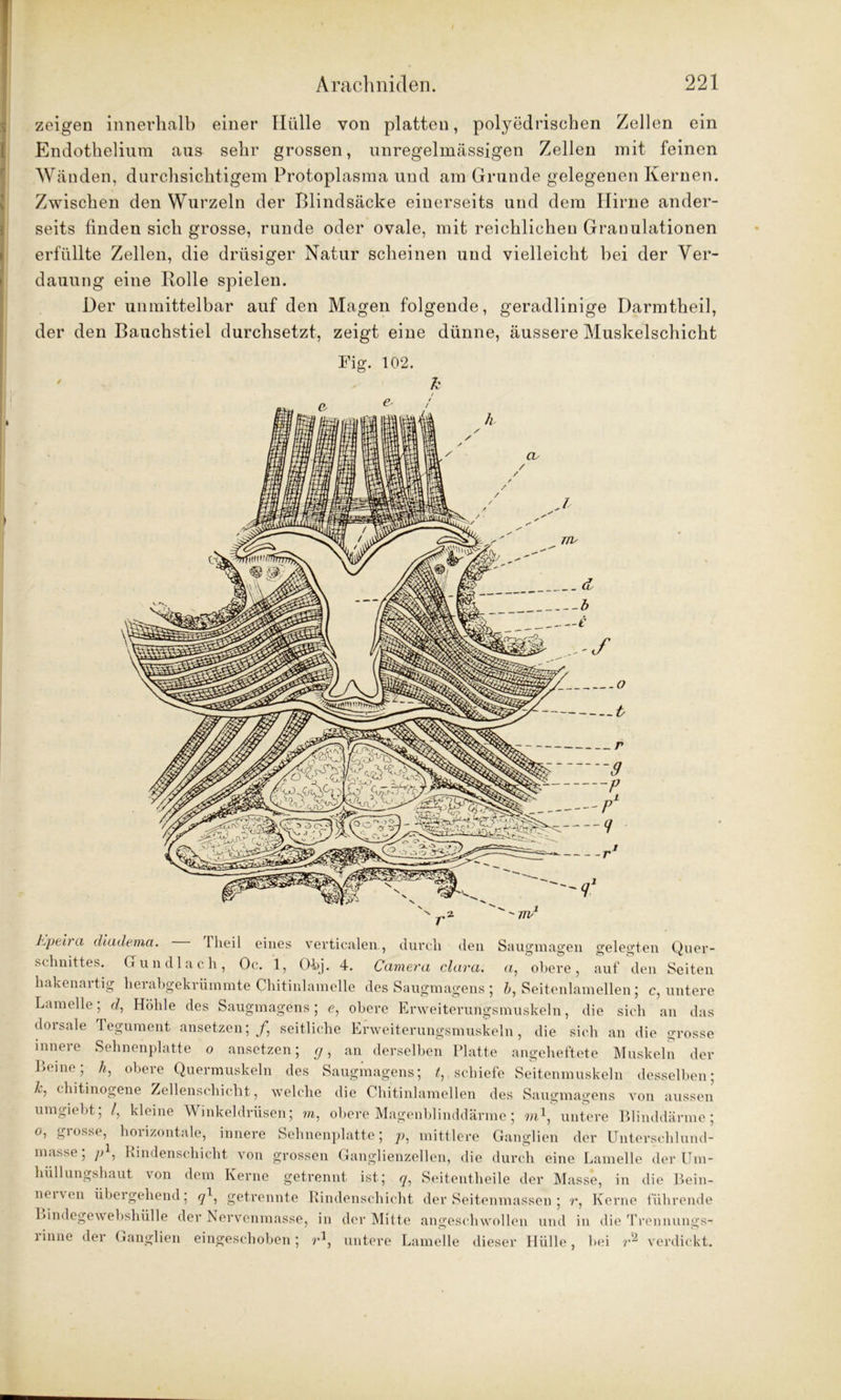 zeigen innerhalb einer Hülle von platten, polyedrischen Zellen ein Endothelium aus sehr grossen, unregelmässigen Zellen mit feinen Wänden, durchsichtigem Protoplasma und am Grunde gelegenen Kernen. Zwischen den Wurzeln der Blindsäcke einerseits und dem Hirne ander- seits finden sich grosse, runde oder ovale, mit reichlichen Granulationen erfüllte Zellen, die drüsiger Natur scheinen und vielleicht bei der Ver- dauung eine Rolle spielen. Der unmittelbar auf den Magen folgende, geradlinige Darmtheil, der den Bauchstiel durchsetzt, zeigt eine dünne, äussere Muskelschicht Fig. 102. k Epeira diadema. llieil eines verticalen, durch den Saugmagen gelegten Quer- schnittes. Gun d lach, Oc. 1, Ohj. 4. Camera clara. a, obere, auf den Seiten hakenartig herabgekrümmte Chitinlamelle des Saugmagens ; b, Seitenlamellen; c, untere Lamelle; rf, Höhle des Saugmagens; e, obere Erweiterungsmuskeln, die sich an das dorsale Tegument ansetzen;/, seitliche Erweiterungsmuskeln, die sich an die grosse innere Sehnenplatte o ansetzen; y, an derselben Platte angeheftete Muskeln der Beine; h, obere Quermuskeln des Saugmagens; t,. schiefe Seitenmuskeln desselben; chitinogene Zellenschicht, welche die Chitinlamellen des Saugmagens von aussen umgiebt; /, kleine Winkeldrüsen; ?«,, obere Magenblinddärme; m1, untere Blinddärme; o, grosse, horizontale, innere Sehnenplatte; p, mittlere Ganglien der Unterschlund- masse; yd, Rindenschicht von grossen Ganglienzellen, die durch eine Lamelle der Um- hüllungshaut von dem Kerne getrennt ist; <7, Seitentheile der Masse, in die Bein- nei\en übergehend; getrennte Rindenschicht der Seitenmassen ; r, Kerne führende Bindegewebshülle der IServenmasse, in der Mitte angeschwollen und in die Trennungs- rinne der Ganglien eingeschoben; r1, untere Lamelle dieser Hülle, bei r2 verdickt.