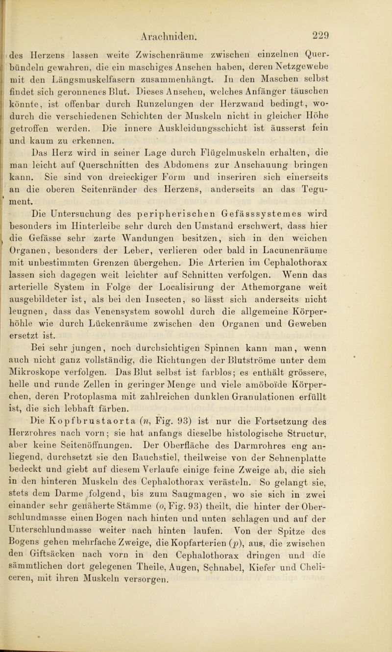 des Herzens lassen weite Zwischenräume zwischen einzelnen Quer- bündeln gewahren, die ein maschiges Ansehen haben, deren Netzgewebe mit den Längsmuskelfasern zusammenhängt. In den Maschen selbst findet sich geronnenes Blut. Dieses Ansehen, welches Anfänger täuschen könnte, ist offenbar durch Runzelungen der Herzwand bedingt, wo- durch die verschiedenen Schichten der Muskeln nicht in gleicher Höhe getroffen werden. Die innere Auskleidungsschicht ist äusserst fein : und kaum zu erkennen. Das Herz wird in seiner Lage durch Flügelmuskeln erhalten, die man leicht auf Querschnitten des Abdomens zur Anschauung bringen kann. Sie sind von dreieckiger Form und inseriren sich einerseits an die oberen Seitenränder des Herzens, anderseits an das Tegu- ment. Die Untersuchung des peripherischen Gefässsystemes wird besonders im Ilinterleibe sehr durch den Umstand erschwert, dass hier t die Gefässe sehr zarte Wandungen besitzen, sich in den weichen Organen, besonders der Leber, verlieren oder bald in Lacunenräume mit unbestimmten Grenzen übergehen. Die Arterien im Cephalothorax lassen sich dagegen weit leichter auf Schnitten verfolgen. Wenn das arterielle System in Folge der Localisirung der Athemorgane weit ausgebildeter ist, als bei den Insecten, so lässt sich anderseits nicht leugnen, dass das Yenensystem sowohl durch die allgemeine Körper- höhle wie durch Lückenräume zwischen den Organen und Geweben ersetzt ist. Bei sehr jungen, noch durchsichtigen Spinnen kann man, wenn auch nicht ganz vollständig, die Richtungen der Blutströme unter dem Mikroskope verfolgen. Das Blut selbst ist farblos; es enthält grössere, helle und runde Zellen in geringer Menge und viele amöboide Körper- chen, deren Protoplasma mit zahlreichen dunklen Granulationen erfüllt ist, die sich lebhaft färben. Die Kopfbrustaorta (w, Fig. 93) ist nur die Fortsetzung des Herzrohres nach vorn; sie hat anfangs dieselbe histologische Structur, aber keine Seitenöffnungen. Der Oberfläche des Darmrohres eng an- liegend, durchsetzt sie den Baucbstiel, theilweise von der Sehnenplatte bedeckt und giebt auf diesem Verlaufe einige feine Zweige ab, die sich in den hinteren Muskeln des Cephalothorax verästeln. So gelangt sie, stets dem Darme folgend, bis zum Saugmagen, wo sie sich in zwei einander sehr genäherte Stämme (o, Fig. 93) theilt, die hinter der Ober- schlundmasse einen Bogen nach hinten und unten schlagen und auf der Unterschlundmasse weiter nach hinten laufen. Von der Spitze des Bogens gehen mehrfache Zweige, die Kopfarterien (p), aus, die zwischen den Giftsäcken nach vorn in den Cephalothorax dringen und die sämmtlichen dort gelegenen Theile, Augen, Schnabel, Kiefer und Clieli- ceren, mit ihren Muskeln versorgen.
