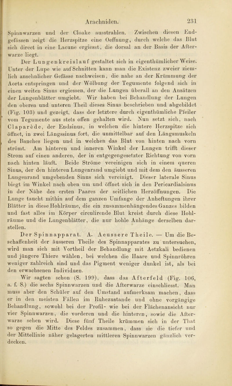 Spinnwarzen und der Cloake ausstrahlen. Zwischen diesen End- gefassen zeigt die Herzspitze eine Oeffnung, durch welche das Blut sich direct in eine Lacune ergiesst, die dorsal an der Basis der After- warze liegt. Der Lungenkreislauf gestaltet sich in eigenthümlicher Weise. Unter der Lupe wie auf Schnitten kann man die Existenz zweier ziem- lich ansehnlicher Gefässe nachweisen, die nahe an der Krümmung der Aorta entspringen und der Wölbung der Tegumente folgend sich in einen weiten Sinus ergiessen, der die Lungen überall an den Ansätzen der Lungenblätter umgiebt. Wir haben bei Behandlung der Lungen den oberen und unteren Theil dieses Sinus beschrieben und abgebildet (Fig. 103) und gezeigt, dass der letztere durch eigenthümliche Pfeiler vom Tegumente aus stets offen gehalten wird. Nun setzt sich, nach Claparede, der Endsinus, in welchen die hintere Herzspitze sich öffnet, in zwei Längssinus fort, die unmittelbar auf den Längsmuskeln des Bauches liegen und in welchen das Blut von hinten nach vorn strömt. Am hinteren und inneren Winkel der Lungen trifft dieser Strom auf einen anderen, der in entgegengesetzter Richtung von vorn nach hinten läuft. Beide Ströme vereinigen sich in einem queren Sinus, der den hinteren Lungenrand umgiebt und mit dem den äusseren Lungenrand umgebenden Sinus sich vereinigt. Dieser laterale Sinus biegt im Winkel nach oben um und öffnet sich in den Pericardialsinus in der Nähe des ersten Paares der seitlichen Herzöffnungen. Die Lunge taucht mithin auf dem ganzen Umfange der Anheftungen ihrer Blätter in diese Hohlräume, die ein zusammenhängendes Ganzes bilden und fast alles im Körper circulirende Blut kreist durch diese Hohl- räume und die Lungenblätter, die nur hohle Anhänge derselben dar- stellen. Der Spinnapparat. A. Aeussere Theile. — Um die Be- schaffenheit der äusseren Theile des Spinnapparates zu untersuchen, wird man sich mit Yortheil der Behandlung mit Aetzkali bedienen und jüngere Thiere wählen, bei welchen die Haare und Spinnröhren weniger zahlreich sind und das Pigment weniger dunkel ist, als bei den erwachsenen Individuen. AVir sagten schon (S. 199), dass das Afterfeld (Fig. 106, a. f. S.) die sechs Spinnwarzen und die Afterwarze einschliesst. Man muss aber den Schüler auf den Umstand aufmerksam machen, dass er in den meisten Fällen im Ruhezustände und ohne vorgängige Behandlung, sowohl bei der Profil- wie bei der Flächenansicht nur vier Spinnwarzen, die vorderen und die hinteren, sowie die After- warze sehen wird. Diese fünf Theile krümmen sich in der That so gegen die Mitte des Feldes zusammen, dass sie die tiefer und der Mittellinie näher gelagerten mittleren Spinn warzen gänzlich ver- decken.