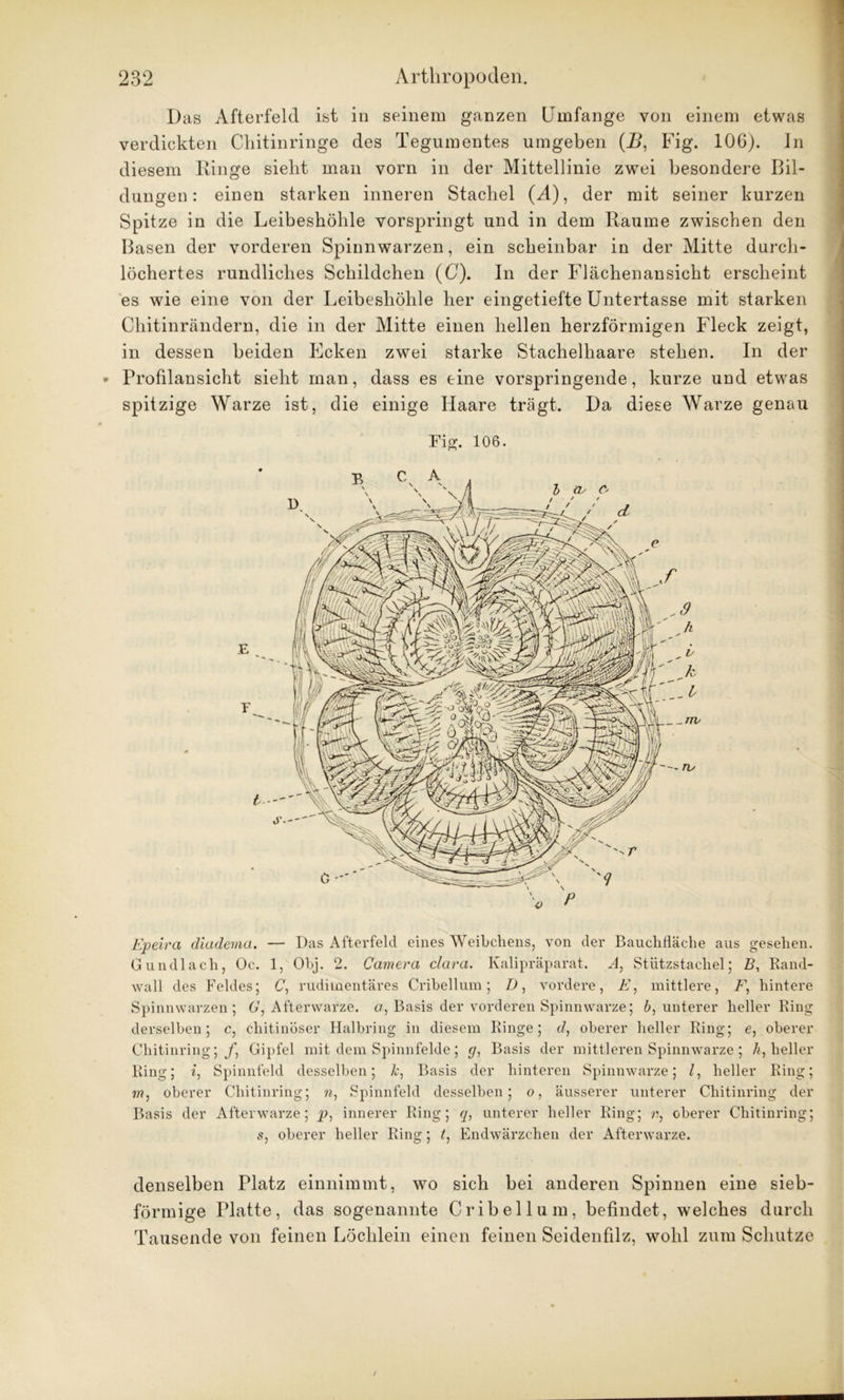 Das Afterfeld ist in seinem ganzen Umfange von einem etwas verdickten Chitinringe des Tegumentes umgeben (Z>, Fig. 106). ln diesem Ringe sieht man vorn in der Mittellinie zwei besondere Bil- dungen: einen starken inneren Stachel (M), der mit seiner kurzen Spitze in die Leibeshöhle vorspringt und in dem Raume zwischen den Basen der vorderen Spinnwarzen, ein scheinbar in der Mitte durch- löchertes rundliches Schildchen (0). In der Flächenansicht erscheint es wie eine von der Leibeshöhle her eingetiefte Untertasse mit starken Chitinrändern, die in der Mitte einen hellen herzförmigen Fleck zeigt, in dessen beiden Ecken zwei starke Stachelhaare stehen. In der Profilansicht sieht man, dass es eine vorspringende, kurze und etwas spitzige Warze ist, die einige Haare trägt. Da diese Warze genau Fig. 106. Epeira diadema. — Das Afterfeld eines Weibchens, von der Bauchfläche aus gesehen. Gundlach, Oc. 1, Obj. 2. Camera clara. Kalipräparat. A, Stützstachel; B, Rand- wall des Feldes; C, rudimentäres Cribellum; D, vordere, E, mittlere, F, hintere Spinnwarzen; 6’, Afterwarze, a, Basis der vorderen Spinnwarze; b, unterer heller Ring derselben; c, chitinöser Halbring in diesem Ringe; d, oberer heller Ring; e, oberer Chitinring; f, Gipfel mit dem Spinnfelde; g, Basis der mittleren Spinnwarze; heller Ring; i, Spinnfeld desselben; k, Basis der hinteren Spinnwarze; l, heller Ring; in, oberer Chitinring; n, Spinnfeld desselben; o, äusserer unterer Chitinring der Basis der Afterwarze; p, innerer Ring; q, unterer heller Ring; r, oberer Chitinring; s, oberer heller Ring; t, Endwärzchen der Afterwarze. denselben Platz einnimmt, wo sich bei anderen Spinnen eine sieb- förmige Platte, das sogenannte Cribellum, befindet, welches durch Tausende von feinen Löchlein einen feinen Seidenfilz, wohl zum Schutze