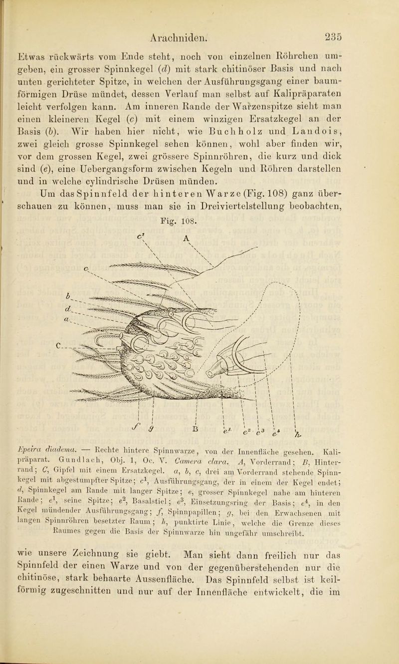 Etwas rückwärts vom Ende stellt, noch von einzelnen Röhrchen um- geben, ein grosser Spinnkegel (d) mit stark chitinöser Basis und nach unten gerichteter Spitze, in welchen der Ausführungsgang einer baum- förmigen Drüse mündet, dessen Verlauf man selbst auf Kalipräparaten leicht verfolgen kann. Am inneren Rande der Warzenspitze sieht man einen kleineren Kegel (c) mit einem winzigen Ersatzkegel an der Basis (b). Wir haben hier nicht, wie Buch holz und Landois, zwei gleich grosse Spinnkegel sehen können, wohl aber finden wir, vor dem grossen Kegel, zwei grössere Spinnröhren, die kurz und dick sind (e), eine Uebergangsform zwischen Kegeln und Röhren darstellen und in welche cylindrische Drüsen münden. Um das Spinnfeld der hi n t er en War z e (Fig. 108) ganz über- schauen zu können, muss man sie in Dreiviertelstellung beobachten, Fig. 108. Kpeira diadema. Rechte hintere Spinnwarze, von der Innenfläche gesehen. Kali- piäpaiat. Gun dl ach, Obj. 1, Oc. \. Camera clara. A, Vorderrand 5 D, Hinter- land, (7, Gipfel mit einem Ersatzkegel, a, b, c, drei am Vorderrand stehende Spinn- kegel mit abgestumpfter Spitze; c1, Ausführungsgang, der in einem der Kegel endet j Spinnkegel am Rande mit langer Spitze; e, grosser Spinnkegel nahe am hinteren Rande; e1, seine Spitze; e2, Basalstiel; e3, Einsetzungsring der Basis; e4, in den Kegel mündender Ausführungsgang; /, Spinnpapillen; 7, bei den Erwachsenen mit langen Spinniöhien besetzter Raum ; //, punktirte Linie, welche die Grenze dieses Raumes gegen die Basis der Spinnwarze hin ungefähr umschreibt. wie unsere Zeichnung sie giebt. Man sieht dann freilich nur das Spinnfeld der einen Warze und von der gegenüberstehenden nur die chitinöse, stark behaarte Aussenfläche. Das Spinnfeld selbst ist keil- förmig zugeschnitten und nur auf der Innenfläche entwickelt, die im