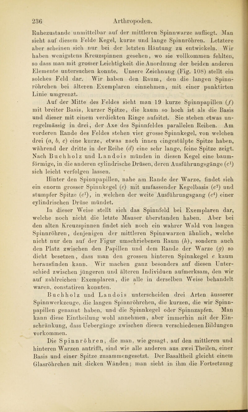 Ruhezustände unmittelbar auf der mittleren Spinnwarze aufliegt. Man sieht auf diesem Felde Kegel, kurze und lange Spinnröhren. Letztere aber scheinen sich nur bei der letzten Häutung zu entwickeln. Wir haben wenigstens Kreuzspinnen gesehen, wo sie vollkommen fehlten, so dass man mit grosser Leichtigkeit die Anordnung der beiden anderen Elemente untersuchen konnte. Unsere Zeichnung (Fig. 108) stellt ein solches Feld dar. Wir haben den Raum, den die langen Spinn- röhrchen bei älteren Exemplaren einnehmen, mit einer punktirten Linie umgrenzt. Auf der Mitte des Feldes sieht man 19 kurze Spinnpapillen (/) mit breiter Basis, kurzer Spitze, die kaum so hoch ist als die Basis und dieser mit einem verdickten Ringe aufsitzt. Sie stehen etwas un- regelmässig in drei, der Axe des Spinnfeldes parallelen Reihen. Am vorderen Rande des Feldes stehen vier grosse Spinnkegel, von welchen drei (a, 6, c) eine kurze, etwas nach innen eingestülpte Spitze haben, während der dritte in der Reihe (d) eine sehr lange, feine Spitze zeigt. Nach Buch holz und Landois münden in diesen Kegel eine baum- förmige, in die anderen cylindrische Drüsen, deren Ausführungsgänge (c1) sich leicht verfolgen lassen. Hinter den Spinnpapillen, nahe am Rande der Warze, findet sich ein enorm grosser Spinnkegel (e) mit umfassender Kegelbasis (e2) und stumpfer Spitze (e1), in welchen der weite Ausführungsgang (e4) einer cylindrischen Drüse mündet. In dieser Weise stellt sich das Spinnfeld bei Exemplaren dar, welche noch nicht die letzte Mauser überstanden haben. Aber bei den alten Kreuzspinnen findet sich noch ein wahrer Wald von langen Spinnröhren, denjenigen der mittleren Spinnwarzen ähnlich, welche nicht nur den auf der Figur umschriebenen Raum (h), sondern auch den Platz zwischen den Papillen und dem Rande der Warze (g) so dicht besetzen, dass man den grossen hinteren Spinnkegel e kaum herausfinden kann. Wir machen ganz besonders auf diesen Unter- schied zwischen jüngeren und älteren Individuen aufmerksam, den wir auf zahlreichen Exemplaren, die alle in derselben Weise behandelt waren, constatiren konnten. Buchholz und Landois unterscheiden drei Arten äusserer Spinnwerkzeuge, die langen Spinnröhrchen, die kurzen, die wir Spinn- papillen genannt haben, und die Spinnkegel oder Spinnzapfen. Man kann diese Eintheilung wohl annehmen, aber immerhin mit der Ein- schränkung, dass Uebergänge zwischen diesen verschiedenen Bildungen Vorkommen. Die Spinnröhren, die man, wie gesagt, auf den mittleren und hinteren Warzen antrifft, sind wie alle anderen aus zwei Theilen, einer Basis und einer Spitze zusammengesetzt. Der Basaltheil gleicht einem Glasröhrchen mit dicken Wänden; man sieht in ihm die Fortsetzung