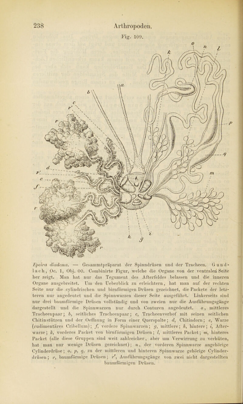 Fi g. 109. o Epeiva diadema. — Gesammtpräparat der Spinndrüsen und der Tracheen. Gund- lach, Oc. 1, Obj. 00. Combinirte Figur, welche die Organe von der ventralen Seite her zeigt. Man hat nur das Tegument des Afterfeldes belassen und die inneren Organe ausgebreitet. Um den Ueberblick zu erleichtern, hat man auf der rechten Seite nur die cylindrischen und bimförmigen Drüsen gezeichnet, die Packete der letz- teren nur angedeutet und die Spinnwarzen dieser Seite ausgeführt. Linkerseits sind nur drei baumförmige Drüsen vollständig und von zweien nur die Ausführungsgänge dargestellt und die Spinnwarzen nur durch Conturen angedeutet. a, mittleres Tracheenpaar ; />, seitliches Tracheenpaar; c, Tracheenvorhof mit seinen seitlichen Chitin stützen und der Oeffnung in Form einer Querspalte; d, Chitindorn; e, Warze (rudimentäres Cribellum); f, vordere Spinnwarzen; (7, mittlere; /?, hintere; i, After- warze; k, vorderes Packet von bimförmigen Drüsen; /, mittleres Packet; m, hinteres Packet (alle diese Gruppen sind weit zahlreicher, aber um Verwirrung zu verhüten, hat man nur wenige Drüsen gezeichnet); n, der vorderen Spinnwarze ungehörige Cylinderdrüse; 0, p, q, zu der mittleren und hinteren Spinnwarze gehörige Cylinder- drüsen; r, baumförmige Drüsen; r\ Ausführungsgänge von zwei nicht dargestellten baumförmigen Drüsen. o