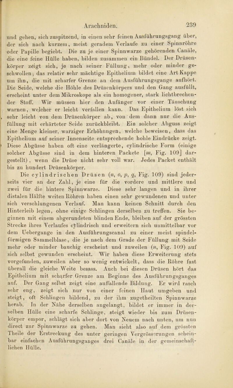 und gehen, sich zuspitzend, in einen sehr feinen Ausführungsgang über, der sich nach kurzem, meist geradem Verlaufe zu einer Spinnröhre oder Papille begiebt. Die zu je einer Spinnwarze gehörenden Canäle, die eine feine Hülle haben, bilden zusammen ein Bündel. Der Drüsen- körper zeigt sich, je nach seiner Füllung, mehr oder minder ge- schwollen ; das relativ sehr mächtige Epithelium bildet eine Art Kappe um ihn, die mit scharfer Grenze an dem Ausführungsgange aufhört. Die Seide, welche die Höhle des Drüsenkörpers und den Gang ausfüllt, erscheint unter dem Mikroskope als ein homogener, stark lichtbrechen- der Stoff. Wir müssen hier den Anfänger vor einer Täuschung warnen, welcher er leicht verfallen kann. Das Epithelium löst sich i sehr leicht von dem Drüsenkörper ah, von dem dann nur die Aus- füllung mit erhärteter Seide zurückbleibt. Ein solcher Abguss zeigt eine Menge kleiner, warziger Erhöhungen, welche beweisen, dass das Epithelium auf seiner Innenseite entsprechende hohle Eindrücke zeigt. > Diese Abgüsse haben oft eine verlängerte, cylindrische Form (einige solcher Abgüsse sind in dem hinteren Packete [m, Fig. 109J dar- gestellt) , wenn die Drüse nicht sehr voll war. Jedes Packet enthält bis zu hundert Drüsenkörper. Die cylindrischen Drüsen (n, o, jJ, g, Fig. 109) sind jeder- seits vier an der Zahl, je eine für die vordere und mittlere und zwei für die hintere Spinnwarze. Diese sehr langen und in ihrer distalen Hälfte weiten Röhren haben einen sehr gewundenen und unter sich verschlungenen Verlauf. Man kann keinen Schnitt durch den Hinterleib legen, ohne einige Schlingen derselben zu treffen. Sie be- ginnen mit einem abgerundeten blinden Ende, bleiben auf der grössten Strecke ihres Verlaufes cylindrisch und erweitern sich unmittelbar vor dem Uebergange in den Ausführungscanal zu einer meist spindel- förmigen Sammelblase, die je nach dem Grade der Füllung mit Seide mehr oder minder bauchig erscheint und zuweilen (w, Fig. 109) auf sich selbst gewunden erscheint. Wir haben diese Erweiterung stets vorgefunden, zuweilen aber so wenig entwickelt, dass die Röhre fast überall die gleiche Weite besass. Auch bei diesen Drüsen hört das Epithelium mit scharfer Grenze am Beginne des Ausführungsganges auf. Der Gang selbst zeigt eine auffallende Bildung. Er wird rasch sehr eng, zeigt sich nur von einer feinen Haut umgeben und steigt, oft Schlingen bildend, zu der ihm zugetheilten Spinnwarze herab. In der Nähe derselben angelangt, bildet er immer in der- selben Hülle eine scharfe Schlinge, steigt wieder bis zum Drüsen- körper empor, schlägt sich aber dort von Neuem nach unten, um nun direct zur Spinnwarze zu gehen. Man sieht also auf dem grössten Theile der Erstreckung des unter geringen Vergrösserungen schein- bar einfachen Ausführungsganges drei Canäle in der gemeinschaft- lichen Hülle.