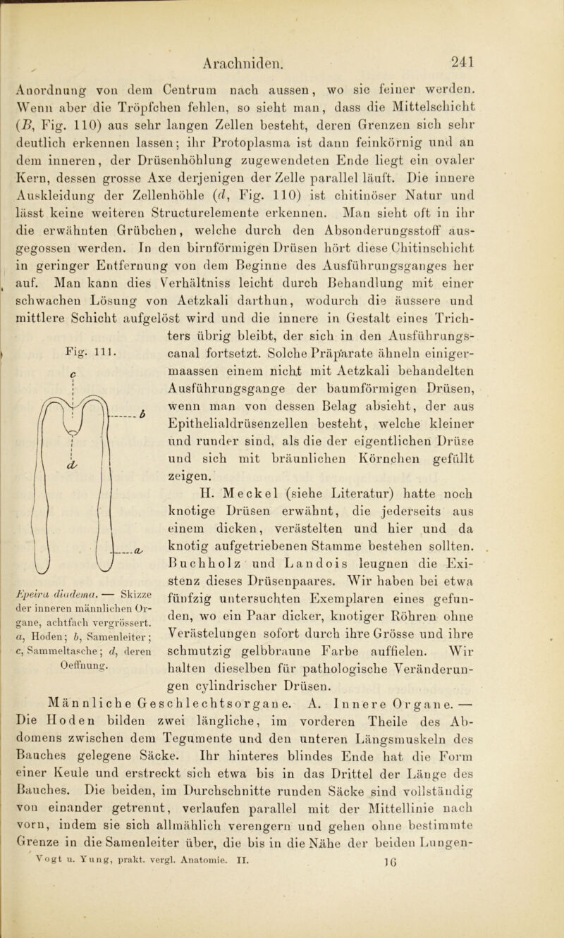 Anordnang von dem Centrum nach aussen, wo sie feiner werden. Wenn aber die Tröpfchen fehlen, so sieht man, dass die Mittelschicht (/>, Fig. 110) aus sehr langen Zellen besteht, deren Grenzen sich sehr deutlich erkennen lassen; ihr Protoplasma ist dann feinkörnig und an dem inneren, der Drüsenhöhlung zugewendeten Ende liegt ein ovaler Kern, dessen grosse Axe derjenigen der Zelle parallel läuft. Die innere Auskleidung der Zellenhöhle (d, Fig. 110) ist chitinöser Natur und lässt keine weiteren Structurelemente erkennen. Man sieht oft in ihr die erwähnten Grübchen, welche durch den Absonderungsstoff aus- gegossen werden. In den bimförmigen Drüsen hört diese Chitinschicht in geringer Entfernung von dem Beginne des Ausführungsganges her auf. Man kann dies Verhältnis leicht durch Behandlung mit einer schwachen Lösung von Aetzkali darthun, wodurch die äussere und mittlere Schicht aufgelöst wird und die innere in Gestalt eines Trich- ters übrig bleibt, der sich in den Ausführungs- canal fortsetzt. Solche Präp'arate ähneln einiger- maassen einem nicht mit Aetzkali behandelten Ausführungsgange der baumförmigen Drüsen, wenn man von dessen Belag absieht, der aus Epithelialdrüsenzellen besteht, welche kleiner und runder sind, als die der eigentlichen Drüse und sich mit bräunlichen Körnchen gefüllt zeigen. H. Meckel (siehe Literatur) hatte noch knotige Drüsen erwähnt, die jederseits aus einem dicken, verästelten und hier und da knotig aufgetriebenen Stamme bestehen sollten. Buchholz und Landois leugnen die Exi- stenz dieses Drüsenpaares. Wir haben bei etwa fünfzig untersuchten Exemplaren eines gefun- den, wo ein Paar dicker, knotiger Röhren ohne Verästelungen sofort durch ihre Grösse und ihre schmutzig gelbbraune Farbe auffielen. Wir halten dieselben für pathologische Veränderun- gen cylindrisclier Drüsen. Männliche Geschlechtsorgane. A. Innere Organe. — Die Hoden bilden zwei längliche, im vorderen Theile des Ab- domens zwischen dem Tegumente und den unteren Längsmuskeln des Bauches gelegene Säcke. Ihr hinteres blindes Ende hat die Form einer Keule und erstreckt sich etwa bis in das Drittel der Länge des Bauches. Die beiden, im Durchschnitte runden Säcke sind vollständig von einander getrennt, verlaufen parallel mit der Mittellinie nach vorn, indem sie sich allmählich verengern und gehen ohne bestimmte Grenze in die Samenleiter über, die bis in die Nähe der beiden Luugen- Vogt u. Yung, prakt. vergl. Anatomie. II. ) ß Fig. 111. c Epeira diudema. — Skizze der inneren männlichen Or- gane, achtfach vergrössert. a, Hoden; b, Samenleiter ; c, Sammeltasche ; d, deren OefFnung.