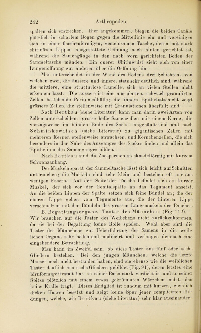 spalten sich erstrecken. Hier angekommen, biegen die beiden Canäle plötzlich in scharfem Bogen gegen die Mittellinie ein und vereinigen sich in einer flaschenförmigen, gemeinsamen Tasche, deren mit stark chitiuösen Lippen ausgestattete Oeffnung nach hinten gerichtet ist, während die Samengänge in den nach vorn gerichteten Boden der Sammeltasche münden. Ein querer Chitinwulst zieht sich von einer Lungenöffnung zur anderen über die Oeffnung hin. Man unterscheidet in der Wand des Hodens drei Schichten, von welchen zwei, die äussere und innere, stets sehr deutlich sind, während die mittlere, eine structurlose Lamelle, sich an vielen Stellen nicht erkennen lässt. Die äussere ist eine aus platten, schwach granulirten Zellen bestehende Peritonealhülle; die innere Epithelialschicht zeigt grössere Zellen, die stellenweise mit Granulationen überfüllt sind. Nach Bert kau (siehe Literatur) kann man darin zwei Arten von Zellen unterscheiden: grosse helle Samenzellen mit einem Kerne, die vorzugsweise im blinden Ende des Sackes angehäuft sind und nach Schminkewitsch (siehe Literatur) zu gigantischen Zellen mit mehreren Kernen stellenweise anwachsen, und Körnchenzellen, die sich besonders in der Nähe des Ausganges des Sackes finden und allein das Epithelium des Samenganges bilden. NachBertkau sind die Zoospermen stecknadelförmig mit kurzem Schwanzanhang. Der Muskelapparat der Sammeltasche lässt sich leicht auf Schnitten untersuchen; die Muskeln sind sehr klein und bestehen oft nur aus wenigen Fasern. Auf der Seite der Tasche befindet sich ein kurzer Muskel, der sich vor der Genitalspalte an das Tegument ansetzt. An die beiden Lippen der Spalte setzen sich feine Bündel an; die der oberen Lippe gehen vom Tegumente aus, die der hinteren Lippe verschmelzen mit den Bündeln des grossen Längsmuskels des Bauches. B. Begattungsorgane. Taster des Männchens (Fig. 112).— Wir brauchen auf die Taster des Weibchens nicht zurückzukommen, da sie bei der Begattung keine Rolle spielen. Wohl aber sind die Taster des Männchens zur Ueberführung des Samens in die weib- lichen Organe sehr bedeutend modificirt und verlangen demnach eine eingehendere Betrachtung. Man kann im Zweifel sein, ob diese Taster aus fünf oder sechs Gliedern bestehen. Bei den jungen Männchen, welche die letzte Mauser noch nicht bestanden haben, sind sie ebenso wie die weiblichen Taster deutlich aus sechs Gliedern gebildet (Fig. 91), deren letztes eine bimförmige Gestalt hat, an seiner Basis stark verdickt ist und an seiner Spitze plötzlich mit einem etwas gekrümmten Wärzchen endet, das keine Kralle trägt. Dieses Endglied ist rundum mit kurzen, ziemlich dicken Haaren besetzt und zeigt keine Spur jener complicirten Bil- dungen, welche, wie Bertkau (siehe Literatur) sehr klar auseinander-