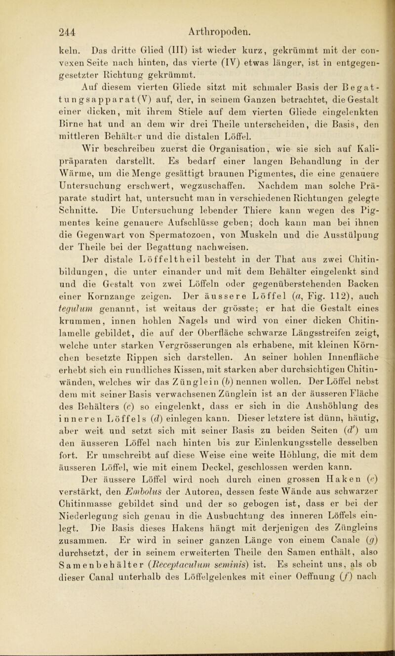 kein. Das dritte Glied (III) ist wieder kurz, gekrümmt mit der con- vexen Seite nach hinten, das vierte (IV) etwas länger, ist in entgegen- gesetzter Richtung gekrümmt. Auf diesem vierten Gliede sitzt mit schmaler Basis der Begat- t u n g s a pp a r at (V) auf, der, in seinem Ganzen betrachtet, die Gestalt einer dicken, mit ihrem Stiele auf dem vierten Gliede eingelenkten Birne hat und an dem wir drei Theile unterscheiden, die Basis, den mittleren Behälter und die distalen Löffel. Wir beschreiben zuerst die Organisation, wie sie sich auf Kali- präparaten darstellt. Es bedarf einer langen Behandlung in der Wärme, um die Menge gesättigt braunen Pigmentes, die eine genauere Untersuchung erschwert, wegzuschaffen. Nachdem man solche Prä- parate studirt hat, untersucht man in verschiedenen Richtungen gelegte Schnitte. Die Untersuchung lebender Thiere kann wegen des Pig- mentes keine genauere Aufschlüsse geben; doch kann man bei ihnen die Gegenwart von Spermatozoen, von Muskeln und die Ausstülpung der Theile bei der Begattung nachweisen. Der distale Löffelt heil besteht in der That aus zwei Chitin- bildungen, die unter einander und mit dem Behälter eiugelenkt sind und die Gestalt von zwei Löffeln oder gegenüberstehenden Backen einer Kornzange zeigen. Der äussere Löffel (a, Fig. 112), auch tegulum genannt, ist weitaus der grösste; er hat die Gestalt eines krummen, innen hohlen Nagels und wird von einer dicken Chitin- lamelle gebildet, die auf der Oberfläche schwarze Längsstreifen zeigt, welche unter starken Vergrösserungen als erhabene, mit kleinen Körn- chen besetzte Rippen sich darstellen. An seiner hohlen Innenfläche erhebt sich ein rundliches Kissen, mit starken aber durchsichtigen Chitin- wänden, welches wir das Zünglein (ö) nennen wollen. Der Löflel nebst dem mit seiner Basis verwachsenen Zünglein ist an der äusseren Fläche des Behälters (c) so eingelenkt, dass er sich in die Aushöhlung des inneren Löffels (d) einlegen kann. Dieser letztere ist dünn, häutig, «aber weit und setzt sich mit seiner Basis zu beiden Seiten (d') um den äusseren Löffel nach hinten bis zur Einlenkungsstelle desselben fort. Er umschreibt auf diese Weise eine weite Höhlung, die mit dem äusseren Löffel, wie mit einem Deckel, geschlossen werden kann. Der äussere Löffel wird noch durch einen grossen Haken (e) verstärkt, den Embolus der Autoren, dessen feste Wände aus schwarzer Chitinmasse gebildet sind und der so gebogen ist, dass er bei der Niederlegung sich genau in die Ausbuchtung des inneren Löffels ein- legt. Die Basis dieses Hakens hängt mit derjenigen des Züngleins zusammen. Er wird in seiner ganzen Länge von einem Canale (g) durchsetzt, der in seinem erweiterten Theile den Samen enthält, also Samenbehälter (Beceptaculum seminis) ist. Es scheint uns, als ob dieser Canal unterhalb des Löffelgelenkes mit einer Oeffnung (/) nach
