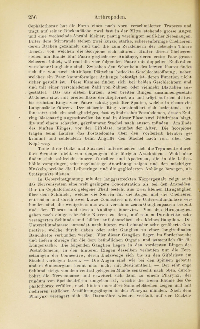 Ceplialotliorax hat die Form eines nach vorn verschmälerten Trapezes und trägt auf seiner Rückendäche zwei fast in der Mitte stehende grosse Augen und eine wechselnde Anzahl kleiner, paarig vereinigter seitlicher Nebenaugen. Unter dem Stirnrande stehen zwei kurze, starke, scheerenförmige Cheliceren, deren Backen gezähnelt sind und die zum Zerkleinern der lebenden Thiere dienen, von welchen die Scorpione sich nähren. Hinter diesen Cheliceren stehen am Rande fünf Paare gegliederter Anhänge, deren erstes Paar grosse Scheeren bildet, während die vier folgenden Paare mit doppelten Eudkrallen versehene Gangbeine sind. Zwischen den Schenkeln des letzten Paares findet sich die von zwei chitinösen Plättchen bedeckte Geschlechtsöffnung, neben welcher ein Paar kammförmiger Anhänge befestigt ist, deren Function nicht sicher gestellt ist. Diese Kämme finden sich bei beiden Geschlechtern und sind mit einer verschiedenen Zahl von Zähnen oder vielmehr Blättchen aus- gestattet. Das aus sieben kurzen, aber breiten Ringen zusammengesetzte Abdomen sitzt mit breiter Basis der Kopfbrust an und trägt auf dem dritten bis sechsten Ringe vier Paare schräg gestellter Spalten, welche in ebensoviel Lungensäcke führen. Der siebente Ring verschmälert sich bedeutend. An ihn setzt sich ein sechsgliedriges, fast cylindrisclies Postabdomen, dessen End- ring blasenartig angeschwollen ist und in dieser Blase zwei Giftdrüsen birgt, die auf einem scharfen, gekrümmten Stachel nach aussen münden. Am Ende des fünften Ringes, vor der Giftblase, mündet der After. Die Scorpione tragen beim Laufen das Postabdomen über den Vorderleib herüber ge- krümmt und schleudern beim Angriffe den Stachel nach vorn über den Kopf wreg. Trotz ihrer Dicke und Starrheit unterscheiden sich die Tegumente durch ihre Structur nicht von denjenigen der übrigen Aracliniden. Wohl aber finden sich zahlreiche innere Fortsätze und Apodemen, die in die Leibes- höhle vorspringen, sehr regelmässige Anordnung zeigen und den mächtigen Muskeln, welche die Leibesringe und die gegliederten Anhänge bewegen, als Stützpunkte dienen. In Uebereinst^nmung mit der langgestreckten Körpergestalt zeigt auch das Nervensystem eine weit geringere Concentration als bei den Araneiden. Der im Cephalotliorax gelegene Theil besteht aus zwei kleinen Hirnganglien über dem Schlunde, welche die Nerven für die Augen und die Cheliceren entsenden und durch zwei kurze Connective mit der Untersclilundmasse ver- bunden sind, die wenigstens aus zwei verschmolzenen Ganglienpaaren besteht und den Thorax und dessen Anhänge innervirt. Von den Hirnganglien gehen noch einige sehr feine Nerven zu dem, auf seinem Durchtritte sehr verengerten Schlunde und bilden auf demselben ein kleines Ganglion. Die Untersclilundmasse entsendet nach hinten zwei einander sehr genäherte Con- nective , welche durch sieben oder acht Ganglien zu einer longitudinalen Bauchkette verbunden werden. Vier dieser Ganglien liegen im Vorderbauche und liefern Zweige für die dort befindlichen Organe und namentlich für die Lungensäcke. Die folgenden Ganglien liegen in den vordersten Ringen des Postabdomens; in den hinteren Ringen desselben verlaufen nur die Fort- setzungen der Connective, deren Endzweige sich bis zu den Giftdrüsen im Stachel verfolgen lassen. — Die Augen sind wie bei den Spinnen gebaut; andere Sinnesorgane kennt man nicht mit Bestimmtheit. — Der sehr enge Schlund steigt von dem ventral gelegenen Munde senkrecht nach oben, durch- bohrt die Nervenmasse und erweitert sich dann zu einem Pharynx, der rundum von Speicheldrüsen umgeben ist, welche die freien Räume des Ce- phalothorax erfüllen, nach hinten musculöse Sammelbläschen zeigen und mit mehreren seitlichen Ausführungsgängen in den Pharynx münden. Nach dem Pharynx verengert sich die Darmröhre wieder, verläuft auf der Rücken-