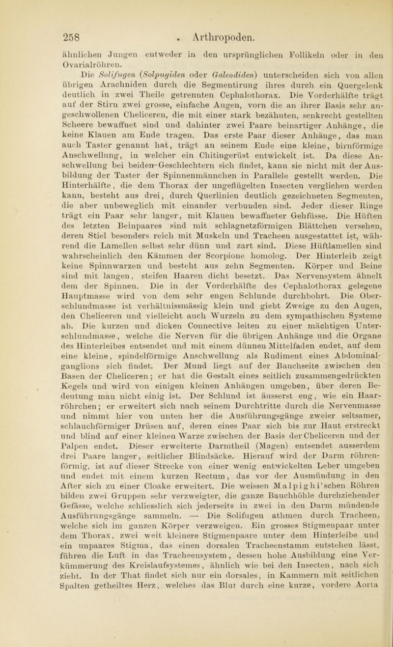 ähnlichen Jungen entweder in den ursprünglichen Follikeln oder in den Ovarialröliren. Die Soli fugen (Solpugiden oder Galeo cliden) unterscheiden sich von allen übrigen Araclmiden durch die Segmentirung ihres durch ein Quergelenk deutlich in zwei Theile getrennten Cephalotliorax. Die Yorderhälfte trägt auf der Stirn zwei grosse, einfache Augen, vorn die an ihrer Basis sehr an- geschwollenen Cheliceren, die mit einer stark bezälmten, senkrecht gestellten Sclieere bewaffuet sind und dahinter zwei Paare beinartiger Anhänge, die keine Klauen am Ende tragen. Das erste Paar dieser Anhänge, das man auch Taster genannt hat, trägt an seinem Ende eine kleine, bimförmige Anschwellung, in welcher ein Chitingerüst entwickelt ist. Da diese An- schwellung bei beiden-Geschlechtern sich findet, kann sie nicht mit der Aus- bildung der Taster der Spinnenmännchen in Parallele gestellt werden. Die Hinterhälfte , die dem Thorax der ungeflügelten Insecten verglichen werden kann, besteht aus drei, durch Querlinien deutlich gezeichneten Segmenten, die aber unbeweglich mit einander verbunden sind. Jeder dieser Ringe trägt ein Paar sehr langer, mit Klauen bewaffneter Gehfüsse. Die Hüften des letzten Beinpaares sind mit schlagnetzförmigen Blättchen versehen, deren Stiel besonders reich mit Muskeln und Tracheen ausgestattet ist, wäh- rend die Lamellen selbst sehr dünn und zart sind. Diese Hüftlamellen sind wahrscheinlich den Kämmen der Scorpione homolog. Der Hinterleib zeigt keine Spinnwarzen und besteht aus zehn Segmenten. Körper und Beine sind mit langen, steifen Haaren dicht besetzt. Das Nervensystem ähnelt dem der Spinnen. Die in der Yorderhälfte des Ceplialothorax gelegene Hauptmasse wird von dem sehr engen Schlunde durchbohrt. Die Ober- sclilundmasse ist verhältnissmässig klein und giebt Zweige zu den Augen, den Cheliceren und vielleicht auch Wurzeln zu dem sympathischen Systeme ab. Die kurzen und dicken Connective leiten zu einer mächtigen Unter- schlundmasse, welche die Nerven für die übrigen Anhänge und die Organe des Hinterleibes entsendet und mit einem dünnen Mittelfaden endet, auf dem eine kleine, spindelförmige Anschwellung als Rudiment eines Abdominal- ganglions sich findet. Der Mund liegt auf der Bauchseite zwischen den Basen der Cheliceren; er hat die Gestalt eines seitlich zusammengedrückten Kegels und wird von einigen kleinen Anhängen umgeben, über deren Be- deutung man nicht einig ist. Der Schlund ist äusserst eng, wie ein Haar- röhrchen; er erweitert sich nach seinem Durchtritte durch die Nervenmasse und nimmt hier von unten her die Ausführungsgänge zweier seltsamer, schlauchförmiger Drüsen auf, deren eines Paar sich bis zur Haut erstreckt und blind auf einer kleinen Warze zwischen der Basis der Cheliceren und der Palpen endet. Dieser erweiterte Darmtheil (Magen) entsendet ausserdem drei Paare langer, seitlicher Blindsäcke. Hierauf wird der Darm röhren- förmig, ist auf dieser Strecke von einer wenig entwickelten Leber umgeben und endet mit einem kurzen Rectum, das vor der Ausmündung in den After sich zu einer Cloake erweitert. Die weissen Malpighi’sehen Röhren bilden zwei Gruppen sehr verzweigter, die ganze Bauchhöhle durchziehender Gefässe, welche schliesslich sich jederseits in zwei in den Darm mündende Ausführungsgänge sammeln. — Die Solifugen athmen durch Tracheen, welche sich im ganzen Körper verzweigen. Ein grosses Stigmenpaar unter dem Thorax, zwei weit kleinere Stigmenpaare unter dem Hinterleibe und ein unpaafes Stigma, das einen dorsalen Tracheenstamm entstehen lässt, führen die Luft in das Tracheensystem, dessen hohe Ausbildung eine Ver- kümmerung des Kreislaufsystemes, ähnlich wie bei den Insecten, nach sich zieht. In der That findet sich nur ein dorsales, in Kammern mit seitlichen Spalten getheiltes Herz, welches das Blut durch eine kurze, vordere Aorta