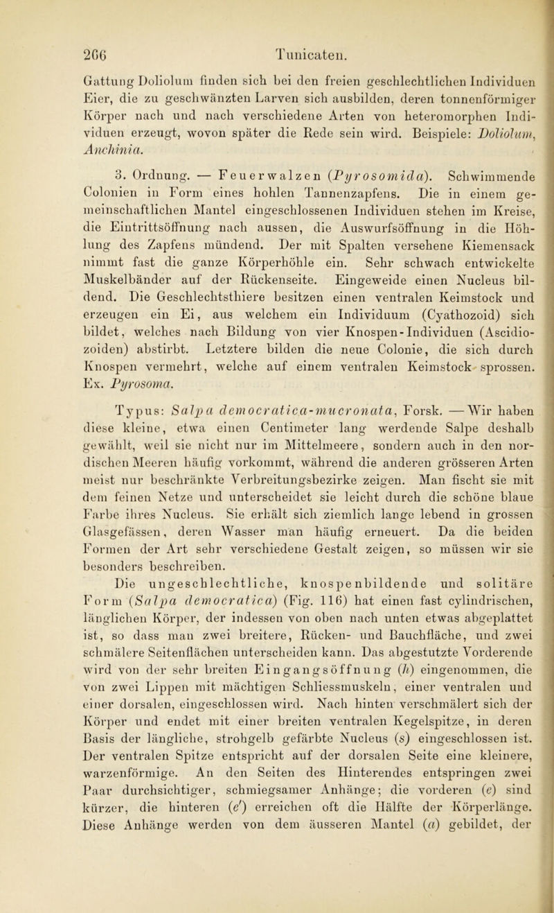 Gattung Dolioluiii finden sich bei den freien geschlechtlichen Individuen Eier, die zu geschwänzten Larven sich ausbilden, deren tonnenförmiger Körper nach und nach verschiedene Arten von heteromorphen Indi- viduen erzeugt, wovon später die Rede sein wird. Beispiele: Doliohim, Anchinia. 3. Ordnung. — Feuerwalzen (Pyr osomida). Schwimmende Colonien in Form eines hohlen Tannenzapfens. Die in einem ge- meinschaftlichen Mantel eingeschlossenen Individuen stehen im Kreise, die Eintrittsöffnung nach aussen, die Auswurfsöffnung in die Höh- lung des Zapfens mündend. Der mit Spalten versehene Kiemensack nimmt fast die ganze Körperhöhle ein. Sehr schwach entwickelte Muskelbänder auf der Rückenseite. Eingeweide einen Nucleus bil- dend. Die Geschleclitstliiere besitzen einen ventralen Keimstock und erzeugen ein Ei, aus welchem ein Individuum (Cyathozoid) sich bildet, welches nach Bildung von vier Knospen-Individuen (Ascidio- zoiden) abstirbt. Letztere bilden die neue Colonie, die sich durch Knospen vermehrt, welche auf einem ventralen Keimstock sprossen. Ex. Pyrosoma. Typus: Salpa äemocratica-mucronata, Forsk. —Wir haben diese kleine, etwa einen Centimeter lang werdende Salpe deshalb gewählt, weil sie nicht nur im Mittelmeere, sondern auch in den nor- dischen Meeren häufig vorkommt, während die anderen grösseren Arten meist nur beschränkte Verbreitungsbezirke zeigen. Man fischt sie mit dem feinen Netze und unterscheidet sie leicht durch die schöne blaue Farbe ihres Nucleus. Sie erhält sich ziemlich lange lebend in grossen Glasgefässen, deren Wasser man häufig erneuert. Da die beiden Formen der Art sehr verschiedene Gestalt zeigen, so müssen wir sie besonders beschreiben. Die ungeschlechtliche, knospenbildende und solitäre Form (Salpa äemocratica) (Fig. 116) hat einen fast cylindrischen, länglichen Körper, der indessen von oben nach unten etwas abgeplattet ist, so dass man zwei breitere, Rücken- und Bauchfläche, und zwei schmälere Seitenflächen unterscheiden kann. Das abgestutzte Vorderende wird von der sehr breiten Eingangsöffnung (li) eingenommen, die von zwei Lippen mit mächtigen Schliessinuskeln, einer ventralen und einer dorsalen, eingeschlossen wird. Nach hinten verschmälert sich der Körper und endet mit einer breiten ventralen Kegelspitze, in deren Basis der längliche, strohgelb gefärbte Nucleus (s) eingeschlossen ist. Der ventralen Spitze entspricht auf der dorsalen Seite eine kleinere, warzenförmige. An den Seiten des Hinterendes entspringen zwei Paar durchsichtiger, schmiegsamer Anhänge; die vorderen (e) sind kürzer, die hinteren (V) erreichen oft die Hälfte der Körperlänge. Diese Anhänge werden von dem äusseren Mantel (a) gebildet, der