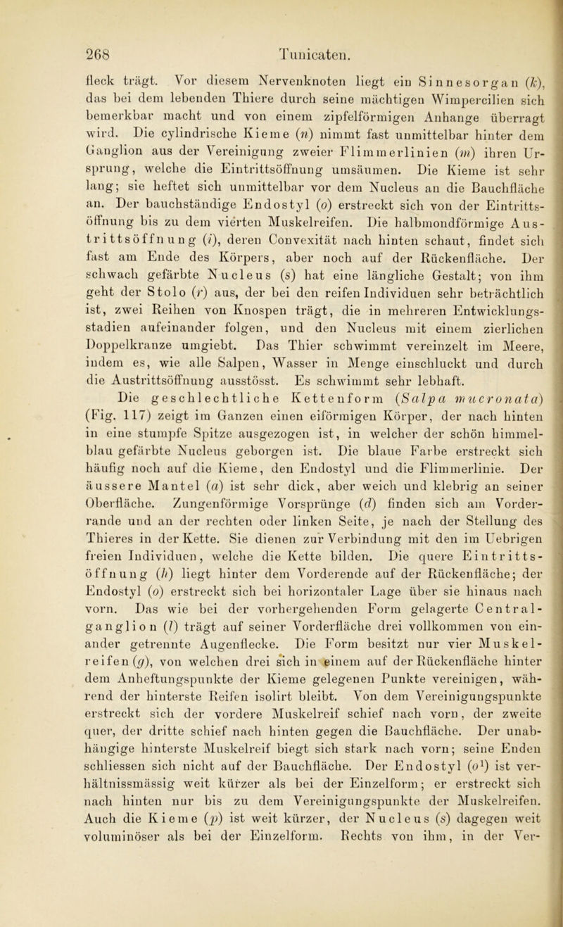 fleck trägt. Vor diesem Nervenknoten liegt ein Sinnesorgan (Je), das bei dem lebenden Thiere durch seine mächtigen Wimpercilien sich bemerkbar macht und von einem zipfelförmigen Anhänge überragt wird. Die cylindrische Kieme (n) nimmt fast unmittelbar hinter dem Ganglion aus der Vereinigung zweier Flimmerlinien (m) ihren Ur- sprung, welche die Eintrittsöffnung umsäumen. Die Kieme ist sehr lang; sie heftet sich unmittelbar vor dem Nucleus an die Bauchfläche an. Der bauchständige Endostyl (o) erstreckt sich von der Eintritts- öffnung bis zu dem vierten Muskelreifen. Die halbmondförmige Aus- trittsöffnung (i), deren Convexität nach hinten schaut, findet sich fast am Ende des Körpers, aber noch auf der Rückenfläche. Der schwach gefärbte Nucleus (s) hat eine längliche Gestalt; von ihm geht der Stolo (r) aus, der bei den reifen Individuen sehr beträchtlich ist, zwei Reihen von Knospen trägt, die in mehreren Entwicklungs- stadien aufeinander folgen, und den Nucleus mit einem zierlichen Doppelkranze umgiebt. Das Thier schwimmt vereinzelt im Meere, indem es, wie alle Salpen, Wasser in Menge einschluckt und durch die Austrittsöffnung ausstösst. Es schwimmt sehr lebhaft. Die geschlechtliche Kettenform (Salpa m ucronaia) (Fig. 117) zeigt im Ganzen einen eiförmigen Körper, der nach hinten in eine stumpfe Spitze ausgezogen ist, in welcher der schön himmel- blau gefärbte Nucleus geborgen ist. Die blaue Farbe erstreckt sich häufig noch auf die Kieme, den Endostyl und die Flimmerlinie. Der äussere Mantel (a) ist sehr dick, aber weich und klebrig an seiner Oberfläche. Zungenförmige Vorsprünge (d) finden sich am Vorder- rande und an der rechten oder linken Seite, je nach der Stellung des Thieres in der Kette. Sie dienen zur Verbindung mit den im Uebrigen freien Individuen, welche die Kette bilden. Die quere Eintritts- öffnung (h) liegt hinter dem Vorderende auf der Rückenfläche; der Endostyl (o) erstreckt sich bei horizontaler Lage über sie hinaus nach vorn. Das wie bei der vorhergehenden Form gelagerte Central- ganglion (7) trägt auf seiner Vorderfläche drei vollkommen von ein- ander getrennte Augenflecke. Die Form besitzt nur vier Muskel- reifen Q7), von welchen drei sich in einem auf der Rückenfläche hinter dem Anheftungspunkte der Kieme gelegenen Punkte vereinigen, wäh- rend der hinterste Reifen isolirt bleibt. Von dem Vereinigungspunkte erstreckt sich der vordere Muskelreif schief nach vorn, der zweite quer, der dritte schief nach hinten gegen die Bauchfläche. Der unab- hängige hinterste Muskelreif biegt sich stark nach vorn; seine Enden schliessen sich nicht auf der Bauchfläche. Der Endostyl (ö1) ist ver- hältnissmässig weit kürzer als bei der Einzelform; er erstreckt sich nach hinten nur bis zu dem Vereinigungspunkte der Muskelreifen. Auch die Kieme (p) ist weit kürzer, der Nucleus (s) dagegen weit voluminöser als bei der Einzelform. Rechts von ihm, in der Ver-