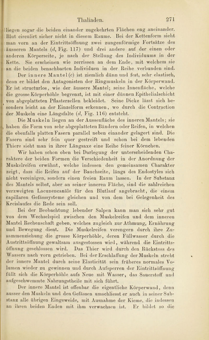 < liegen sogar die beiden einander zugekehrten Flächen eng aneinander, j Blut circulirt sicher nicht in diesem Raume. Bei der Kettenform sieht man vorn an der Eintrittsöffnung zwei zungenförmige Fortsätze des i äusseren Mantels (d, Fig. 117) und drei andere auf der einen oder t anderen Körperseite, je nach der Stellung des Individuums in der Kette. Sie erscheinen wie zerrissen an dem Ende, mit welchem sie an die beiden benachbarten Individuen in der Reihe verbunden sind. Der innere Mantel (c) ist ziemlich dünn und fest, sehr elastisch, denn er bildet den Antagonisten der Ringmuskeln in der Körperwand. Er ist structurlos , wie der äussere Mantel; seine Innenfläche, welche die grosse Körperhöhle begrenzt, ist mit einer dünnen Epithelialschicht von abgeplatteten Pflasterzellen bekleidet. Seine Dicke lässt sich be- sonders leicht an der Einzelform erkennen, wo durch die Contraction der Muskeln eine Längsfalte (d, Fig. 116) entsteht. Die Muskeln liegen an der Aussenfläche des inneren Mantels; sie , haben die Form von sehr abgeplatteten Bändern oder Reifen, in welchen die ebenfalls platten Fasern parallel neben einander gelagert sind. Die Fasern sind sehr fein quer gestreift und schon bei dem lebenden Thiere sieht man in ihrer Längsaxe eine Reihe feiner Körnchen. Wir haben schon oben bei Darlegung der unterscheidenden Cha- raktere der beiden Formen die Verschiedenheit in der Anordnung der Muskelreifen erwähnt, welche indessen den gemeinsamen Charakter zeigt, dass die Reifen auf der Bauchseite, längs des Endostyles sich nicht vereinigen, sondern einen freien Raum lassen. In der Substanz des Mantels selbst, aber an seiner inneren Fläche, sind die zahlreichen verzweigten Lacunencanäle für den Blutlauf angebracht, die einem capillaren Gefässsysteme gleichen und von dem bei Gelegenheit des Kreislaufes die Rede sein soll. Bei der Beobachtung lebender Salpen kann man sich sehr gut von dem Wechselspiel zwischen den Muskelreifen und dem inneren Mantel Rechenschaft geben, welches zugleich zur Athmung, Ernährung und Bewegung dient. Die Muskelreifen verengern durch ihre Zu- sammenziehung die grosse Körperhöhle, deren Füllwasser durch die Austrittsöffnung gewaltsam ausgestossen wird, während die Eintritts- öffnung geschlossen wird. Das Thier wird durch den Rückstoss des Wassers nach vorn getrieben. Bei der Erschlaffung der Muskeln strebt der innere Mantel durch seine Elasticität sein früheres normales Vo- lumen wieder zu gewinnen und durch Aufsperren der Eintrittsöffnung füllt sich die Körperhöhle aufs Neue mit Wasser, das Sauerstoff und aufgeschwemmte Nahrungstheile mit sich führt. Der innere Mantel ist offenbar die eigentliche Körperwand, denn ausser den Muskeln und den Gefässen umschliesst er auch in seiner Sub- stanz alle übrigen Eingeweide, mit Ausnahme der Kieme, die indessen an ihren beiden Enden mit ihm verwachsen ist. Er bildet so die
