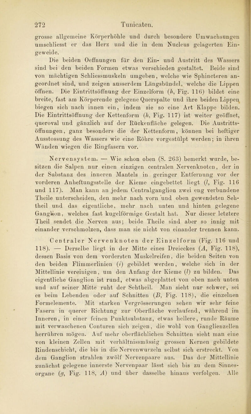 grosse allgemeine Körperhöhle und durch besondere Umwachsungen umschliesst er das Herz und die in dem Nucleus gelagerten Ein- geweide. Die beiden Oeffnungen für den Ein- und Austritt des Wassers sind bei den beiden Formen etwas verschieden gestaltet. Beide sind von mächtigen Schliessmuskeln umgeben, welche wie Sphincteren an- geordnet sind, und zeigen ausserdem Längsbünde], welche die Lippen öffnen. Die Eintrittsöffnung der Einzelform (/?, Fig. 116) bildet eine breite, fast am Körperende gelegene Querspalte und ihre beiden Lippen biegen sich nach innen ein, indem sie so eine Art Klappe bilden. Die Eintrittsöffnung der Kettenform (/?, Fig. 117) ist weiter geöffnet, queroval und gänzlich auf der Riickenfläche gelegen. Die Austritts- öffnungen, ganz besonders die der Kettenform, können bei heftiger Ausstossung des Wassers wie eine Röhre vorgestülpt werden; in ihren Wänden wiegen die Ringfasern vor. Nervensystem. — Wie schon oben (S. 263) bemerkt wurde, be- sitzen die Salpen nur einen einzigen centralen Nervenknoten, der in der Substanz des inneren Mantels in geringer Entfernung vor der vorderen Anheftungsstelle der Kieme eingebettet liegt (/, Fig. 116 und 117). Man kann an jedem Centralganglion zwei eng verbundene Theile unterscheiden, den mehr nach vorn und oben gewendeten Seh- theil und das eigentliche, mehr nach unten und hinten gelegene Ganglion, welches fast kugelförmige Gestalt hat. Nur dieser letztere Theil sendet die Nerven aus; beide Theile sind aber so innig mit einander verschmolzen, dass man sie nicht von einander trennen kann. Centraler Nervenknoten der Einzel form (Fig. 116 und 118). — Derselbe liegt in der Mitte eines Dreieckes (A, Fig. 118), dessen Basis von dem vordersten Muskelreifen, die beiden Seiten von den beiden Flimmerlinien (?) gebildet werden, welche sich in der Mittellinie vereinigen, um den Anfang der Kieme (7) zu bilden. Das eigentliche Ganglion ist rund, etwas abgeplattet von oben nach unten und auf seiner Mitte ruht der Sehtheil. Man sieht nur schwer, sei es beim Lebenden oder auf Schnitten (R, Fig. 118), die einzelnen Formelemente. Mit starken Vergrösserungeu sehen wir sehr feine Fasern in querer Richtung zur Oberfläche verlaufend, während im Inneren, in einer feinen Punktsubstanz, etwas hellere, runde Räume mit verwaschenen Conturen sich zeigen, die wohl von Ganglienzellen herrühren mögen. Auf mehr oberflächlichen Schnitten sieht man eine von kleinen Zellen mit verhältnissmässig grossen Kernen gebildete Rindenschicht, die bis in die Nervenwurzeln selbst sich erstreckt. Von dem Ganglion strahlen zwölf Nervenpaare aus. Das der Mittellinie zunächst gelegene innerste Nervenpaar lässt sich bis zu dem Sinnes- organe (?7, Fig. 118, A) und über dasselbe hinaus verfolgen. Alle