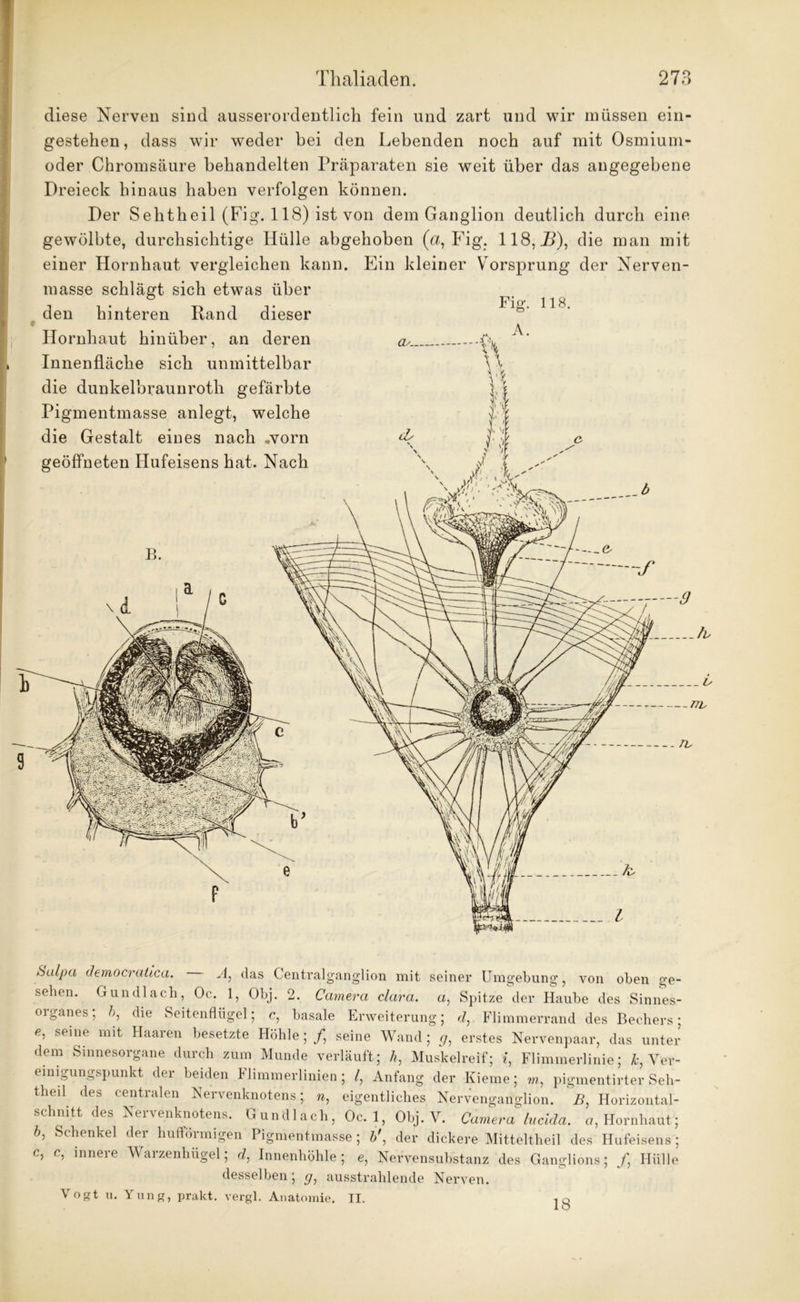 diese Nerven sind ausserordentlich fein und zart und wir müssen ein- gestehen, dass wir weder bei den Lebenden noch auf mit Osmiurn- oder Chromsäure behandelten Präparaten sie weit über das angegebene Dreieck hinaus haben verfolgen können. Der Sehtheil (Fig. 118) ist von dem Ganglion deutlich durch eine gewölbte, durchsichtige Hülle abgehoben (a, Fig. 118, 7i), die man mit einer Hornhaut vergleichen kann. Ein kleiner Vorsprung der Nerven- masse schlägt sich etwas über den hinteren Rand dieser t Hornhaut hinüber, an deren Innenfläche sich unmittelbar die dunkelbraunroth gefärbte Pigmentmasse anlegt, welche die Gestalt eines nach .vorn geöffneten Hufeisens hat. Nach ^alpa democratica. • A, das Centralganglion mit seiner Umgebung, von oben ge- sehen. Gundlach, Oc. 1, Obj. 2. Camera clara. a, Spitze der Haube des Sinnes- organes; b, die Seitenflügel; c, basale Erweiterung; d, Flimmerrand des Bechers; e, seine mit Haaren besetzte Höhle;/, seine Wand; g, erstes Nervenpaar, das unter dem Sinnesorgane durch zum Munde verläuft; fi, Muskelreif; i, Flimmerlinie; k, Ver- einigungspunkt der beiden Flimmerlinien; l, Anfang der Kieme; m, pigmentirter Seh- theil des centralen Nervenknotens ; n, eigentliches Nervenganglion. B, Horizontal- schnitt des Nervenknotens. Gundlach, Oc. 1, Obj. V. Camera lucida. a, Hornhaut; b, Schenkel der hufförmigen Pigmentmasse ; bder dickere Mitteltheil des Hufeisens; c, c, innere Warzenhügel; d: Innenhöhle; e, Nervensubstanz des Ganglions; / Hülle desselben; g, ausstrahlende Nerven. Vogt u. Yung, prakt. vergl. Anatomie. II. 18