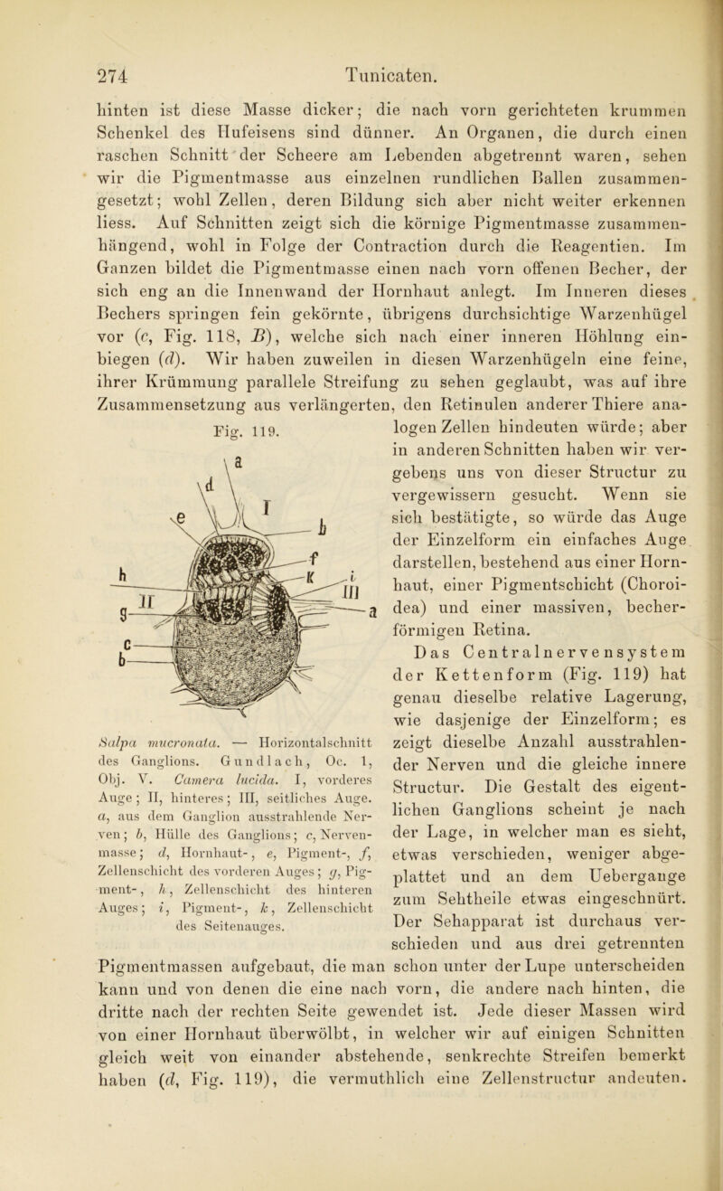 hinten ist diese Masse dicker; die nach vorn gerichteten krummen Schenkel des Hufeisens sind dünner. An Organen, die durch einen raschen Schnitt der Scheere am Lebenden abgetrennt waren, sehen wir die Pigmentmasse aus einzelnen rundlichen Ballen zusammen- gesetzt; wohl Zellen, deren Bildung sich aber nicht weiter erkennen liess. Auf Schnitten zeigt sich die körnige Pigmentmasse zusammen- hängend, wohl in Folge der Contraction durch die Reagentien. Im Ganzen bildet die Pigmentmasse einen nach vorn offenen Becher, der sich eng au die Innenwand der Hornhaut anlegt. Im Inneren dieses Bechers springen fein gekörnte, übrigens durchsichtige Warzenhügel vor (c, Fig. 118, B), welche sich nach einer inneren Höhlung ein- biegen (cl). Wir haben zuweilen in diesen Warzenhügeln eine feine, ihrer Krümmung parallele Streifung zu sehen geglaubt, was auf ihre Zusammensetzung aus verlängerten, den Retinulen anderer Thiere ana- logen Zellen hindeuten würde; aber in anderen Schnitten haben wir ver- gebens uns von dieser Structur zu vergewissern gesucht. Wenn sie sich bestätigte, so würde das Auge der Einzelform ein einfaches Auge darstellen, bestehend aus einer Horn- haut, einer Pigmentschicht (Choroi- dea) und einer massiven, becher- förmigen Retina. Das Centralnervensystem der Kettenform (Fig. 119) hat genau dieselbe relative Lagerung, wie dasjenige der Einzelform; es zeigt dieselbe Anzahl ausstrahlen- der Nerven und die gleiche innere Structur. Die Gestalt des eigent- lichen Ganglions scheint je nach der Lage, in welcher man es sieht, etwas verschieden, weniger abge- plattet und an dem Uebergange zum Sehtheile etwas eingeschnürt. Der Sehapparat ist durchaus ver- schieden und aus drei getrennten Pigmentmassen aufgebaut, die man schon unter der Lupe unterscheiden kann und von denen die eine nach vorn, die andere nach hinten, die dritte nach der rechten Seite gewendet ist. Jede dieser Massen wird von einer Hornhaut überwölbt, in welcher wir auf einigen Schnitten gleich weit von einander abstehende, senkrechte Streifen bemerkt haben (cl, Fig. 119), die vermuthlich eine Zellenstructur andeuten. Fig. 119. Salpa mucronala. — Horizontalschnitt des Ganglions. Gun dl ach, Oc. 1, Obj. V. Camera lucida. I, vorderes Auge ; II, hinteres ; III, seitliches Auge, a, aus dem Ganglion ausstrahlende Ner- ven; b, Hülle des Ganglions; c, Nerven- masse; d, Hornhaut-, e, Pigment-, /, Zellenschicht des vorderen Auges ; g, Pig- ment- , h, Zellenschicht des hinteren Auges; i, Pigment-, k, Zellenschicht des Seitenauges.