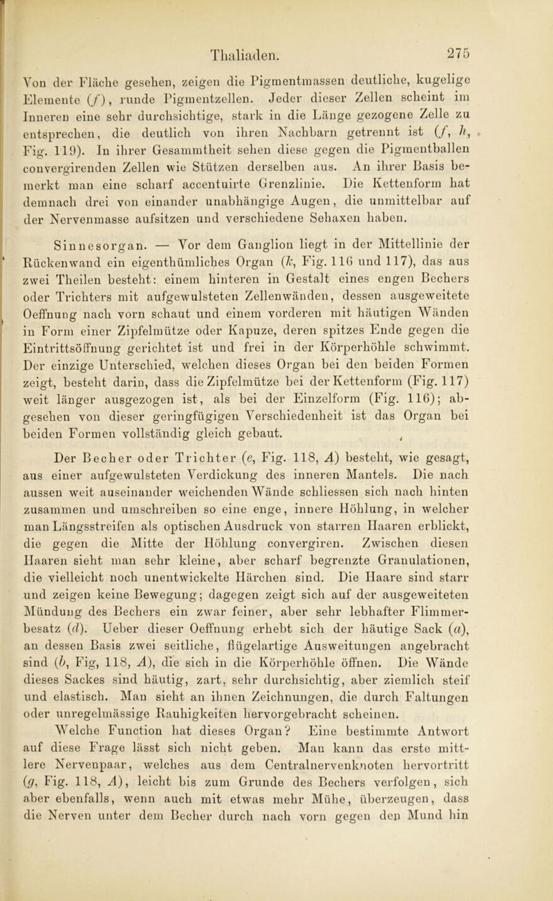 Von der Fläche gesehen, zeigen die Pigmentmassen deutliche, kugelige Elemente (/), runde Pigmentzellen. Jeder dieser Zellen scheint im Inneren eine sehr durchsichtige, stark in die Länge gezogene Zelle zu entsprechen, die deutlich von ihren Nachbarn getrennt ist (/, h, Fig. 119). In ihrer Gesammtheit sehen diese gegen die Pigmentballen convergirenden Zellen wie Stützen derselben aus. An ihrer Basis be- merkt man eine scharf accentuirte Grenzlinie. Die Kettenform hat demnach drei von einander unabhängige Augen, die unmittelbar auf der Nervenmasse aufsitzen und verschiedene Sehaxen haben. Sinnesorgan. — Vor dem Ganglion liegt in der Mittellinie der Rückenwand ein eigenthümliches Organ (Je, Fig. 116 und 117), das aus zwei Theilen besteht: einem hinteren in Gestalt eines engen Bechers oder Trichters mit aufgewulsteten Zellen wänden, dessen ausgeweitete Oeffnung nach vorn schaut und einem vorderen mit häutigen Wänden in Form einer Zipfelmütze oder Kapuze, deren spitzes Ende gegen die Eintrittsöffnung gerichtet ist und frei in der Körperhöhle schwimmt. Der einzige Unterschied, welchen dieses Organ bei den beiden Formen zeigt, besteht darin, dass die Zipfelmütze bei der Kettenform (Fig. 117) weit länger ausgezogen ist, als bei der Einzelform (Fig. 116); ab- gesehen von dieser geringfügigen Verschiedenheit ist das Organ bei beiden Formen vollständig gleich gebaut. t Der Becher oder Trichter (e, Fig. 118, A) besteht, wie gesagt, aus einer aufgewulsteten Verdickung des inneren Mantels. Die nach aussen weit auseinander weichenden Wände schliessen sich nach hinten zusammen und umschreiben so eine enge, innere Höhlung, in welcher man Längsstreifen als optischen Ausdruck von starren Haaren erblickt, die gegen die Mitte der Höhlung convergiren. Zwischen diesen Haaren sieht man sehr kleine, aber scharf begrenzte Granulationen, die vielleicht noch unentwickelte Härchen sind. Die Haare sind starr und zeigen keine Bewegung; dagegen zeigt sich auf der ausgeweiteten Mündung des Bechers ein zwar feiner, aber sehr lebhafter Flimmer- besatz (d). Ueber dieser Oeffnung erhebt sich der häutige Sack (a), an dessen Basis zwei seitliche, flügelartige Ausweitungen angebracht sind (b, Fig, 118, A), die sich in die Körperhöhle öffnen. Die Wände dieses Sackes sind häutig, zart, sehr durchsichtig, aber ziemlich steif und elastisch. Man sieht an ihnen Zeichnungen, die durch Faltungen oder unregelmässige Rauhigkeiten hervorgebracht scheinen. Welche Function hat dieses Organ? Eine bestimmte Antwort auf diese Frage lässt sich nicht geben. Man kann das erste mitt- lere Nervenpaar, welches aus dem Centralnervenknoten hervortritt (g, Fig. 118, A), leicht bis zum Grunde des Bechers verfolgen, sich aber ebenfalls, wenn auch mit etwas mehr Mühe, überzeugen, dass die Nerven unter dem Becher durch nach vorn gegen den Mund hin