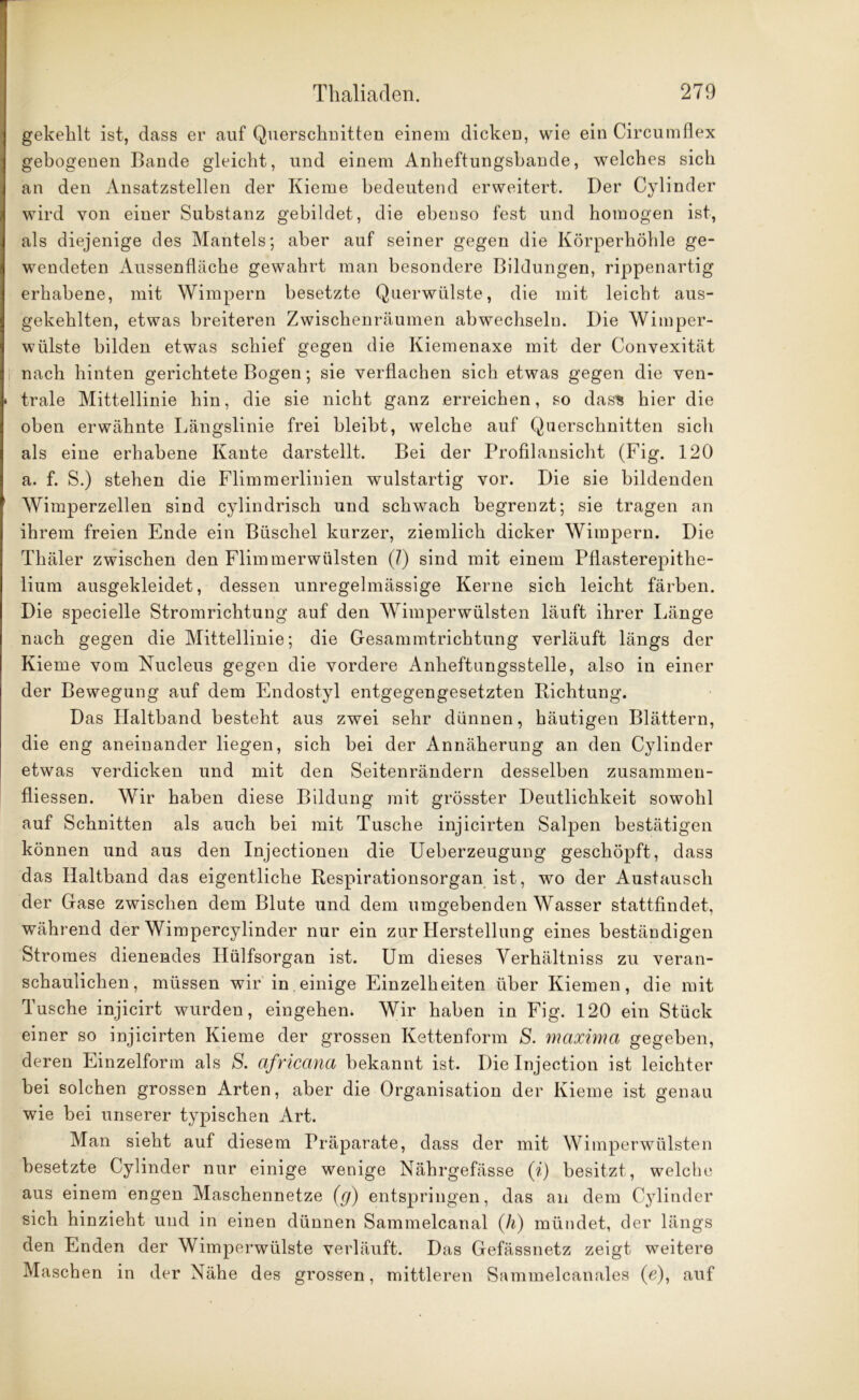 gekehlt ist, dass er auf Querschuitten einem dicken, wie ein Circumflex gebogenen Bande gleicht, und einem Anheftungsbande, welches sich an den Ansatzstellen der Kieme bedeutend erweitert. Der Cylinder wird von einer Substanz gebildet, die ebenso fest und homogen ist, als diejenige des Mantels; aber auf seiner gegen die Körperhöhle ge- wendeten Aussenfläche gewahrt man besondere Bildungen, rippenartig erhabene, mit Wimpern besetzte Querwülste, die mit leicht aus- gekehlten, etwas breiteren Zwischenräumen abwechselu. Die Wimper- wülste bilden etwas schief gegen die Kiemenaxe mit der Convexität nach hinten gerichtete Bogen; sie verflachen sich etwas gegen die ven- » trale Mittellinie hin, die sie nicht ganz erreichen, so dass hier die oben erwähnte Längslinie frei bleibt, welche auf Querschnitten sich als eine erhabene Kante darstellt. Bei der Profilansicht (Fig. 120 a. f. S.) stehen die Flimmerlinien wulstartig vor. Die sie bildenden ! Wimperzellen sind cylindrisch und schwach begrenzt; sie tragen an ihrem freien Ende ein Büschel kurzer, ziemlich dicker Wimpern. Die Thäler zwischen den Flimmerwülsten (?) sind mit einem Pflasterepithe- lium ausgekleidet, dessen unregelmässige Kerne sich leicht färben. Die specielle Stromrichtung auf den Wimperwülsten läuft ihrer Länge nach gegen die Mittellinie; die Gesammtrichtung verläuft längs der Kieme vom Nucleus gegen die vordere Anheftungsstelle, also in einer der Bewegung auf dem Endostyl entgegengesetzten Richtung. Das Haltband besteht aus zwei sehr dünnen, häutigen Blättern, die eng aneinander liegen, sich bei der Annäherung an den Cylinder etwas verdicken und mit den Seitenrändern desselben zusammen- fliessen. Wir haben diese Bildung mit grösster Deutlichkeit sowohl auf Schnitten als auch bei mit Tusche injicirten Salpen bestätigen können und aus den Injectionen die Ueberzeugung geschöpft, dass das Haltband das eigentliche Respirationsorgan ist, wo der Austausch der Gase zwischen dem Blute und dem umgebenden Wasser stattfindet, während der Wimpercylinder nur ein zur Herstellung eines beständigen Stromes dienendes Hülfsorgan ist. Um dieses Yerhältniss zu veran- schaulichen, müssen wir in einige Einzelheiten über Kiemen, die mit Tusche injicirt wurden, eingehen. Wir haben in Fig. 120 ein Stück einer so injicirten Kieme der grossen Kettenform S. maxima gegeben, deren Einzelform als S. africana bekannt ist. Die Injection ist leichter bei solchen grossen Arten, aber die Organisation der Kieme ist genau wie bei unserer typischen Art. Man sieht auf diesem Präparate, dass der mit Wimperwülsten besetzte Cylinder nur einige wenige Nährgefässe (i) besitzt, welche aus einem engen Maschennetze (g) entspringen, das an dem Cylinder sich hinzieht und in einen dünnen Sammelcanal (h) mündet, der längs den Enden der Wimperwülste verläuft. Das Gefässnetz zeigt weitere Maschen in der Nähe des grossen, mittleren Sammelcanales (e), auf