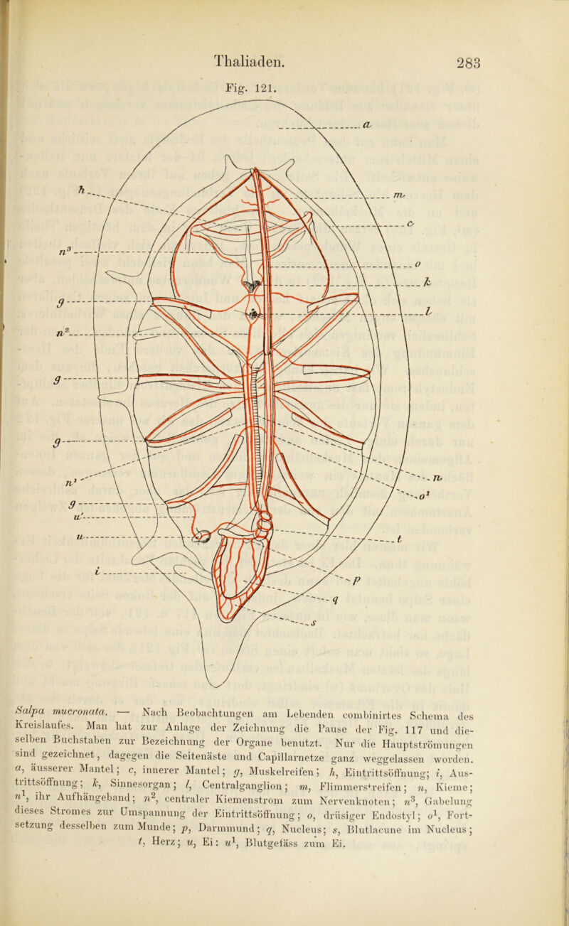 Fig. 121. Salpa mucronata. — Nach Beobachtungen am Lebenden combinirtes Schema des Kreislaufes. Man bat zur Anlage der Zeichnung die Pause der Fig. 117 und die- selben Buchstaben zur Bezeichnung der Organe benutzt. Nur die Hauptströmungen sind gezeichnet, dagegen die Seitenäste und Capillarnetze ganz weggelassen worden, a, äusserer Mantel; c, innerer Mantel; g, Muskelreifen; h, Eintrittsöffnung; i, Aus- trittsöffnung lc, Sinnesorgan; /, Centralganglion; m, Flimmerstreifen; n, Kieme; ” » lhr Aufhängeband; n2, centraler Kiemenstrom zum Nervenknoten; n3, Gabelung dieses Stromes zur Umspannung der Eintrittsöffnung; o, drüsiger Endostyl; o1, Fort- setzung desselben zum Munde; p} Darmmund; q: Nucleus; s, Blutlacune im Nucleus ; t: Herz; w, Ei: w1, Blutgefäss zum Ei.