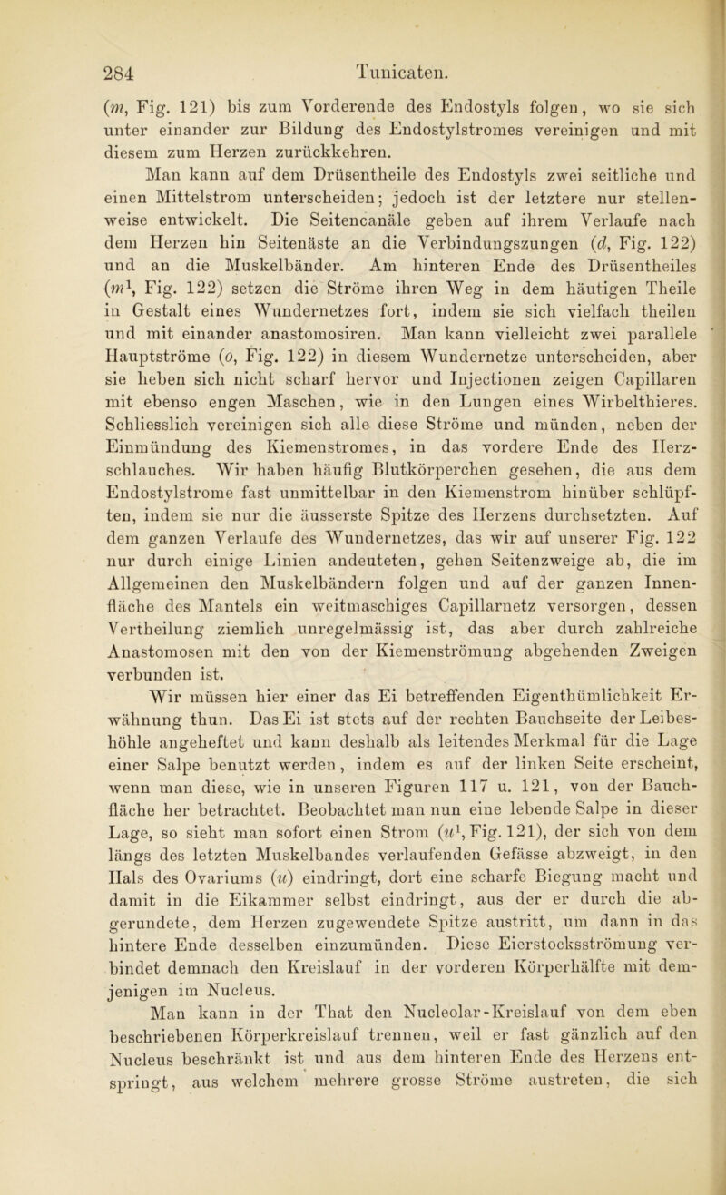 (m, Fig. 121) bis zum Vorderende des Endostyls folgen, wo sie sich unter einander zur Bildung des Endostylstromes vereinigen lind mit diesem zum Herzen zurückkehren. Man kann auf dem Drüsentbeile des Endostyls zwei seitliche und einen Mittelstrom unterscheiden; jedoch ist der letztere nur stellen- weise entwickelt. Die Seitencanäle geben auf ihrem Verlaufe nach dem Herzen hin Seitenäste an die Verbindungszungen (d, Fig. 122) und an die Muskelbänder. Am hinteren Ende des Drüsentheiles (w?1, Fig. 122) setzen die Ströme ihren Weg in dem häutigen Theile in Gestalt eines Wundernetzes fort, indem sie sich vielfach theilen und mit einander anastomosiren. Man kann vielleicht zwei parallele Hauptströme (o, Fig. 122) in diesem Wundernetze unterscheiden, aber sie heben sich nicht scharf hervor und Injectionen zeigen Capiilaren mit ebenso engen Maschen, wie in den Lungen eines Wirbelthieres. Schliesslich vereinigen sich alle diese Ströme und münden, neben der Einmündung des Kiemenstromes, in das vordere Ende des Herz- schlauches. Wir haben häufig Blutkörperchen gesehen, die aus dem Endostylstrome fast unmittelbar in den Kiemenstrom hinüber schlüpf- ten, indem sie nur die äusserste Spitze des Herzens durchsetzten. Auf dem ganzen Verlaufe des Wundernetzes, das wir auf unserer Fig. 122 nur durch einige Linien andeuteten, gehen Seitenzweige ab, die im Allgemeinen den Muskelbändern folgen und auf der ganzen Innen- fläche des Mantels ein weitmaschiges Capillarnetz versorgen, dessen Vertheilung ziemlich unregelmässig ist, das aber durch zahlreiche Anastomosen mit den von der Kiemenströmung abgehenden Zweigen verbunden ist. Wir müssen hier einer das Ei betreffenden Eigenthümlichkeit Er- wähnung thun. Das Ei ist stets auf der rechten Bauchseite der Leibes- höhle angeheftet und kann deshalb als leitendes Merkmal für die Lage einer Salpe benutzt werden , indem es auf der linken Seite erscheint, wenn man diese, wie in unseren Figuren 117 u. 121, von der Bauch- fläche her betrachtet. Beobachtet man nun eine lebende Salpe in dieser Lage, so sieht man sofort einen Strom (w1, Fig. 121), der sich von dem längs des letzten Muskelbandes verlaufenden Gefässe abzweigt, in den Hals des Ovariums (u) eindringt, dort eine scharfe Biegung macht und damit in die Eikammer selbst eindringt, aus der er durch die ab- gerundete, dem Herzen zugewendete Spitze austritt, um dann in das hintere Ende desselben einzumünden. Diese Eierstocksströmung ver- bindet demnach den Kreislauf in der vorderen Körperhälfte mit dem- jenigen im Nucleus. Man kann in der That den Nucleolar-Kreislauf von dem eben beschriebenen Körperkreislauf trennen, weil er fast gänzlich auf den Nucleus beschränkt ist und aus dem hinteren Ende des Herzens ent- springt, aus welchem mehrere grosse Ströme austreten, die sich