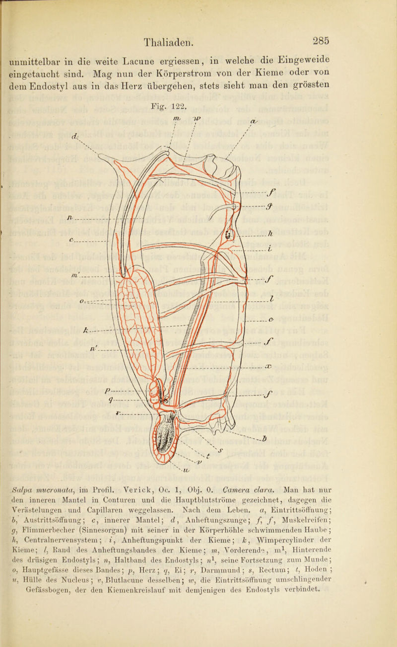 unmittelbar in die weite Lacune ergiessen, in welche die Eingeweide eingetaucht sind. Mag nun der Körperstrom von der Kieme oder von dem Endostyl aus in das Herz übergehen, stets sieht man den grössten Fig. 122. Salpa mucronuta, im Profil. Verick, Oe. 1, Obj. 0. Camera clara. Man hat nur den inneren Mantel in Conturen und die Hauptblutströme gezeichnet, dagegen die Verästelungen und Capillaren weggelassen. Nach dem Lehen, a, Eintrittsöffnung; b, Austrittsöffnung; c, innerer Mantel; d, Anheftungszunge; /, f: Muskelreifen; </, Flimmerbecher (Sinnesorgan) mit seiner in der Körperhöhle schwimmenden Haube ; h, Centralnervensystem; i, Anheftungspunkt der Kieme; Je, Wimpercylinder der Kieme; /, Rand des Anheftungsbandes der Kieme; rn1 Vorderende, m1, Hinterende des drüsigen Endostyls ; n, Haltband des Endostyls; n1, seine Fortsetzung zum Munde; o, Hauptgefässe dieses Bandes; p, Herz ; <j, Ei; r, Darmmund ; s, Rectum; t, Hoden ; Hülle des Nucleus ; v, Blutlacune desselben; w, die Eintrittsöffnung umschlingender Gefässbogen, der den Kiemenkreislauf mit demjenigen des Endostyls verbindet.