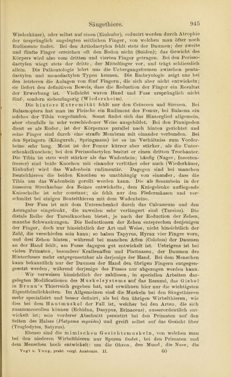 Wiederkäuer), oder selbst auf einen (Einhufer), reducirt werden durch Atrophie der ursprünglich angelegten seitlichen Finger, von welchen man öfter noch Rudimente findet. Bei den Artiodactylen fehlt stets der Daumen; der zweite und fünfte Finger erreichen oft den Boden nicht (Suiden); das Gewicht des Körpers wird also vom dritten und vierten Finger getragen. Bei den Perisso- dactylen wiegt stets der dritte, der Mittelfinger vor, und trägt schliesslich allein. Die Paläontologie lehrt uns die Uebergangsformen zwischen penta- dactylen und monodactylen Typen kennen. Die Embryologie zeigt uns bei den letzteren die Anlagen von fünf Fingern, die sich aber nicht entwickeln; sie liefert den definitiven Beweis, dass die Reduction der Finger ein Resultat der Erwerbung ist. Vielleicht waren Hand und Fuss ursprünglich nicht fünf-, sondern siebenfingerig (Wied er sh ei m). Die hintere Extremität fehlt nur den Cetaceen und Sirenen. Bei Balaenoptera hat man im Fleische ein Rudiment des Femur, bei Balaena ein solches der Tibia vorgefunden. Sonst findet sich das Hinterglied allgemein, aber ebenfalls in sehr verschiedener Weise ausgebildet. Bei den Pinnipeden dient es als Ruder, ist der Körperaxe parallel nach hinten gerichtet und seine Finger sind durch eine straffe Membran mit einander verbunden. Bei den Springern (Känguruh, Springmaus) ist es im Verhältniss zum Vorder- beine sehr lang. Meist ist der Femur kürzer aber stärker, als die Unter- schenkelknochen; bei den Perissodactylen besitzt er einen dritten Trochanter. Die Tibia ist stets weit stärker als das Wadenbein; häufig (Nager, Insecten- fresser) sind beide Knochen mit einander verlöthet oder auch (Wiederkäuer, Einhufer) wird das Wadenbein rudimentär. Dagegen sind bei manchen Beutelthieren die beiden Knochen so unabhängig von einander, dass die Tibia um das Wadenbein gerollt werden kann. Die als Sesambein in der äusseren Strecksehne des Beines entwickelte, dem Kniegelenke aufliegende Kniescheibe ist sehr constant; sie fehlt nur den Fledermäusen und ver- schmilzt bei einigen Beutelthieren mit dem Wadenbeine. Der Fuss ist mit dem Unterschenkel durch das Calcaneum und den Astragalus eingelenkt, die zuweilen sehr verlängert sind (Tarsius). Die distale Reihe der Tarsalknochen bietet, je nach der Reduction der Zehen, manche Schwankungen. Die Reductionen der Zehen entsprechen denjenigen der Finger, doch nur hinsichtlich der Art und Weise, nicht hinsichtlich der Zahl, die verschieden sein kann; so haben Tapyrus, Hyrax vier Finger vorn, und drei Zehen hinten, während bei manchen Affen (Colobus) der Daumen an der Hand fehlt, am Fusse dagegen gut entwickelt ist. Uebrigens ist bei vielen Primaten, besonders Krallenaffen und Plattnasen, der Daumen des Hinterfusses mehr entgegensetzbar als derjenige der Hand. Bei dem Menschen kann bekanntlich nur der Daumen der Hand den übrigen Fingern entgegen- gesetzt werden, während derjenige des Fusses nur abgezogen werden kann. Wir verweisen hinsichtlich der zahllosen, in speciellen Arbeiten dar- gelegten Modificationen des Muskelsystems auf das Resumö, das Giebel in Bronn’s Thierreich gegeben hat, und erwähnen hier nur die wichtigsten Eigenthümlichkeiten. Im Allgemeinen sind die Muskeln bei den Säugethieren mehr specialisirt und besser definirt, als bei den übrigen Wirbelthieren, wie dies bei dem Hautmuskel der Fall ist, welcher bei den Arten, die sich zusammenrollen können (Echidna, Dasypus, Erinaceus), ausserordentlich ent- wickelt ist; sein vorderer Abschnitt persistirt bei den Primaten auf den Seiten des Halses (Platysma myoides) und greift selbst auf das Gesicht über (Troglodytes, Satyrus). Ebenso sind die mimischen Gesichtsmuskeln, von welchen man bei den niederen Wirbelthieren nur Spuren findet , bei den Primaten und dem Menschen hoch entwickelt: um die Ohren, den Mund, die Nase, die Vogt u. Yung, prakt. vergl. Anatomie. II. 60