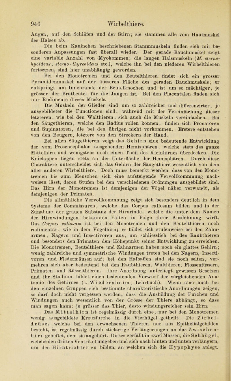 Augen, auf den Schläfen und der Stirn; sie stammen alle vom Hautmuskel des Halses ab. Hie beim Kaninchen beschriebenen Stammmuskeln finden sich mit be- sonderen Anpassungen fast überall wieder. Her gerade Bauchmuskel zeigt eine variable Anzahl von Myokommen; die langen Halsmuskeln (M. sterno- liyoideus, sterno - thyreoideus etc.), welche ihn bei den niederen Wirbelthieren fortsetzen, sind hier unabhängig geworden. Bei den Monotremen und den Beutelthieren findet sich ein grosser Pyramidenmuskel auf der äusseren Fläche des geraden Bauchmuskels; er entspringt am Innenrande der Beutelknochen und ist um so mächtiger, je grösser der Brutbeutel für die Jungen ist. Bei den Placentalen finden sich nur Rudimente dieses Muskels. Hie Muskeln der Glieder sind um so zahlreicher und differenzirter, je ausgebildeter die Functionen sind, während mit der Vereinfachung dieser letzteren, wie bei den Walthieren, sich auch die Muskeln vereinfachen. Bei den Säugethieren, welche den Badius rollen können , finden sich Pronatoren und Supinatoren, die bei den übrigen nicht Vorkommen. Erstere entstehen von den Beugern, letztere von den Streckern der Hand. Bei allen Säugethieren zeigt das Gehirn eine bedeutende Entwicklung der vom Prosencephalon ausgehenden Hemisphären, welche stets das ganze Mittelhirn und wenigstens noch einen Theil des Kleinhirnes überdecken. Hie Knielappen liegen stets an der Unterfläche der Hemisphären. Burch diese Charaktere unterscheidet sich das Gehirn der Säugethiere wesentlich von dem aller anderen Wirbelthiere. Hoch muss bemerkt werden, dass von den Mono- tremen bis zum Menschen sich eine aufsteigende Vervollkommnung nach- weisen lässt, deren Stufen bei den verschiedenen Ordnungen ausgebildet sind. Has Hirn der Monotremen ist demjenigen der Vögel näher verwandt', als demjenigen der Primaten. Hie allmähliche Vervollkommnung zeigt sich besonders deutlich in dem Systeme der Commissuren , welche das Corpus callosum bilden und in der Zunahme der grauen Substanz der Hirnrinde, welche die unter dem Namen der Hirnwindungen bekannten Falten in Folge ihrer Ausdehnung wirft. Has Corpus callosum ist bei den Monotremen und den Beutelthieren noch rudimentär, wie in dem Vogelhirn; es bildet sich stufenweise bei den Zahn- armen, Nagern und Insectivoren aus, um schliesslich bei den Raubthieren und besonders den Primaten den Höhepunkt seiner Entwicklung zu erreichen. Hie Monotremen, Beutelthiere und Zahnarmen haben noch ein glattes Gehirn; wenig zahlreiche und symmetrische Windungen treten bei den Nagern, Insecti- voren und Fledermäusen auf; bei den Halbaffen sind sie noch selten, ver- mehren sich aber bedeutend bei den Raubthieren, Walthieren, Flossenfüssern, Primaten und Rüsselthieren. Ihre Anordnung unterliegt gewissen Gesetzen und ihr Studium bildet einen bedeutenden Vorwurf der vergleichenden Ana- tomie des Gehirnes (s. Wiederslieim, Lehrbuch). Wenn aber auch bei den einzelnen Gruppen sich bestimmte charakteristische Anordnungen zeigen, so darf doch nicht vergessen werden, dass die Ausbildung der Furchen und Windungen auch wesentlich von der Grösse der Tliiere abhängt, so dass man sagen kann: je grösser das Thier, desto windungsreicher sein Hirn. Has Mittelhirn ist regelmässig durch eine, nur bei den Monotremen wenig ausgebildete Kreuzfurche in die Vierhügel getheilt. Hie Zirbel- drüse, welche bei den erwachsenen Thieren nur aus Epithelialgebilden besteht, ist regelmässig durch stielartige Verlängerungen an das Zwischen- hirn geheftet, dem sieangehört. Hieses zerfällt in zwei Massen, die Selihiigel, welche den dritten Ventrikel umgeben und sich nach hinten und unten verlängern, um den Hirntrichter zu bilden, an welchen sich die Hypophyse anlegt.