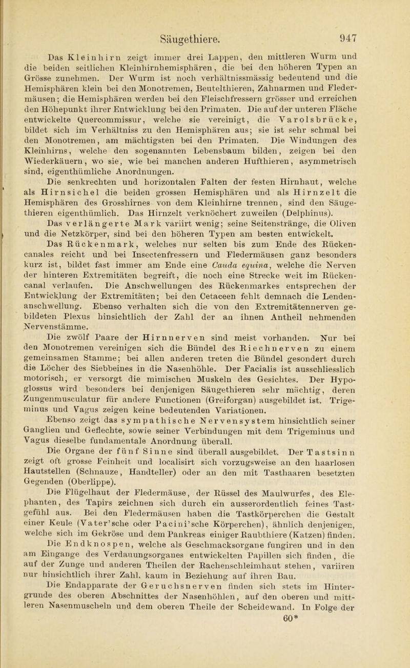Das Kleinhirn zeigt immer drei Lappen, den mittleren Wurm und die beiden seitlichen Kleinhirnhemisphären, die hei den höheren Typen an Grösse zunehmen. Der Wurm ist noch verhältnissmässig bedeutend und die Hemisphären klein bei den Monotremen, Beutelthieren, Zahnarmen und Fleder- mäusen ; die Hemisphären werden bei den Fleischfressern grösser und erreichen den Höhepunkt ihrer Entwicklung bei den Primaten. Die auf der unteren Fläche entwickelte Quercommissur, welche sie vereinigt, die Varolsbriicke, bildet sich im Verhältnis zu den Hemisphären aus; sie ist sehr schmal bei den Monotremen, am mächtigsten bei den Primaten. Die Windungen des Kleinhirns, welche den sogenannten Lebensbaum bilden, zeigen bei den Wiederkäuern, wo sie, wie bei manchen anderen Huftliieren, asymmetrisch sind, eigenthümliche Anordnungen. Die senkrechten und horizontalen Falten der festen Hirnhaut, welche als Hirnsiche 1 die beiden grossen Hemisphären und als Hirnzelt die Hemisphären des Grosshirnes von dem Kleinhirne trennen, sind den Säuge- thieren eigentliümlich. Das Hirnzelt verknöchert zuweilen (Delphinus). Das verlängerte Mark variirt wenig; seine Seitenstränge, die Oliven und die Netzkörper, sind bei den höheren Typen am besten entwickelt. Das Kückenmark, welches nur selten bis zum Ende des Rücken- canales reicht und bei Insectenfressern und Fledermäusen ganz besonders kurz ist, bildet fast immer am Ende eine Cauda equina, welche die Nerven der hinteren Extremitäten begreift, die noch eine Strecke weit im Kücken- canal verlaufen. Die Anschwellungen des Kückenmarkes entsprechen der Entwicklung der Extremitäten; bei den Cetaceen fehlt demnach die Lenden- anschwellung. Ebenso verhalten sich die von den Extremitätennerven ge- bildeten Plexus hinsichtlich der Zahl der an ihnen Antheil nehmenden Nervenstämme. Die zwölf Paare der Hirnnerven sind meist vorhanden. Nur bei den Monotremen vereinigen sich die Bündel des Kiech nerven zu einem gemeinsamen Stamme; bei allen anderen treten die Bündel gesondert durch die Löcher des Siebbeines in die Nasenhöhle. Der Facialis ist ausschliesslich motorisch, er versorgt die mimischen Muskeln des Gesichtes. Der Hypo- glossus wird besonders bei denjenigen Säugethieren sehr mächtig, deren Zungenmusculatur für andere Functionen (Greiforgan) ausgebildet ist. Trige- minus und Vagus zeigen keine bedeutenden Variationen. Ebenso zeigt das sympathische Nervensystem hinsichtlich seiner Ganglien und Geflechte, sowie seiner Verbindungen mit dem Trigeminus und Vagus dieselbe fundamentale Anordnung überall. Die Organe der fünf Sinne sind überall ausgebildet. Der Tastsinn zeigt ott grosse Feinheit und localisirt sich vorzugsweise an den haarlosen Hautstellen (Schnauze, Handteller) oder an den mit Tasthaaren besetzten Gegenden (Oberlippe). Die Flügelhaut der Fledermäuse, der Küssel des Maulwurfes, des Ele- phanten, des Tapirs zeichnen sich durch ein ausserordentlich feines Tast- gefühl aus. Bei den Fledermäusen haben die Tastkörperchen die Gestalt einer Keule (Vater’sclie oder Pacini’sche Körperchen), ähnlich denjenigen, welche sich im Gekröse und dem Pankreas einiger Raubtliiere (Katzen) finden. Die Endknospen, welche als Geschmacksorgane fungiren und in den am Eingänge des Verdauungsorganes entwickelten Papillen sich finden, die auf der Zunge und anderen Theilen der Rachenschleimhaut stehen, variiren nur hinsichtlich ihrer Zahl, kaum in Beziehung auf ihren Bau. Die Endapparate der Geruchsnerven finden sich stets im Hinter- gründe des oberen Abschnittes der Nasenhöhlen, auf den oberen und mitt- leren Nasenmuscheln und dem oberen Theile der Scheidewand. In Folge der 60*